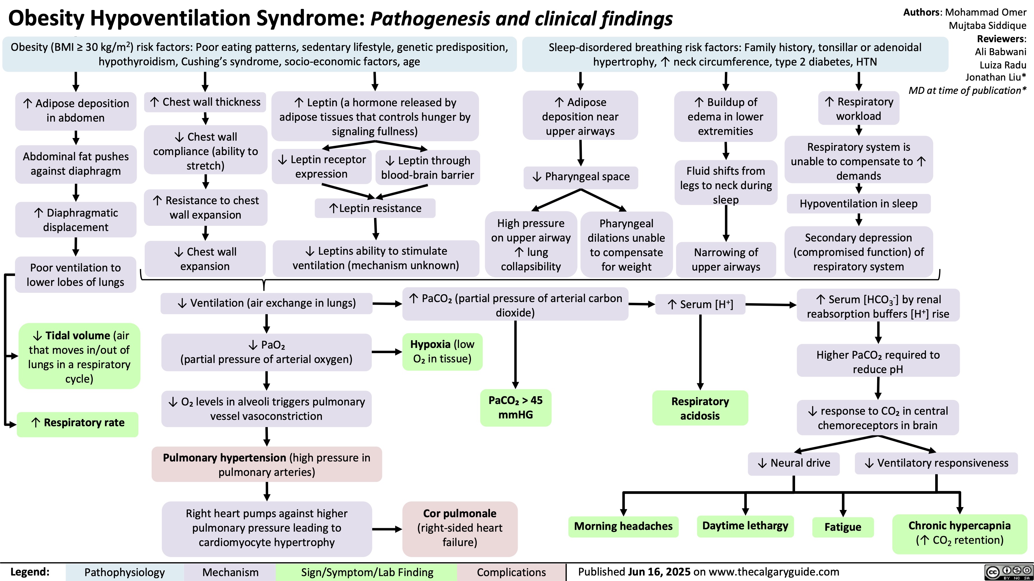 Obesity Hypoventilation Syndrome: Pathogenesis and clinical findings
Obesity (BMI ≥ 30 kg/m2) risk factors: Poor eating patterns, sedentary lifestyle, genetic predisposition,
hypothyroidism, Cushing’s syndrome, socio-economic factors, age
Sleep-disordered breathing risk factors: Family history, tonsillar or adenoidal
hypertrophy, ↑ neck circumference, type 2 diabetes, HTN
Authors: Mohammad Omer
Mujtaba Siddique
Reviewers:
Ali Babwani
Luiza Radu
Jonathan Liu*
MD at time of publication*
↑ Adipose deposition
in abdomen
Abdominal fat pushes
against diaphragm
↑ Diaphragmatic
displacement
↑ Resistance to chest
wall expansion
↑Leptin resistance
High pressure
Pharyngeal
on upper airway
dilations unable
Secondary depression
↓ Chest wall
↓ Leptins ability to stimulate
↑ lung
to compensate
Narrowing of
(compromised function) of
Poor ventilation to
expansion
ventilation (mechanism unknown)
collapsibility
for weight
upper airways
respiratory system
lower lobes of lungs
↓ Tidal volume (air
that moves in/out of
lungs in a respiratory
cycle)
↑ Respiratory rate
↑ Chest wall thickness ↑ Leptin (a hormone released by
adipose tissues that controls hunger by
signaling fullness)
↑ Adipose
deposition near
upper airways
↑ Buildup of
edema in lower
extremities
↑ Respiratory
workload
↓ Chest wall
compliance (ability to
stretch)
↓ Leptin receptor
expression
↓ Leptin through
blood-brain barrier
↓ Pharyngeal space
Respiratory system is
unable to compensate to ↑
Fluid shifts from
demands
legs to neck during
sleep
Hypoventilation in sleep
↓ Ventilation (air exchange in lungs)
↑ PaCO₂ (partial pressure of arterial carbon
dioxide)
↑ Serum [H+]
↑ Serum [HCO3
-] by renal
reabsorption buffers [H+] rise
↓ PaO₂
(partial pressure of arterial oxygen)
Hypoxia (low
O₂ in tissue)
Higher PaCO₂ required to
reduce pH
↓ O₂ levels in alveoli triggers pulmonary
vessel vasoconstriction
PaCO₂ > 45
mmHG
Respiratory
acidosis
↓ response to CO₂ in central
chemoreceptors in brain
Pulmonary hypertension (high pressure in
pulmonary arteries)
↓ Neural drive
↓ Ventilatory responsiveness
) Right heart pumps against higher
pulmonary pressure leading to
cardiomyocyte hypertrophy
Cor pulmonale
(right-sided heart
failure)
Fatigue
Chronic hypercapnia
(↑ CO2 retention)
Pathophysiology Legend: Mechanism
Sign/Symptom/Lab Finding Complications
Morning headaches
Daytime lethargy
Published Jun 16, 2025 on www.thecalgaryguide.com