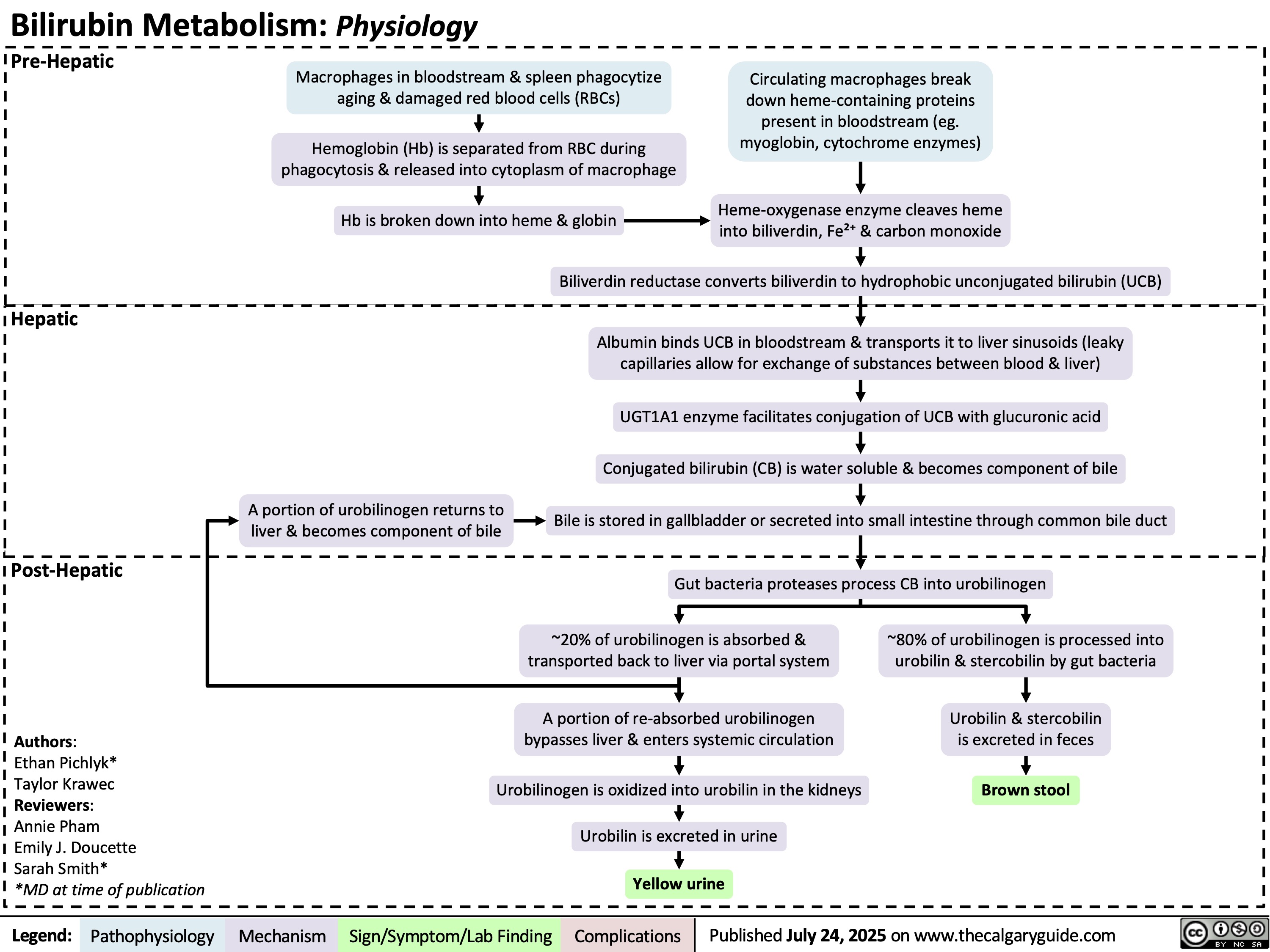 Bilirubin Metabolism: Physiology
Pre-Hepatic
Macrophages in bloodstream & spleen phagocytize
aging & damaged red blood cells (RBCs)
Hemoglobin (Hb) is separated from RBC during
phagocytosis & released into cytoplasm of macrophage
Hb is broken down into heme & globin
Circulating macrophages break
down heme-containing proteins
present in bloodstream (eg.
myoglobin, cytochrome enzymes)
Heme-oxygenase enzyme cleaves heme
into biliverdin, Fe²⁺ & carbon monoxide
Biliverdin reductase converts biliverdin to hydrophobic unconjugated bilirubin (UCB)
Hepatic
Albumin binds UCB in bloodstream & transports it to liver sinusoids (leaky
capillaries allow for exchange of substances between blood & liver)
UGT1A1 enzyme facilitates conjugation of UCB with glucuronic acid
Conjugated bilirubin (CB) is water soluble & becomes component of bile
A portion of urobilinogen returns to
liver & becomes component of bile
Bile is stored in gallbladder or secreted into small intestine through common bile duct
Post-Hepatic
Gut bacteria proteases process CB into urobilinogen
~20% of urobilinogen is absorbed &
transported back to liver via portal system
~80% of urobilinogen is processed into
urobilin & stercobilin by gut bacteria
A portion of re-absorbed urobilinogen
bypasses liver & enters systemic circulation
Urobilin & stercobilin
is excreted in feces
Authors:
Ethan Pichlyk*
Taylor Krawec
Reviewers:
Annie Pham
Emily J. Doucette
Sarah Smith*
*MD at time of publication
Legend: Pathophysiology Urobilinogen is oxidized into urobilin in the kidneys
Urobilin is excreted in urine
Yellow urine
Brown stool
Mechanism
Sign/Symptom/Lab Finding Complications
Published July 24, 2025 on www.thecalgaryguide.com