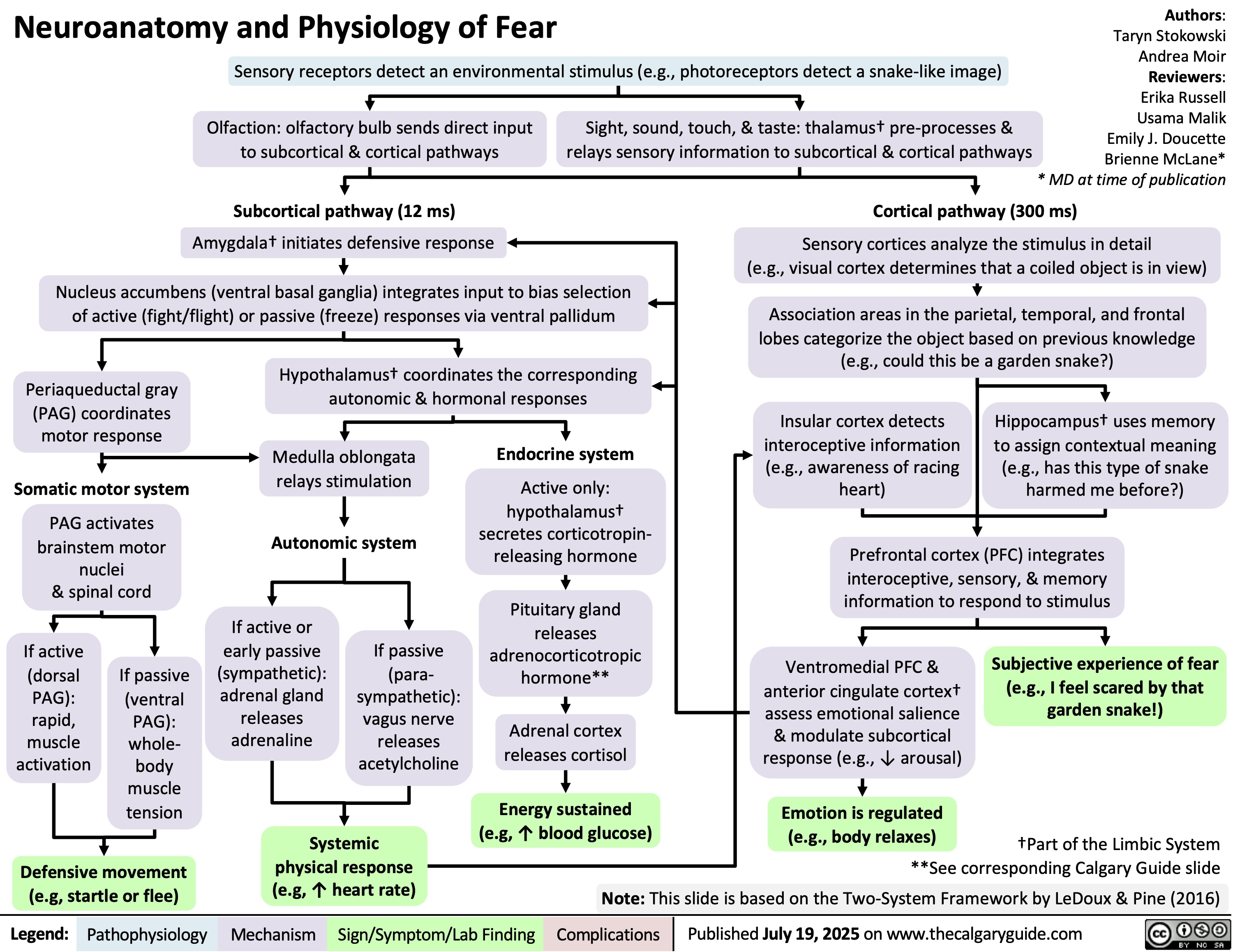 Neuroanatomy and Physiology of Fear
Sensory receptors detect an environmental stimulus (e.g., photoreceptors detect a snake-like image)
Olfaction: olfactory bulb sends direct input
to subcortical & cortical pathways
Sight, sound, touch, & taste: thalamus† pre-processes &
relays sensory information to subcortical & cortical pathways
Authors:
Taryn Stokowski
Andrea Moir
Reviewers:
Erika Russell
Usama Malik
Emily J. Doucette
Brienne McLane*
* MD at time of publication
Subcortical pathway (12 ms) Amygdala† initiates defensive response
Nucleus accumbens (ventral basal ganglia) integrates input to bias selection
of active (fight/flight) or passive (freeze) responses via ventral pallidum
Periaqueductal gray
(PAG) coordinates
motor response
Hypothalamus† coordinates the corresponding
autonomic & hormonal responses
Somatic motor system
Medulla oblongata
relays stimulation
Endocrine system
PAG activates
brainstem motor
nuclei
& spinal cord
Autonomic system
Active only:
hypothalamus†
secretes corticotropin-
releasing hormone
Pituitary gland
If active or
releases
If active
early passive
If passive
adrenocorticotropic
(dorsal
If passive
(sympathetic):
(para-
hormone**
PAG):
(ventral
adrenal gland
sympathetic):
rapid,
PAG):
releases
vagus nerve
muscle
whole-
adrenaline
releases
Adrenal cortex
releases cortisol
activation
body
acetylcholine
muscle
tension
Energy sustained
(e.g, ↑ blood glucose)
Defensive movement
(e.g, startle or flee)
Systemic
physical response
(e.g, ↑ heart rate)
Cortical pathway (300 ms)
Sensory cortices analyze the stimulus in detail
(e.g., visual cortex determines that a coiled object is in view)
Association areas in the parietal, temporal, and frontal
lobes categorize the object based on previous knowledge
(e.g., could this be a garden snake?)
Insular cortex detects
interoceptive information
(e.g., awareness of racing
heart)
Hippocampus† uses memory
to assign contextual meaning
(e.g., has this type of snake
harmed me before?)
Prefrontal cortex (PFC) integrates
interoceptive, sensory, & memory
information to respond to stimulus
Ventromedial PFC &
anterior cingulate cortex†
assess emotional salience
& modulate subcortical
response (e.g., ↓ arousal)
Subjective experience of fear
(e.g., I feel scared by that
garden snake!)
Emotion is regulated
(e.g., body relaxes)
†Part of the Limbic System
**See corresponding Calgary Guide slide
Note: This slide is based on the Two-System Framework by LeDoux & Pine (2016)
Legend: Complications
Published July 19, 2025 on www.thecalgaryguide.com
Pathophysiology Mechanism
Sign/Symptom/Lab Finding 
