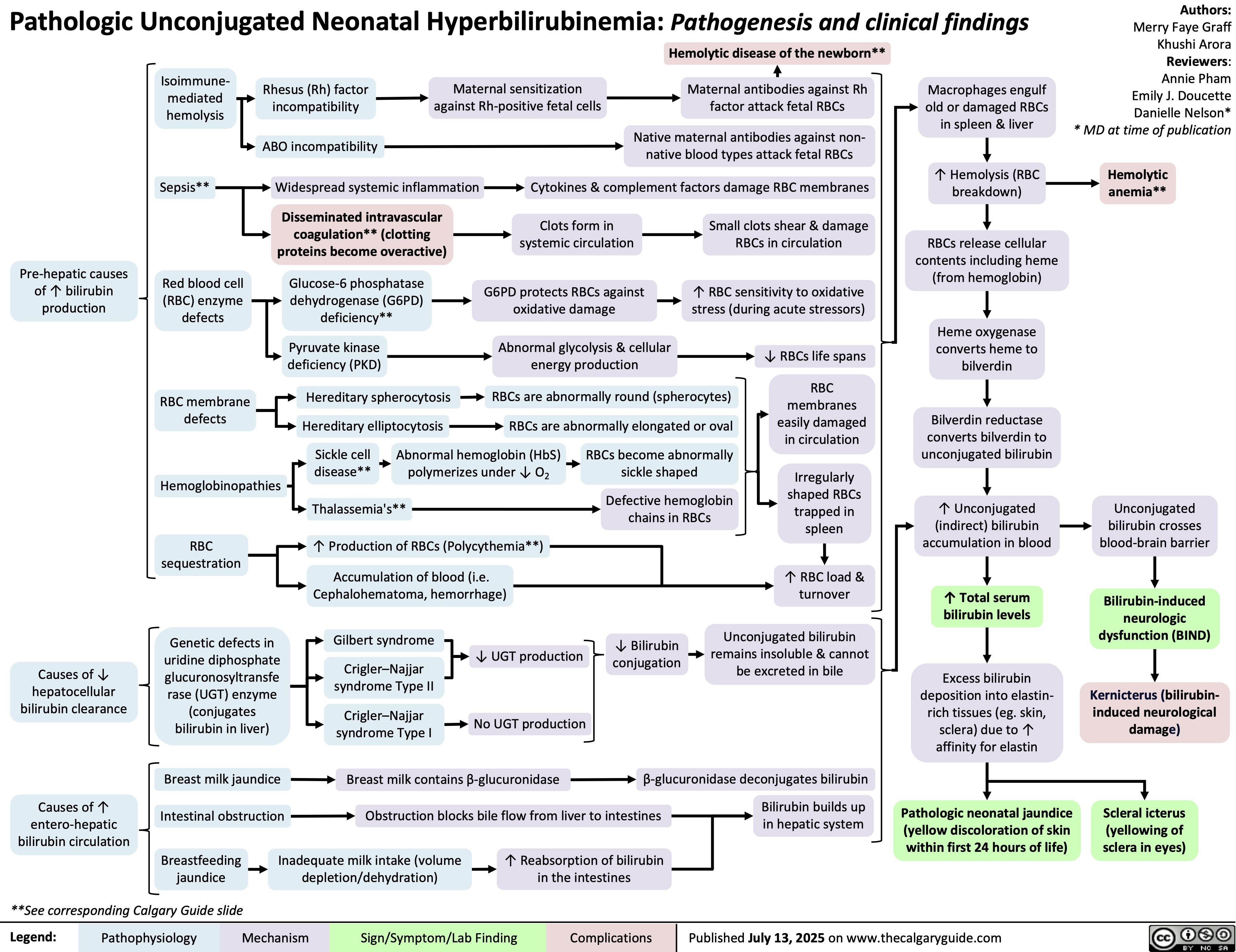 Pre-hepatic causes
of ↑ bilirubin
production
Pathologic Unconjugated Neonatal Hyperbilirubinemia: Pathogenesis and clinical findings
Hemolytic disease of the newborn**
Isoimmune-
mediated
hemolysis
Rhesus (Rh) factor
incompatibility
Maternal sensitization
against Rh-positive fetal cells
Maternal antibodies against Rh
factor attack fetal RBCs
ABO incompatibility
Native maternal antibodies against non-
native blood types attack fetal RBCs
Sepsis** Widespread systemic inflammation Cytokines & complement factors damage RBC membranes
Disseminated intravascular
coagulation** (clotting
proteins become overactive)
Clots form in
systemic circulation
Small clots shear & damage
RBCs in circulation
Red blood cell
(RBC) enzyme
defects
Glucose-6 phosphatase
dehydrogenase (G6PD)
deficiency**
G6PD protects RBCs against
oxidative damage
↑ RBC sensitivity to oxidative
stress (during acute stressors)
Pyruvate kinase
deficiency (PKD)
Abnormal glycolysis & cellular
energy production
↓ RBCs life spans
RBC membrane
defects
Hereditary spherocytosis
RBCs are abnormally round (spherocytes)
RBC
membranes
easily damaged
in circulation
Bilverdin reductase
Hereditary elliptocytosis
RBCs are abnormally elongated or oval
converts bilverdin to
Sickle cell
Abnormal hemoglobin (HbS)
RBCs become abnormally
unconjugated bilirubin
disease**
polymerizes under ↓ O2
sickle shaped
Hemoglobinopathies
Thalassemia's**
Defective hemoglobin
chains in RBCs
Irregularly
shaped RBCs
trapped in
spleen
RBC
sequestration
↑ Production of RBCs (Polycythemia**)
Accumulation of blood (i.e.
Cephalohematoma, hemorrhage)
↑ RBC load &
turnover
Causes of ↓
hepatocellular
bilirubin clearance
Genetic defects in
uridine diphosphate
glucuronosyltransfe
rase (UGT) enzyme
(conjugates
bilirubin in liver)
Gilbert syndrome
Unconjugated bilirubin
↓ UGT production
remains insoluble & cannot
Crigler–Najjar
be excreted in bile
syndrome Type II
Crigler–Najjar
syndrome Type I
No UGT production
Breast milk jaundice Breast milk contains β-glucuronidase
Causes of ↑
entero-hepatic
bilirubin circulation
Intestinal obstruction
Obstruction blocks bile flow from liver to intestines Breastfeeding
jaundice
Inadequate milk intake (volume
depletion/dehydration)
↑ Reabsorption of bilirubin
in the intestines
**See corresponding Calgary Guide slide
Legend: Macrophages engulf
old or damaged RBCs
in spleen & liver
↑ Hemolysis (RBC
breakdown)
RBCs release cellular
contents including heme
(from hemoglobin)
Heme oxygenase
converts heme to
bilverdin
↑ Unconjugated
(indirect) bilirubin
accumulation in blood
↑ Total serum
bilirubin levels
Excess bilirubin
deposition into elastin-
rich tissues (eg. skin,
sclera) due to ↑
affinity for elastin
Pathologic neonatal jaundice
(yellow discoloration of skin
within first 24 hours of life)
Pathophysiology Mechanism
Sign/Symptom/Lab Finding Complications
Published July 13, 2025 on www.thecalgaryguide.com
Authors:
Merry Faye Graff
Khushi Arora
Reviewers:
Annie Pham
Emily J. Doucette
Danielle Nelson*
* MD at time of publication
Hemolytic
anemia**
↓ Bilirubin
conjugation
β-glucuronidase deconjugates bilirubin
Bilirubin builds up
in hepatic system
Unconjugated
bilirubin crosses
blood-brain barrier
Bilirubin-induced
neurologic
dysfunction (BIND)
Kernicterus (bilirubin-
induced neurological
damage)
Scleral icterus
(yellowing of
sclera in eyes)