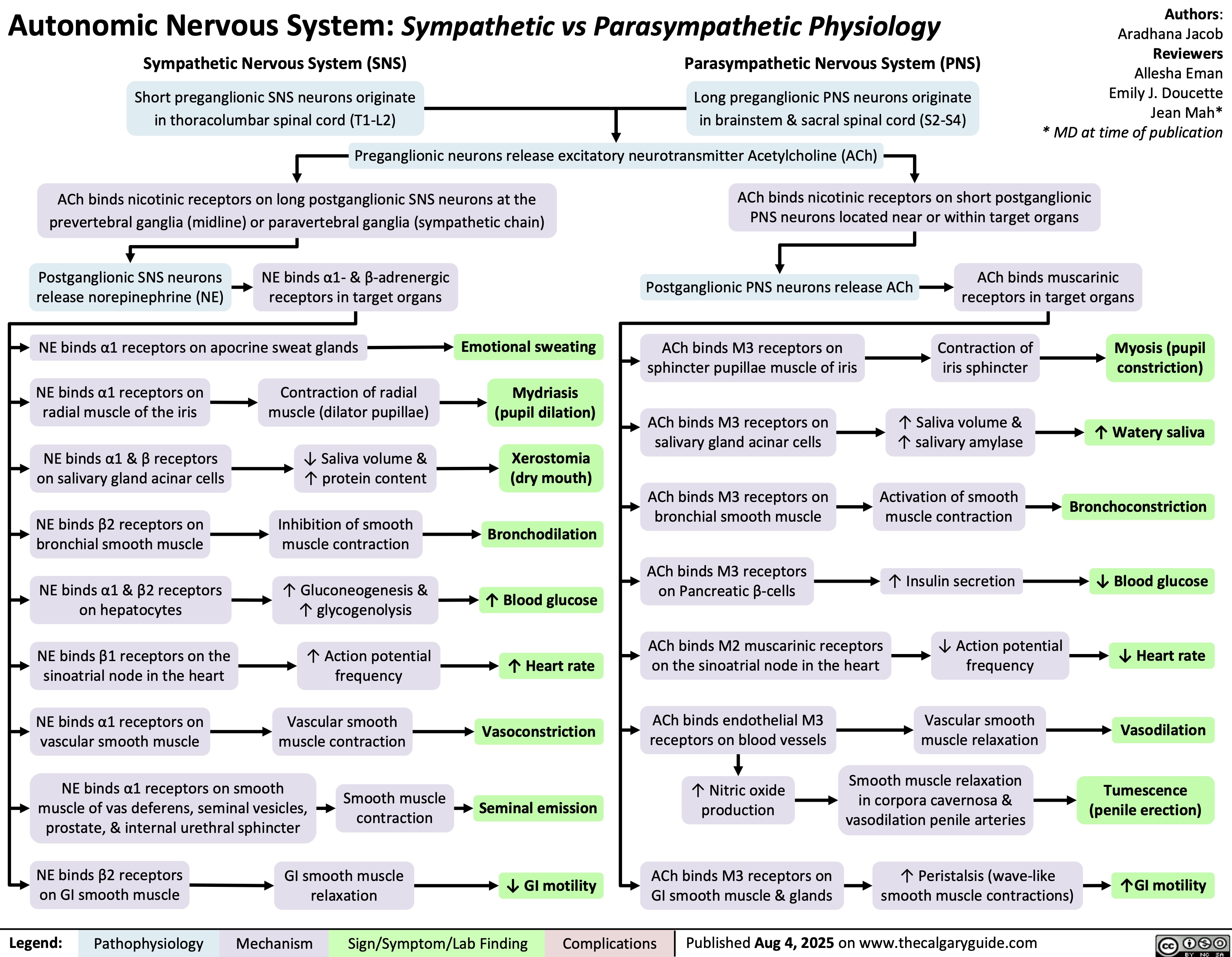 Autonomic Nervous System: Sympathetic vs Parasympathetic Physiology
Sympathetic Nervous System (SNS) Parasympathetic Nervous System (PNS)
Short preganglionic SNS neurons originate
in thoracolumbar spinal cord (T1-L2)
Long preganglionic PNS neurons originate
in brainstem & sacral spinal cord (S2-S4)
Authors:
Aradhana Jacob
Reviewers
Allesha Eman
Emily J. Doucette
Jean Mah*
* MD at time of publication
Preganglionic neurons release excitatory neurotransmitter Acetylcholine (ACh)
ACh binds nicotinic receptors on long postganglionic SNS neurons at the
prevertebral ganglia (midline) or paravertebral ganglia (sympathetic chain)
Postganglionic SNS neurons
release norepinephrine (NE)
NE binds α1- & β-adrenergic
receptors in target organs
NE binds α1 receptors on apocrine sweat glands Emotional sweating
NE binds α1 receptors on
radial muscle of the iris
Contraction of radial
muscle (dilator pupillae)
Mydriasis
(pupil dilation)
NE binds α1 & β receptors
on salivary gland acinar cells
↓ Saliva volume &
↑ protein content
Xerostomia
(dry mouth)
NE binds β2 receptors on
bronchial smooth muscle
Inhibition of smooth
muscle contraction
Bronchodilation
NE binds α1 & β2 receptors
on hepatocytes
↑ Gluconeogenesis &
↑ glycogenolysis
↑ Blood glucose
NE binds β1 receptors on the
sinoatrial node in the heart
↑ Action potential
frequency
↑ Heart rate
NE binds α1 receptors on
vascular smooth muscle
Vascular smooth
muscle contraction
Vasoconstriction
NE binds α1 receptors on smooth
muscle of vas deferens, seminal vesicles,
prostate, & internal urethral sphincter
Smooth muscle
contraction
Seminal emission
NE binds β2 receptors
on GI smooth muscle
GI smooth muscle
relaxation ↓ GI motility
ACh binds nicotinic receptors on short postganglionic
PNS neurons located near or within target organs
Postganglionic PNS neurons release ACh
ACh binds muscarinic
receptors in target organs
ACh binds M3 receptors on
sphincter pupillae muscle of iris
Contraction of
iris sphincter
Myosis (pupil
constriction)
ACh binds M3 receptors on
salivary gland acinar cells
↑ Saliva volume &
↑ salivary amylase
↑ Watery saliva
ACh binds M3 receptors on
Activation of smooth
bronchial smooth muscle Bronchoconstriction
muscle contraction
ACh binds M3 receptors
on Pancreatic β-cells ↑ Insulin secretion
↓ Blood glucose
ACh binds M2 muscarinic receptors
on the sinoatrial node in the heart
↓ Action potential
frequency
↓ Heart rate
ACh binds endothelial M3
receptors on blood vessels
Vascular smooth
muscle relaxation
Vasodilation
↑ Nitric oxide
production
Smooth muscle relaxation
in corpora cavernosa &
vasodilation penile arteries
Tumescence
(penile erection)
ACh binds M3 receptors on
GI smooth muscle & glands
↑ Peristalsis (wave-like
smooth muscle contractions)
↑GI motility
Legend: Complications
Published Aug 4, 2025 on www.thecalgaryguide.com
Pathophysiology Mechanism
Sign/Symptom/Lab Finding 