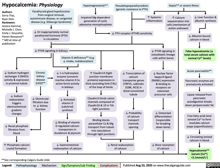 Hypocalcemia Physiology | Calgary Guide
