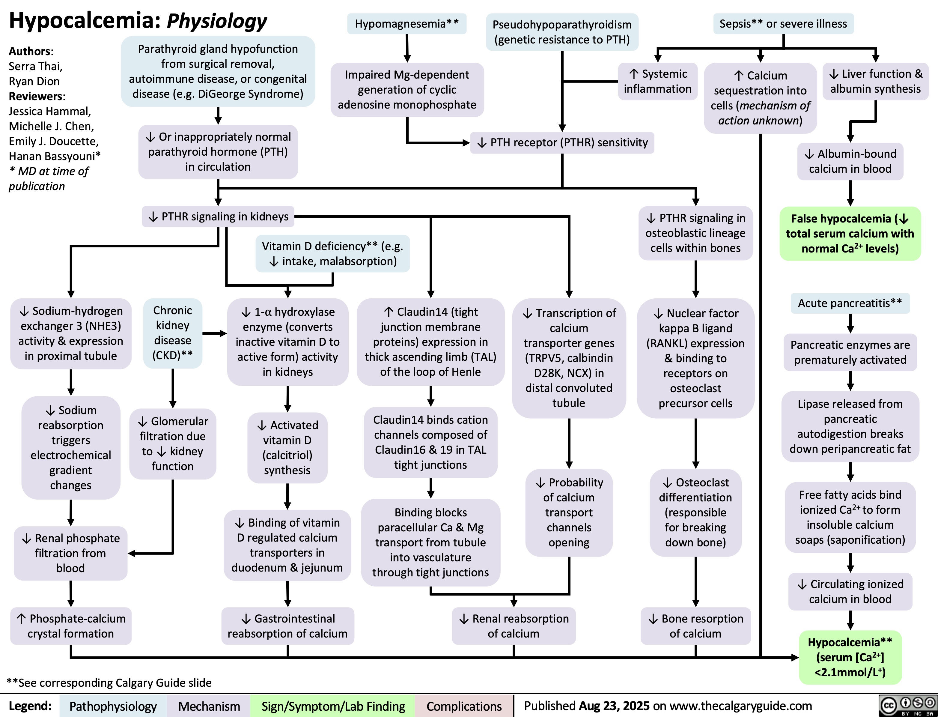 Hypocalcemia: Physiology
Hypomagnesemia**
Pseudohypoparathyroidism
(genetic resistance to PTH)
Sepsis** or severe illness
Authors:
Serra Thai,
Ryan Dion
Reviewers:
Jessica Hammal,
Michelle J. Chen,
Emily J. Doucette,
Hanan Bassyouni*
* MD at time of
publication
Parathyroid gland hypofunction
from surgical removal,
autoimmune disease, or congenital
disease (e.g. DiGeorge Syndrome)
Impaired Mg-dependent
generation of cyclic
adenosine monophosphate
↑ Systemic
inflammation
↑ Calcium
sequestration into
cells (mechanism of
action unknown)
↓ Liver function &
albumin synthesis
↓ Or inappropriately normal
parathyroid hormone (PTH)
in circulation
↓ PTH receptor (PTHR) sensitivity
↓ Albumin-bound
calcium in blood
↓ PTHR signaling in kidneys
↓ PTHR signaling in
osteoblastic lineage
Vitamin D deficiency** (e.g.
cells within bones
↓ intake, malabsorption)
False hypocalcemia (↓
total serum calcium with
normal Ca2+ levels)
Acute pancreatitis**
↓ Sodium-hydrogen
exchanger 3 (NHE3)
activity & expression
in proximal tubule
Chronic
kidney
disease
(CKD)**
↓ 1-⍺ hydroxylase
enzyme (converts
inactive vitamin D to
active form) activity
in kidneys
↑ Claudin14 (tight
junction membrane
proteins) expression in
thick ascending limb (TAL)
of the loop of Henle
↓ Transcription of
calcium
transporter genes
(TRPV5, calbindin
D28K, NCX) in
distal convoluted
tubule
↓ Nuclear factor
kappa B ligand
(RANKL) expression
& binding to
receptors on
osteoclast
precursor cells
Pancreatic enzymes are
prematurely activated
↓ Sodium
reabsorption
triggers
electrochemical
gradient
changes
↓ Glomerular
filtration due
to ↓ kidney
function
↓ Activated
vitamin D
(calcitriol)
synthesis
Claudin14 binds cation
channels composed of
Claudin16 & 19 in TAL
tight junctions
Lipase released from
pancreatic
autodigestion breaks
down peripancreatic fat
↓ Renal phosphate
filtration from
blood
↓ Binding of vitamin
D regulated calcium
transporters in
duodenum & jejunum
Binding blocks
paracellular Ca & Mg
transport from tubule
into vasculature
through tight junctions
↓ Probability
of calcium
transport
channels
opening
↓ Osteoclast
differentiation
(responsible
for breaking
down bone)
Free fatty acids bind
ionized Ca2+ to form
insoluble calcium
soaps (saponification)
↓ Circulating ionized
calcium in blood
↑ Phosphate-calcium
crystal formation
↓ Gastrointestinal
↓ Renal reabsorption
↓ Bone resorption
of calcium
of calcium
reabsorption of calcium Hypocalcemia**
(serum [Ca2+]
<2.1mmol/L+)
**See corresponding Calgary Guide slide
Legend: Pathophysiology Mechanism
Sign/Symptom/Lab Finding Complications
Published Aug 23, 2025 on www.thecalgaryguide.com
Hypocalcemia: Physiology
Authors:
Serra Thai
Ryan Dion
Reviewers:
Jessica Hammal
Michelle J. Chen
Emily J. Doucette
Hanan Bassyouni*
* MD at time of
publication
Parathyroid gland dysfunction
from surgical removal,
autoimmune disease, or
congenital disease (e.g. DiGeorge)
↓ Parathyroid hormone (PTH) in circulation
↓ PTHR signaling in kidneys
Chronic kidney
disease (CKD)
↓ Renal
blood flow
↓ Glomerular
filtration
↓ Sodium-hydrogen
exchanger 3 (NHE3)
activity & expression
in proximal tubule
↓ Sodium
reabsorption
Electrochemical
gradient changes
↓ Phosphate
excretion
↑ Phosphate-calcium
complex formation
**See corresponding Calgary Guide slide
Legend: Pathophysiology Mechanism
Hypomagnesemia**
Pseudohypoparathyroidism
(genetic resistance to PTH)
Sepsis** or severe illness
Impaired Mg-dependent
generation of cyclic
adenosine monophosphate
↑ Inflammation
↓ PTH receptor (PTHR) sensitivity
↑ Calcium
sequestration
into cells
(unknown
mechanism of
action)
↓ Liver
function
Vitamin D deficiency (e.g.
↓ intake, malabsorption)
↓ 1-⍺ hydroxylase
enzyme (converts
inactive vitamin D to
active form) activity in
kidneys
↑ Claudin14 (tight
junction membrane
protein) proteins
are expressed in
the thick ascending
loop of Henle
↓ Transcription of
calcium transporter
genes (TRPV5,
calbindin D28K,
NCX) in the distal
convoluted tubule
↓ Synthesis of activated
vitamin D (calcitriol)
Claudin14 binds to
cation channels
composed of
Claudin16 & 19 found
↓ Binding of vitamin D
in TAL tight junctions
regulated calcium
transporters (TRPV6,
calbindin9k, PMCa2B,
NCX2) in the duodenum
& jejunum
Binding blocks paracellular
Ca & Mg transport from
tubule into vasculature
through tight junctions
between cells
↓ Probability
of calcium
transport
channels
opening
↓ Gastrointestinal
reabsorption of Ca
↓ Renal reabsorption of calcium
↓ Synthesis
of albumin
↓ PTHR signaling in
osteoblastic lineage
cells in bones
↓ Nuclear factor kappa
B ligand (RANKL)
expression & binding to
receptors on osteoclast
precursor cells
↓ Osteoclast
differentiation
(responsible for
breaking down bone)
↓ Bone resorption
↓ Albumin-
bound calcium
with normal free
(biologically
active) Ca levels
False
hypocalcemia
Acute pancreatitis
↓ Lipase secretion
from pancreas
↑ Undigested fats in
small intestine
Free fatty acids
percipitate calcium
Hypocalcemia**
(serum [Ca2+]
<2.1mmol/L+)
Published MONTH, DAY, YEAR on www.thecalgaryguide.com
Sign/Symptom/Lab Finding Complications
Hypomagnesemia*
Impaired magnesium-
dependent generation
of cyclic adenosine
monophosphate
↓ PTH receptor (PTHR) sensitivity
Hypocalcemia: Physiology
Authors:
Serra Thai
Ryan Dion
Reviewers:
Jessica Hammal
Michelle J. Chen
* MD at time of publication
Parathyroid gland dysfunction
from surgical removal,
autoimmune disease, or
congenital disease (e.g. DiGeorge)
Pseudohypoparathyroidism
(genetic resistance to PTH)
Sepsis or severe illness
↓ Parathyroid hormone (PTH) in circulation
↓ PTHR signaling in kidneys
Vitamin D deficiency (e.g.
↓ intake, malabsorption)
↓ Sodium-hydrogen
exchanger 3 (NHE3)
activity & expression in
proximal tubule
↓ 1-⍺ hydroxylase
enzyme (converts
inactive vitamin D to its
active form) activity in
the kidneys
↑ Claudin14 (tight
junction membrane
protein) proteins
are expressed in
the thick ascending
loop of Henle
↓ Transcription of
calcium transporter
genes (TRPV5,
calbindin D28K,
NCX) in the distal
convoluted tubule
Chronic kidney
disease
↓ Sodium
reabsorption
↓ Synthesis of activated
vitamin D (calcitriol)
↓ Renal
blood flow
Electrochemical
gradient changes
Claudin14 binds to
cation channels
composed of
Claudin16 & 19 found
in TAL tight junctions
↓ Glomerular
filtration
↓ Phosphate
excretion
↓ Binding of vitamin D
regulated calcium
transporters (TRPV6,
calbindin9k, PMCa2B,
NCX2) in the duodenum
& jejunum
Binding blocks paracellular
Ca (and Mg) transport
from the tubule into
vasculature through tight
junctions between cells
↓ Probability
of calcium
transport
channels
opening
↑ Phosphate-calcium
complex formation
↓ Gastrointestinal
reabsorption of Ca
↓ Renal reabsorption of calcium
*See corresponding Calgary Guide slide: “Hypomagnesemia: Physiology”
** See corresponding Calgary Guide slide: “Hypoca;cemia: Clinical Findings”
Legend: ↑ Inflammation
↑ Ca
sequestration
into cells
(unknown
mechanism of
action)
↓ Liver
function
↓ Synthesis
of albumin
↓ PTHR signaling in
osteoblastic lineage
cells in bones
↓ Nuclear factor kappa
B ligand (RANKL)
expression and binding
to its receptors on
osteoclast precursor
cells
↓ Differentiation of
osteoclasts which are
responsible for
breaking down
(resorbing) bone
↓ Bone resorption
↓ Albumin-
bound calcium
with normal
free
(biologically
active) Ca
levels
False
hypocalcemia
Acute pancreatitis
↓ Lipase secretion
from pancreas
↑ Undigested fats in
small intestine
Free fatty acids
percipitate calcium
Hypocalcemia**
(serum [Ca2+]
<2.1mmol/L+)
Complications
Published MONTH, DAY, YEAR on www.thecalgaryguide.com
Pathophysiology Mechanism
Sign/Symptom/Lab Finding 
Hypocalcemia: Physiology
Authors:
Serra Thai
Reviewers:
Jessica Hammal
Michelle J. Chen
* MD at time of publication
Parathyroid gland dysfunction
from surgical removal,
autoimmune disease, or
congenital disease (e.g. DiGeorge)
Hypomagnesemia**
Pseudohypoparathyroidism
(genetic resistance to PTH)
Sepsis or severe illness
Impaired magnesium-
dependent generation
of cyclic adenosine
monophosphate
↑ Inflammation
↓ Parathyroid hormone (PTH) in circulation
↓ PTH receptor (PTHR) sensitivity
↑ Ca
sequestration
into cells
(unknown
mechanism of
action)
↓ Liver
function
↓ Synthesis
of albumin
↓ PTHR signaling in kidneys
Vitamin D deficiency (e.g.
↓ intake, malabsorption)
↓ Sodium-hydrogen
exchanger 3 (NHE3)
activity & expression in
proximal tubule
↓ 1-⍺ hydroxylase
enzyme (converts
inactive vitamin D to its
active form) activity in
the kidneys
↑ Claudin14 (tight
junction membrane
protein) proteins
are expressed in
the thick ascending
loop of Henle
↓ Transcription of
calcium transporter
genes (TRPV5,
calbindin D28K,
NCX) in the distal
convoluted tubule
Chronic kidney
disease
↓ Sodium
reabsorption
↓ Synthesis of activated
vitamin D (calcitriol)
↓ Renal
blood flow
Electrochemical
gradient changes
Claudin14 binds to
cation channels
composed of
Claudin16 & 19 found
in TAL tight junctions
↓ Glomerular
filtration
↓ Phosphate
excretion
↓ Binding of vitamin D
regulated calcium
transporters (TRPV6,
calbindin9k, PMCa2B,
NCX2) in the duodenum
& jejunum
Binding blocks paracellular
Ca (and Mg) transport
from the tubule into
vasculature through tight
junctions between cells
↓ Probability
of calcium
transport
channels
opening
↑ Phosphate-calcium
complex formation
↓ Gastrointestinal
reabsorption of Ca
↓ Renal reabsorption of calcium
↓ PTHR signaling in
osteoblastic lineage
cells in bones
↓ Nuclear factor kappa
B ligand (RANKL)
expression and binding
to its receptors on
osteoclast precursor
cells
↓ Differentiation of
osteoclasts which are
responsible for
breaking down
(resorbing) bone
↓ Bone resorption
↓ Albumin-
bound calcium
with normal
free Ca levels
due to
homeostatic
mechanisms
False
hypocalcemia
Acute pancreatitis
↓ Lipase secretion
from pancreas
↑ Undigested fats in
small intestine
Free fatty acids
percipitate calcium
Hypocalcemia**
(serum [Ca2+]
<2.1mmol/L+)
Published MONTH, DAY, YEAR on www.thecalgaryguide.com
**See corresponding Calgary Guide slide: “Hypomagnesemia: Physiology”
Legend: Pathophysiology Mechanism
Sign/Symptom/Lab Finding Complications
Hypocalcemia: Physiology
Hypomagnesemia**
Authors:
Serra Thai
Reviewers:
Jessica Hammal
* MD at time of publication
Parathyroid gland
dysfunction: removal,
autoimmune,
congenital (DiGeorge)
Vitamin D
deficiency:
↓intake,
malabsorption
Pseudohypoparathyroidism
Sepsis/severe illness
↓PTHR
activation in
kidneys
CKD
↓ Renal
blood flow
↓ Glomerular
filtration
↓ Sodium-
hydrogen
exchanger 3
(NHE3) activity &
expression in
proximal tubule
↓ Sodium
reabsorption
Electrochemical
gradient changes
↓ Phosphate
excretion
↑ Phosphate calcium
complex formation
**See corresponding Calgary Guide slide(s)
Legend: ↓ 1-alpha
hydroxylase
enzyme activity
↓ Synthesis of
activated vitamin
D (calcitriol)
↓ Binding of vitamin
D regulated calcium
transporters (TRPV6,
calbindin9k, PMCa2B,
NCX2) in the
duodenum & jejunum
↓ Gastrointestinal
reabsorption of
calcium
Pathophysiology Mechanism
Sign/Symptom/Lab Finding Impaired magnesium
dependent generation
of cyclic adenosine
monophosphate ↑ Inflammation
↓ Parathyroid
hormone (PTH)
↑ Claudin14 (tight
junction membrane
protein) activity in
the thick ascending
loop of Henle
↑ Binding of
claudin14 to
claudin16
Inhibition of claudin
16 & 19 from
forming cation
permeable pores in
the tight junctions
↑ Calcium
sequestration
↓ Liver
function
into cells
(mechanism
of action
↓ Synthesis
of albumin
↓ PTH receptor
remains
(PTHR) sensitivity ↓ Albumin-
unknown)
bound calcium
with normal
↓ PTHR
activation in
bones
free Ca levels
due to
homeostatic
mechanisms
↓ Transcription
of calcium
transporter
genes (TRPV5,
calbindin D28K,
NCX) in the distal
convoluted
tubule
↓ Probability
of calcium
transport
channels
opening
↓ Renal reabsorption
of calcium
↓ Osteoblast
stimulation
↓ Nuclear factor
kappa b ligand
(RANKL) secretion
↓ Nuclear factor
kappa b receptor
(RANK) binding on
osteoclast
precursors cells
↓Osteoclast
production
↓ Bone
resorption
False
Hypocalcemia
Acute pancreatitis
↓ Lipase secretion
from pancreas
↑ Undigested fats in
small intestine
Free fatty acids
percipitate calcium
Hypocalcemia**
(serum [Ca2
<2.1mmol/L+])
Published MONTH, DAY, YEAR on www.thecalgaryguide.com
Complications
Hypocalcemia: Physiology
Hypomagnesemia**
Authors:
Serra Thai
Pseudohypoparathyroidism
Reviewers:
Jessica Hammal
* MD at time of publication
Vitamin D
deficiency: ↓
intake,
malabsorption
↓ 1-alpha
hydroxylase
enzyme activity
↓ Synthesis of
activated vitamin
D (calcitriol)
↓ Binding of
vitamin D regulated
calcium transporters
(TRPV6, calbindin9k,
PMCa2B, NCX2) in
the duodenum &
jejunum
↓ Gastrointestinal
reabsorption of
calcium
Parathyroid gland
dysfunction: removal,
autoimmune,
congenital (DiGeorge)
CKD
↓ Renal
blood flow
↓ Glomerular
filtration
**See corresponding Calgary Guide slide(s)
Legend: Sepsis/severe illness
Impaired magnesium
dependent generation of cyclic
adenosine monophosphate ↑ Inflammation
↓ Signaling proteins
↓ Parathyroid
hormone (PTH)
↓ PTH receptor
(PTHR) sensitivity
↑ Calcium
sequestration
into cells
(mechanism
of action
remains
unknown)
Pathophysiology Mechanism
↓PTHR1 activation
in kidneys
↓ Activation of G-
coupled protein
signaling pathways
↑ Expression of
sodium-phosphate
co-transporters
(NaPiIIa & NaPIIc)
in proximal tubule
↓ Expression &
phosphorylation of
transient receptor
potential vanilloid
(TRPV5, calcium
transporter channel) in
distal convoluted tubule
↓ PTHR1 activation
in bones
↓ Osteoblast
↑ Claudin14 (tight
stimulation
junction membrane
protein) activity in
the thick ascending
loop of Henle
↓ Nuclear
factor kappa b
ligand (RANKL)
secretion
↑ Binding of
claudin14 to
claudin16
↓ Nuclear
factor kappa b
receptor
Inhibition of
(RANK) binding
on osteoclast
↓ Phosphate
excretion
Electrochemical
↓ Amount of
claudin 16 & 19
gradient
TRPV5 & ↓
from forming
precursors cells
changes
probability of
cation-permeable
channels
pores in the tight
↑ Phosphate
opening
junctions
calcium
↓Osteoclast
production
complex
formation
↓ Paracellular
transport of
calcium ↓ Renal reabsorption
of calcium
↓ Bone
resorption
Published MONTH, DAY, YEAR on www.thecalgaryguide.com
↓ Liver
function
↓ Synthesis
of albumin
↓ Albumin-
bound calcium
with normal
free calcium
levels due to
homeostatic
mechanisms
False
Hypocalcemia
Acute
pancreatitis
↓ Lipase
secretion
from pancreas
↑ Undigested
fats in small
intestine
Free fatty acids
percipitate
calcium
Hypocalcemia**
(serum [Ca2
<2.1mmol/L+])
Sign/Symptom/Lab Finding Complications
Hypocalcemia: Physiology
Parathyroid gland
dysfunction: removal,
autoimmune,
congenital (DiGeorge)
Hypomagnesemia**
Impaired magnesium
dependent generation
of cyclic adenosine
monophosphate
↓ Parathyroid
hormone (PTH)
↓ PTH
sensitivity
Vitamin D
deficiency:
↓intake,
malabsorption
↓ Enzyme 1-alpha
hydroxylase activity
↓ Synthesis of
activated vitamin
D (calcitriol)
↓ Binding of
vitamin D
regulated calcium
transporters in
the duodenum &
jejunum
↓ Gastrointestinal
reabsorption of
calcium
Legend: ↓PTH receptor
activation in
kidneys
↑ Claudin14
activity in the
thick ascending
loop of Henle
Inhibition of
claudin 16 & 19
from forming
cation permeable
pores in the tight
junctions
↓ Transcription
of calcium
transporter
genes in the
distal
convoluted
tubule
↓ Probability
of calcium
transport
channels
opening
↓ Renal reabsorption
of calcium
↓ Sodium-hydrogen
exchanger 3 (NHE3)
activity & expression in
proximal tubule
↓ Sodium
reabsorption
Electrochemical
gradient changes
↓ Phosphate excretion
↑ Phosphate calcium
complex formation
Pathophysiology Mechanism
Sign/Symptom/Lab Finding Complications
↑ Inflammation
Authors:
Serra Thai
Reviewers:
Jessica Hammal
* MD at time of publication
Sepsis/severe illness
↑ Calcium
sequestration
into cells
↓ Liver
synthesis of
albumin
↓ Albumin-
calcium
binding
False
Hypocalcemia
Acute pancreatitis
↓ Lipase
secretion from
pancreas
↑ Levels of
undigested
fats in small
intestine
Free fatty
acids
percipitate
calcium
↓ PTH receptor
activation in
bones
↓ Osteoblast
stimulation
↓ RANKL
ligand
secretion
↓ RAANK
receptor
binding
↓Osteoclast
production
↓ Bone
resorption
Hypocalcemia
(serum [Ca2+]
<2.1mmol/L)
Published MONTH, DAY, YEAR on www.thecalgaryguide.com
Hypocalcemia: Physiology
Vitamin D
deficiency:
↓intake,
malabsorption
Parathyroid gland
dysfunction: removal,
autoimmune,
congenital (DiGeorge)
Hypomagnesemia**
Impaired magnesium
dependent generation
of cyclic adenosine
monophosphate
↓ Parathyroid
hormone (PTH)
↓ PTH
sensitivity
↓ Enzyme 1-alpha
hydroxylase activity
↓ Synthesis of
activated vitamin
D (calcitriol)
↓ Binding of
vitamin D
regulated calcium
transporters in
the duodenum &
jejunum
↓ Gastrointestinal
reabsorption of calcium
Legend: ↓PTH receptor
activation in
kidneys
↑ Claudin14
activity in the
thick ascending
loop of Henle
Inhibition of
claudin 16 & 19
from forming
cation permeable
pores in the tight
junctions
↓ Transcription
of calcium
transporter
genes in the
distal
convoluted
tubule
↓ Probability
of calcium
transport
channels
opening
↓ Renal reabsorption
of calcium
↓ Sodium-hydrogen
exchanger 3 (NHE3)
activity & expression in
proximal tubule
↓ Sodium
reabsorption
Electrochemical
gradient changes
↓ Phosphate excretion
↑ Phosphate calcium
complex formation
Pathophysiology Mechanism
Sign/Symptom/Lab Finding Complications
↑ Inflammation
Sepsis/severe illness
↑ Calcium
sequestration
into cells
↓ Liver
synthesis of
albumin
↓ Albumin-
calcium
binding
False
Hypocalcemia
Acute pancreatitis
↓ Lipase
secretion from
pancreas
↑ Levels of
undigested
fats in small
intestine
Free fatty
acids
percipitate
calcium
↓ PTH receptor
activation in
bones
↓ Osteoblast
stimulation
↓ RANKL
ligand
secretion
↓ RAANK
receptor
binding
↓Osteoclast
production
↓ Bone
resorption
Hypocalcemia
(serum [Ca2+] <2.1mmol/L)
Authors:
Name Name
Name Name*
Reviewers:
Name Name
Name Name*
* MD at time of publication
Published MONTH, DAY, YEAR on www.thecalgaryguide.com
Hypocalcemia: Physiology
Chronic kidney
disease
↓ Renal
blood flow
↓ Glomerular
filtration
Parathyroid gland
dysfunction: removal,
autoimmune,
congenital (DiGeorge)
Vitamin D deficiency:
↓intake, malabsorption
Sepsis/severe illness
↓ NHE3 activity and
expression in
proximal tubule
↓PTH receptor
activation in
kidneys
↑ Claudin14
activity in the
thick ascending
loop of Henle
↓ Parathyroid
hormone (PTH)
↓ Transcription of
calcium transporter
genes (TRPV5, calbindin
D28K, NCX) in the distal
convoluted tubule
↓ Enzyme 1-alpha
hydroxylase activity
↓ PTH receptor
activation in
bones
↓ osteoblast
stimulation
↓ RANKL ligand
secretion
↑ Inflammation ↓ PTH sensitivity
↓ Glomerular
filtration
↓ Liver
synthesis of
serum albumin
False
Hypocalcemia
↑ Calcium
sequestration
into cells**
↓ Lipase secretion
from pancreas
Acute pancreatitis
Legend: Pathophysiology Mechanism
Sign/Symptom/Lab Finding ↓ Albumin-
bound calcium
Current mechanism
is unknown
↑ levels of undigested
fats in small intestine
Complications
Hypomagnesemia Multiple blood
transfusions
↓ Sodium
reabsorption
Electrochemical
gradient changes
↓ Phosphate
excretion
↑ Phosphate
calcium complex
formation
Inhibits claudin16 and 19
from forming cation
permeable pores in the
tight junctions
↓Probability of
calcium transport
channels opening
↓ Synthesis of activated
vitamin D (calcitriol)
↓ RAANK
receptor
binding
↓ Calcium
reabsorption
↓ Binding of vitamin D
regulated calcium
transporters (TRPV6,
calbindin9K, PMCa2B,
NCX2) in the duodenum
and jejunum
↓osteoclast
production
↓ Bone
resorption
↓ Serum calcium
Hypocalcemia
<2.1 mmol/L
↑ Precipitation of calcium
by free fatty acids
Authors:
Name Name
Name Name*
Reviewers:
Name Name
Name Name*
* MD at time of publication
Published MONTH, DAY, YEAR on www.thecalgaryguide.com
https://journals.physiology.org/doi/full/10.1152/physrev.00003.2004?rfr_dat=cr_pub++0pubmed&url_ver=Z39.88-
2003&rfr_id=ori%3Arid%3Acrossref.org – Calcium Absoprtion across Epithelia
https://academic.oup.com/endo/article-abstract/137/1/13/2498579 - PTH and Calcium Signaling Pathways
https://www.pnas.org/doi/10.1073/pnas.1616733114 - Information on Claudin 14
https://onlinelibrary-wiley-com.ezproxy.lib.ucalgary.ca/doi/full/10.1111/apha.13959 - effects of PTH on renal calcium and
phosphate handling
https://www.ncbi.nlm.nih.gov/books/NBK430912/ - Hypocalcemia overview + causes + pathophys
https://www.orthobullets.com/basic-science/9010/bone-signaling-and-rankl - information about bone signaling
https://www.sciencedirect.com/science/article/abs/pii/S0889852921000682?via%3Dihub – Calcium homeostasis article
https://pubmed.ncbi.nlm.nih.gov/3012979/#:~:text=Abstract,intestine%2C%20require%20the%20parathyroid%20hormone.
vitamin D metabolism and function
–
https://pmc.ncbi.nlm.nih.gov/articles/PMC2669834/#:~:text=Calcium%20is%20actively%20absorbed%20from,for%20proper
%20mineralization%20of%20bone.
– more vitamin D metabolism and specific receptors
https://jidc.org/index.php/journal/article/view/32903236/2331 - sepsis + hypocalcemia