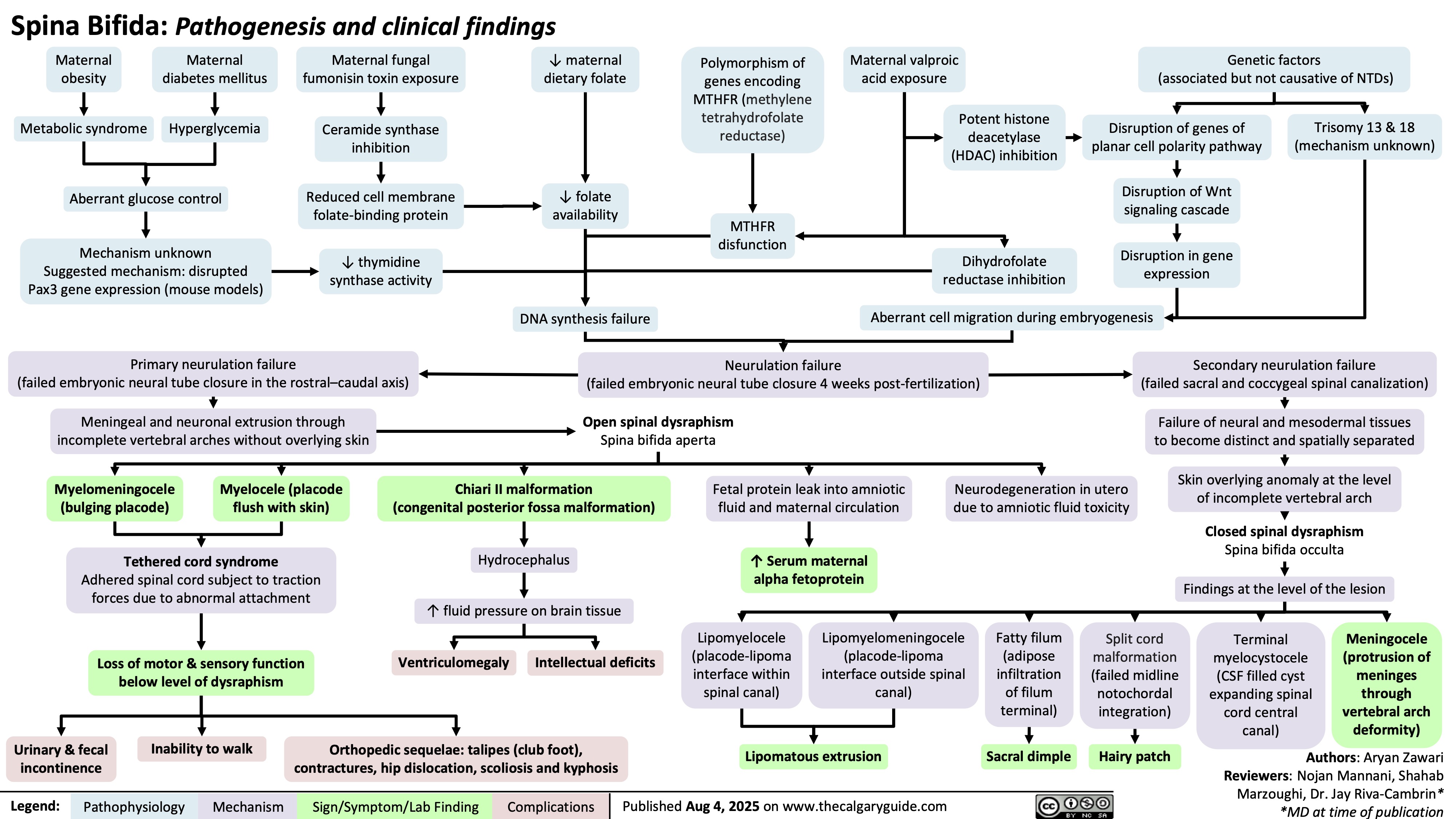 ↓ maternal
dietary folate
Spina Bifida: Pathogenesis and clinical findings
Maternal
obesity
Maternal
diabetes mellitus
Maternal fungal
fumonisin toxin exposure
Metabolic syndrome
Hyperglycemia
Ceramide synthase
inhibition
Polymorphism of
genes encoding
MTHFR (methylene
tetrahydrofolate
reductase)
Maternal valproic
acid exposure
Genetic factors
(associated but not causative of NTDs)
Potent histone
deacetylase
(HDAC) inhibition
Disruption of genes of
planar cell polarity pathway
Trisomy 13 & 18
(mechanism unknown)
Aberrant glucose control
Reduced cell membrane
folate-binding protein
↓ folate
availability
Disruption of Wnt
signaling cascade
MTHFR
disfunction
Mechanism unknown
Suggested mechanism: disrupted
Pax3 gene expression (mouse models)
↓ thymidine
synthase activity
Dihydrofolate
reductase inhibition
Disruption in gene
expression
DNA synthesis failure
Aberrant cell migration during embryogenesis
Primary neurulation failure
(failed embryonic neural tube closure in the rostral–caudal axis)
Neurulation failure
(failed embryonic neural tube closure 4 weeks post-fertilization)
Secondary neurulation failure
(failed sacral and coccygeal spinal canalization)
Meningeal and neuronal extrusion through
incomplete vertebral arches without overlying skin
Open spinal dysraphism
Spina bifida aperta
Failure of neural and mesodermal tissues
to become distinct and spatially separated
Myelomeningocele
(bulging placode)
Myelocele (placode
flush with skin)
Chiari II malformation
(congenital posterior fossa malformation)
Fetal protein leak into amniotic
fluid and maternal circulation
Neurodegeneration in utero
due to amniotic fluid toxicity
Skin overlying anomaly at the level
of incomplete vertebral arch
Closed spinal dysraphism
Spina bifida occulta
Tethered cord syndrome
Adhered spinal cord subject to traction
forces due to abnormal attachment Hydrocephalus
↑ Serum maternal
alpha fetoprotein
Findings at the level of the lesion
↑ fluid pressure on brain tissue
Loss of motor & sensory function
below level of dysraphism
Ventriculomegaly
Intellectual deficits
Lipomyelocele
(placode-lipoma
interface within
spinal canal)
Lipomyelomeningocele
(placode-lipoma
interface outside spinal
canal)
Fatty filum
(adipose
infiltration
of filum
terminal)
Split cord
malformation
(failed midline
notochordal
integration)
Terminal
myelocystocele
(CSF filled cyst
expanding spinal
cord central
canal)
Meningocele
(protrusion of
meninges
through
vertebral arch
deformity)
Urinary & fecal
Inability to walk
incontinence
Orthopedic sequelae: talipes (club foot),
contractures, hip dislocation, scoliosis and kyphosis
Lipomatous extrusion
Sacral dimple
Hairy patch
Legend: Pathophysiology Mechanism
Sign/Symptom/Lab Finding Complications
Published Aug 4, 2025 on www.thecalgaryguide.com
Authors: Aryan Zawari
Reviewers: Nojan Mannani, Shahab
Marzoughi, Dr. Jay Riva-Cambrin*
*MD at time of publication