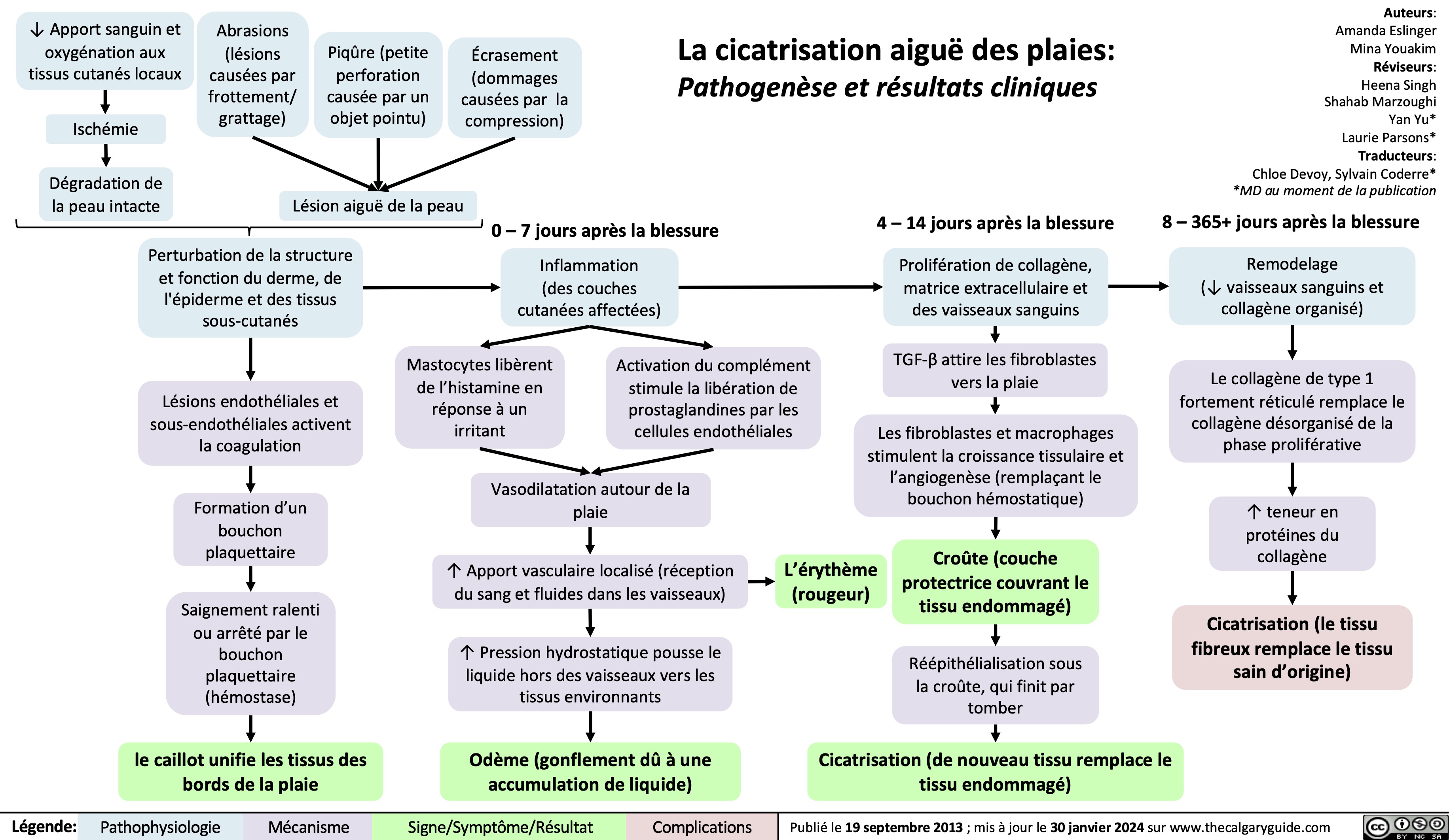 La cicatrisation aiguë des plaies:
Pathogenèse et résultats cliniques