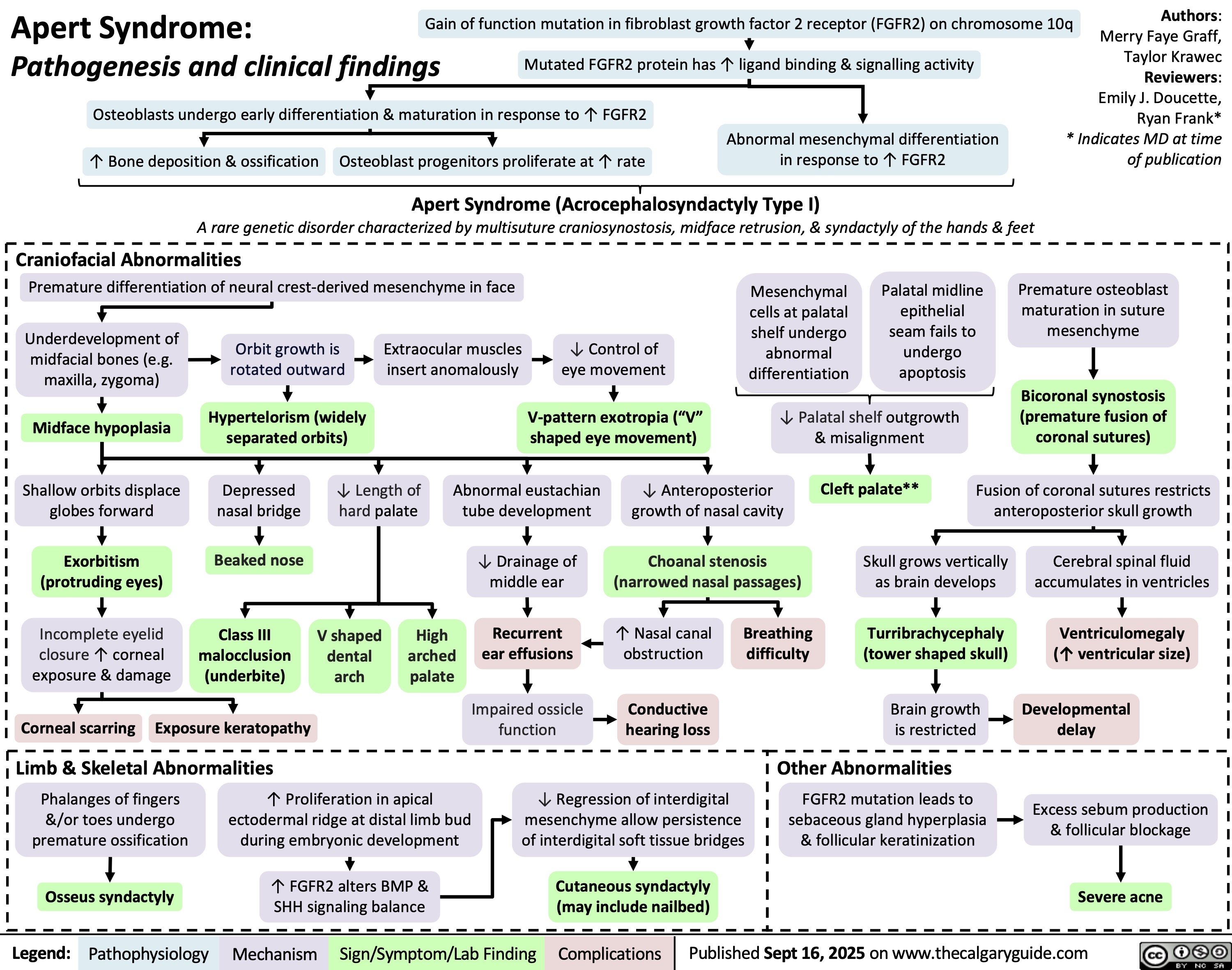Apert Syndrome:
Pathogenesis and clinical findings
Gain of function mutation in fibroblast growth factor 2 receptor (FGFR2) on chromosome 10q
Mutated FGFR2 protein has ↑ ligand binding & signalling activity
Osteoblasts undergo early differentiation & maturation in response to ↑ FGFR2
↑ Bone deposition & ossification
Osteoblast progenitors proliferate at ↑ rate
Abnormal mesenchymal differentiation
in response to ↑ FGFR2
Authors:
Merry Faye Graff,
Taylor Krawec
Reviewers:
Emily J. Doucette,
Ryan Frank*
* Indicates MD at time
of publication
Apert Syndrome (Acrocephalosyndactyly Type I)
A rare genetic disorder characterized by multisuture craniosynostosis, midface retrusion, & syndactyly of the hands & feet
Craniofacial Abnormalities
Premature differentiation of neural crest-derived mesenchyme in face
Underdevelopment of
midfacial bones (e.g.
maxilla, zygoma)
Orbit growth is
rotated outward
Extraocular muscles
insert anomalously
↓ Control of
eye movement
Mesenchymal
cells at palatal
shelf undergo
abnormal
differentiation
Palatal midline
epithelial
seam fails to
undergo
apoptosis
Premature osteoblast
maturation in suture
mesenchyme
Midface hypoplasia
Hypertelorism (widely
separated orbits)
V-pattern exotropia (“V”
shaped eye movement)
↓ Palatal shelf outgrowth
& misalignment
Bicoronal synostosis
(premature fusion of
coronal sutures)
Shallow orbits displace
globes forward
Depressed
nasal bridge
↓ Length of
hard palate
Abnormal eustachian
tube development
↓ Anteroposterior
growth of nasal cavity
Cleft palate**
Fusion of coronal sutures restricts
anteroposterior skull growth
Exorbitism
(protruding eyes)
Beaked nose
↓ Drainage of
middle ear
Choanal stenosis
(narrowed nasal passages)
Skull grows vertically
as brain develops
Cerebral spinal fluid
accumulates in ventricles
Incomplete eyelid
closure ↑ corneal
exposure & damage
Class III
malocclusion
(underbite)
V shaped
dental
arch
High
arched
palate
Recurrent
ear effusions
↑ Nasal canal
obstruction
Breathing
difficulty
Turribrachycephaly
(tower shaped skull)
Ventriculomegaly
(↑ ventricular size)
Corneal scarring
Exposure keratopathy
Impaired ossicle
function
Conductive
hearing loss
Brain growth
is restricted
Developmental
delay
Limb & Skeletal Abnormalities
Phalanges of fingers
&/or toes undergo
premature ossification
↑ Proliferation in apical
ectodermal ridge at distal limb bud
during embryonic development
↓ Regression of interdigital
mesenchyme allow persistence
of interdigital soft tissue bridges
Other Abnormalities
FGFR2 mutation leads to
sebaceous gland hyperplasia
& follicular keratinization
Excess sebum production
& follicular blockage
Osseus syndactyly
Legend: ↑ FGFR2 alters BMP &
SHH signaling balance
Pathophysiology Mechanism
Sign/Symptom/Lab Finding Cutaneous syndactyly
(may include nailbed)
Severe acne
Published Sept 16, 2025 on www.thecalgaryguide.com
Complications