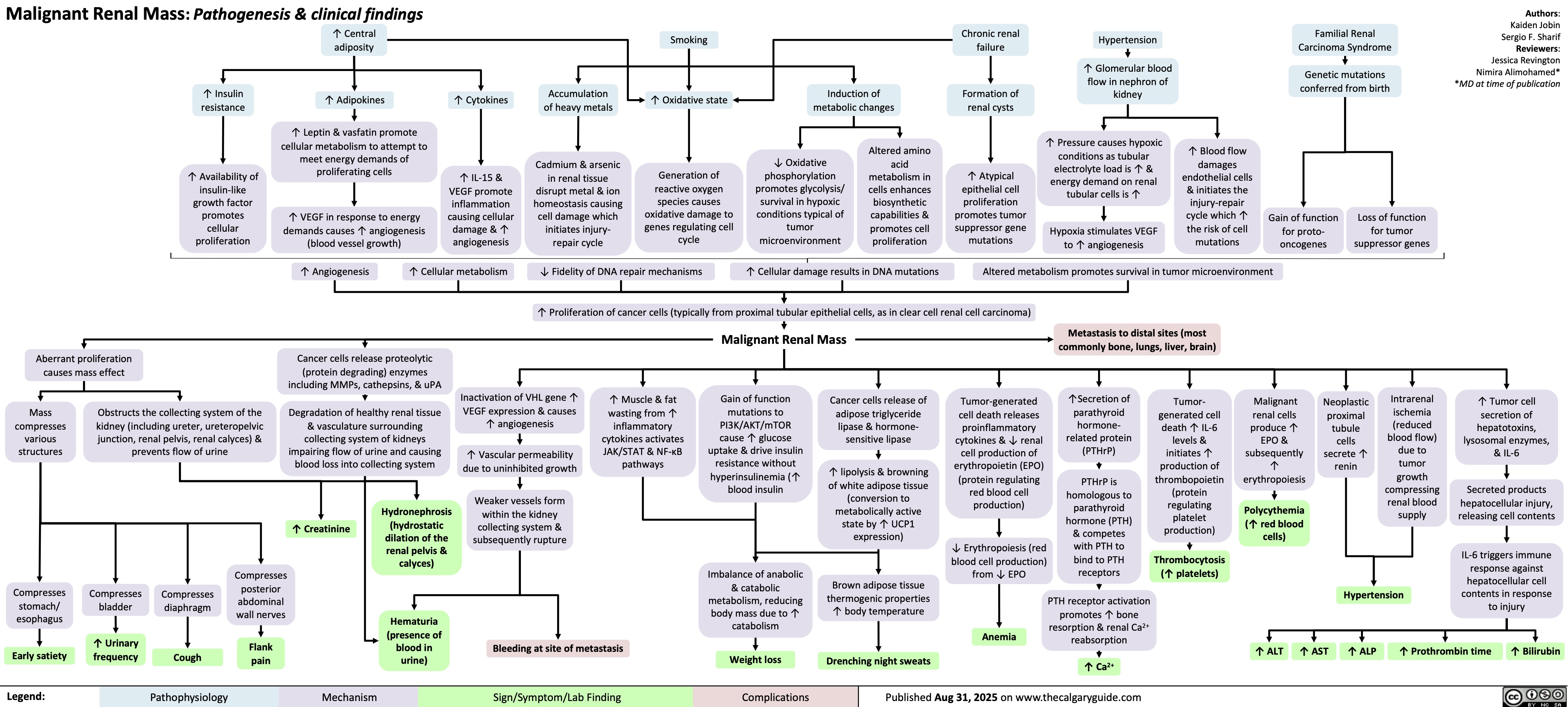 Malignant Renal Mass: Pathogenesis & clinical findings
↑ Central
Chronic renal
adiposity Smoking Hypertension
failure
↑ Glomerular blood
flow in nephron of
↑ Insulin
Accumulation
Induction of
Formation of
kidney
↑ Adipokines
↑ Cytokines
↑ Oxidative state
resistance
of heavy metals
metabolic changes
renal cysts
↑ Availability of
insulin-like
growth factor
promotes
cellular
proliferation
Aberrant proliferation
causes mass effect
Mass
compresses
various
structures
Obstructs the collecting system of the
kidney (including ureter, ureteropelvic
junction, renal pelvis, renal calyces) &
prevents flow of urine
↑ Leptin & vasfatin promote
cellular metabolism to attempt to
meet energy demands of
proliferating cells ↑ IL-15 &
VEGF promote
inflammation
↑ VEGF in response to energy
demands causes ↑ angiogenesis
(blood vessel growth)
causing cellular
damage & ↑
angiogenesis
Cadmium & arsenic
in renal tissue
disrupt metal & ion
homeostasis causing
cell damage which
initiates injury-
repair cycle
Generation of
reactive oxygen
species causes
oxidative damage to
genes regulating cell
cycle
↓ Oxidative
phosphorylation
promotes glycolysis/
survival in hypoxic
conditions typical of
tumor
microenvironment
Altered amino
acid
metabolism in
cells enhances
biosynthetic
capabilities &
promotes cell
proliferation
↑ Pressure causes hypoxic
conditions as tubular
electrolyte load is ↑ &
↑ Atypical
energy demand on renal
epithelial cell
tubular cells is ↑
proliferation
promotes tumor
suppressor gene
mutations
Hypoxia stimulates VEGF
to ↑ angiogenesis
↑ Blood flow
damages
endothelial cells
& initiates the
injury-repair
cycle which ↑
the risk of cell
mutations
↑ Angiogenesis ↑ Cellular metabolism ↓ Fidelity of DNA repair mechanisms
↑ Cellular damage results in DNA mutations Altered metabolism promotes survival in tumor microenvironment
↑ Proliferation of cancer cells (typically from proximal tubular epithelial cells, as in clear cell renal cell carcinoma)
Malignant Renal Mass
Metastasis to distal sites (most
commonly bone, lungs, liver, brain)
Cancer cells release proteolytic
(protein degrading) enzymes
including MMPs, cathepsins, & uPA
Degradation of healthy renal tissue
& vasculature surrounding
collecting system of kidneys
impairing flow of urine and causing
blood loss into collecting system
Inactivation of VHL gene ↑
VEGF expression & causes
↑ angiogenesis
↑ Vascular permeability
due to uninhibited growth
↑ Muscle & fat
wasting from ↑
inflammatory
cytokines activates
JAK/STAT & NF-κB
pathways
Gain of function
mutations to
PI3K/AKT/mTOR
cause ↑ glucose
uptake & drive insulin
resistance without
hyperinsulinemia (↑
blood insulin
Cancer cells release of
adipose triglyceride
lipase & hormone-
sensitive lipase
Tumor-generated
↑Secretion of
Tumor-
cell death releases
parathyroid
generated cell
proinflammatory
hormone-
death ↑ IL-6
cytokines & ↓ renal
related protein
levels &
cell production of
(PTHrP)
initiates ↑
erythropoietin (EPO)
production of
↑ lipolysis & browning
(protein regulating
PTHrP is
thrombopoietin
of white adipose tissue
red blood cell
Weaker vessels form
(conversion to
homologous to
(protein
production)
Hydronephrosis
within the kidney
metabolically active
parathyroid
regulating
↑ Creatinine
(hydrostatic
collecting system &
state by ↑ UCP1
hormone (PTH)
platelet
dilation of the
subsequently rupture
expression)
& competes
production)
renal pelvis &
↓ Erythropoiesis (red
with PTH to
calyces)
blood cell production)
bind to PTH
from ↓ EPO
receptors
Thrombocytosis
(↑ platelets)
Compresses
posterior
abdominal
wall nerves
Imbalance of anabolic
& catabolic
metabolism, reducing
body mass due to ↑
catabolism
Brown adipose tissue
thermogenic properties
↑ body temperature
Flank
pain
Hematuria
(presence of
blood in
urine)
Anemia
Bleeding at site of metastasis
Weight loss Drenching night sweats
PTH receptor activation
promotes ↑ bone
resorption & renal Ca2+
reabsorption
↑ Ca2+
Published Aug 31, 2025 on www.thecalgaryguide.com
Familial Renal
Carcinoma Syndrome
Genetic mutations
conferred from birth
Authors:
Kaiden Jobin
Sergio F. Sharif
Reviewers:
Jessica Revington
Nimira Alimohamed*
*MD at time of publication
Gain of function
for proto-
oncogenes
Loss of function
for tumor
suppressor genes
Compresses
stomach/
esophagus
Compresses
bladder
Compresses
diaphragm
↑ Urinary
Early satiety Cough
frequency
Legend: Malignant
renal cells
produce ↑
EPO &
subsequently
↑
erythropoiesis
Polycythemia
(↑ red blood
cells)
Neoplastic
proximal
tubule
cells
secrete ↑
renin
Intrarenal
ischemia
(reduced
blood flow)
due to
tumor
growth
compressing
renal blood
supply
Hypertension
↑ Tumor cell
secretion of
hepatotoxins,
lysosomal enzymes,
& IL-6
Secreted products
hepatocellular injury,
releasing cell contents
IL-6 triggers immune
response against
hepatocellular cell
contents in response
to injury
↑ ALT ↑ AST ↑ ALP ↑ Prothrombin time ↑ Bilirubin
Pathophysiology Mechanism
Sign/Symptom/Lab Finding Complications