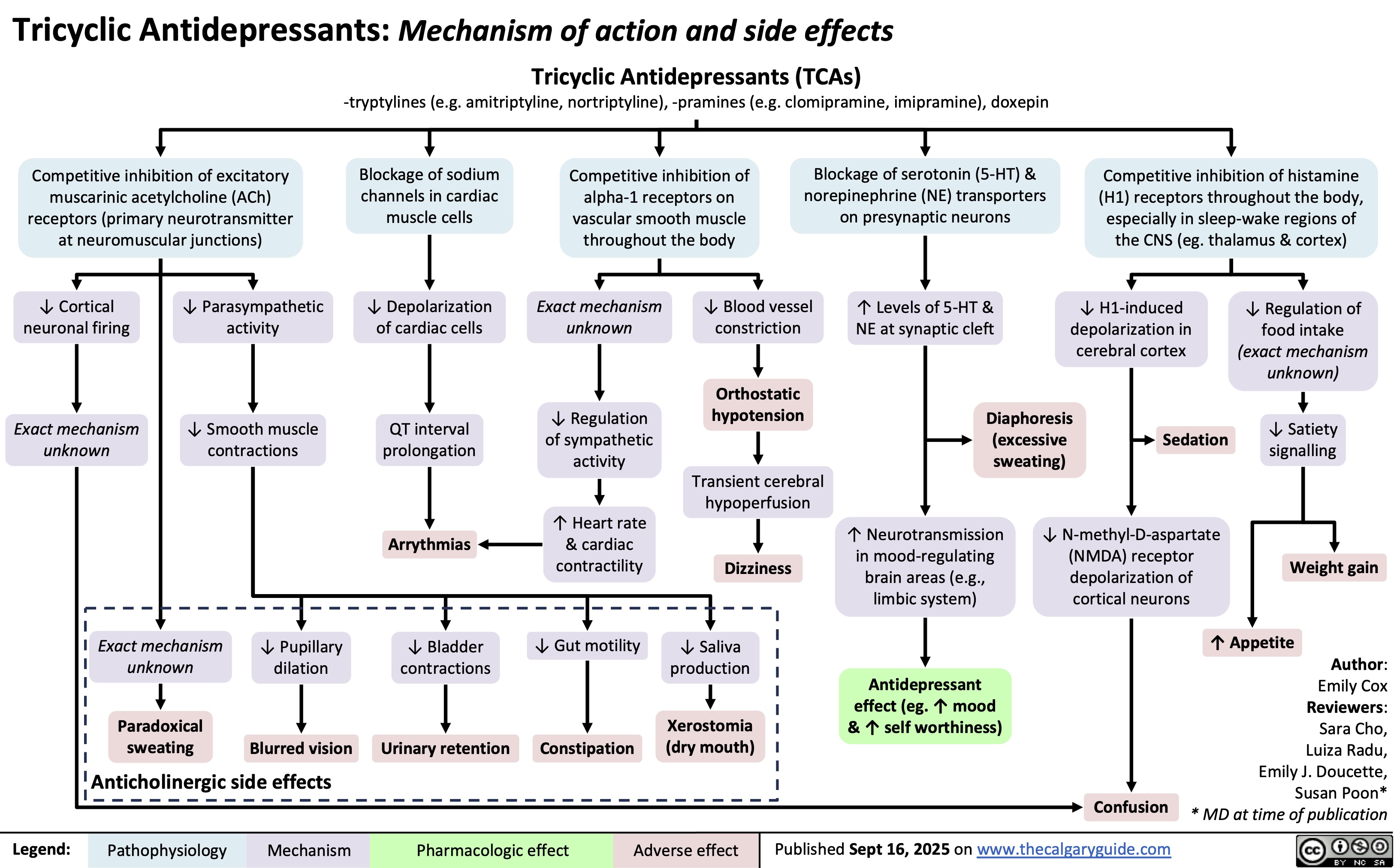 Tricyclic Antidepressants: Mechanism of action and side effects
Tricyclic Antidepressants (TCAs)
-tryptylines (e.g. amitriptyline, nortriptyline), -pramines (e.g. clomipramine, imipramine), doxepin
Competitive inhibition of excitatory
muscarinic acetylcholine (ACh)
receptors (primary neurotransmitter
at neuromuscular junctions)
Blockage of sodium
channels in cardiac
muscle cells
↓ Cortical
neuronal firing
↓ Parasympathetic
activity
↓ Depolarization
of cardiac cells
Exact mechanism
unknown
↓ Smooth muscle
contractions
QT interval
prolongation
Arrythmias
↓ Bladder
contractions
Urinary retention
Competitive inhibition of
alpha-1 receptors on
vascular smooth muscle
throughout the body
Blockage of serotonin (5-HT) &
norepinephrine (NE) transporters
on presynaptic neurons
Competitive inhibition of histamine
(H1) receptors throughout the body,
especially in sleep-wake regions of
the CNS (eg. thalamus & cortex)
Exact mechanism
unknown
↓ Blood vessel
constriction
Orthostatic
hypotension
↓ Regulation
of sympathetic
activity
Transient cerebral
hypoperfusion
↑ Heart rate
& cardiac
contractility
Dizziness
↓ Gut motility
↓ Saliva
production
Constipation
Xerostomia
(dry mouth)
↑ Levels of 5-HT &
NE at synaptic cleft
↓ H1-induced
depolarization in
cerebral cortex
↓ Regulation of
food intake
(exact mechanism
unknown)
Diaphoresis
(excessive
sweating)
Sedation ↓ Satiety
signalling
↑ Neurotransmission
in mood-regulating
brain areas (e.g.,
limbic system)
↓ N-methyl-D-aspartate
(NMDA) receptor
depolarization of
cortical neurons
Weight gain
↑ Appetite
Antidepressant
effect (eg. ↑ mood
& ↑ self worthiness)
Author:
Emily Cox
Reviewers:
Sara Cho,
Luiza Radu,
Emily J. Doucette,
Susan Poon*
Confusion
* MD at time of publication
Published Sept 16, 2025 on www.thecalgaryguide.com
Legend: Exact mechanism
unknown
↓ Pupillary
dilation
Paradoxical
sweating
Blurred vision
Anticholinergic side effects
Pathophysiology Mechanism
Pharmacologic effect Adverse effect