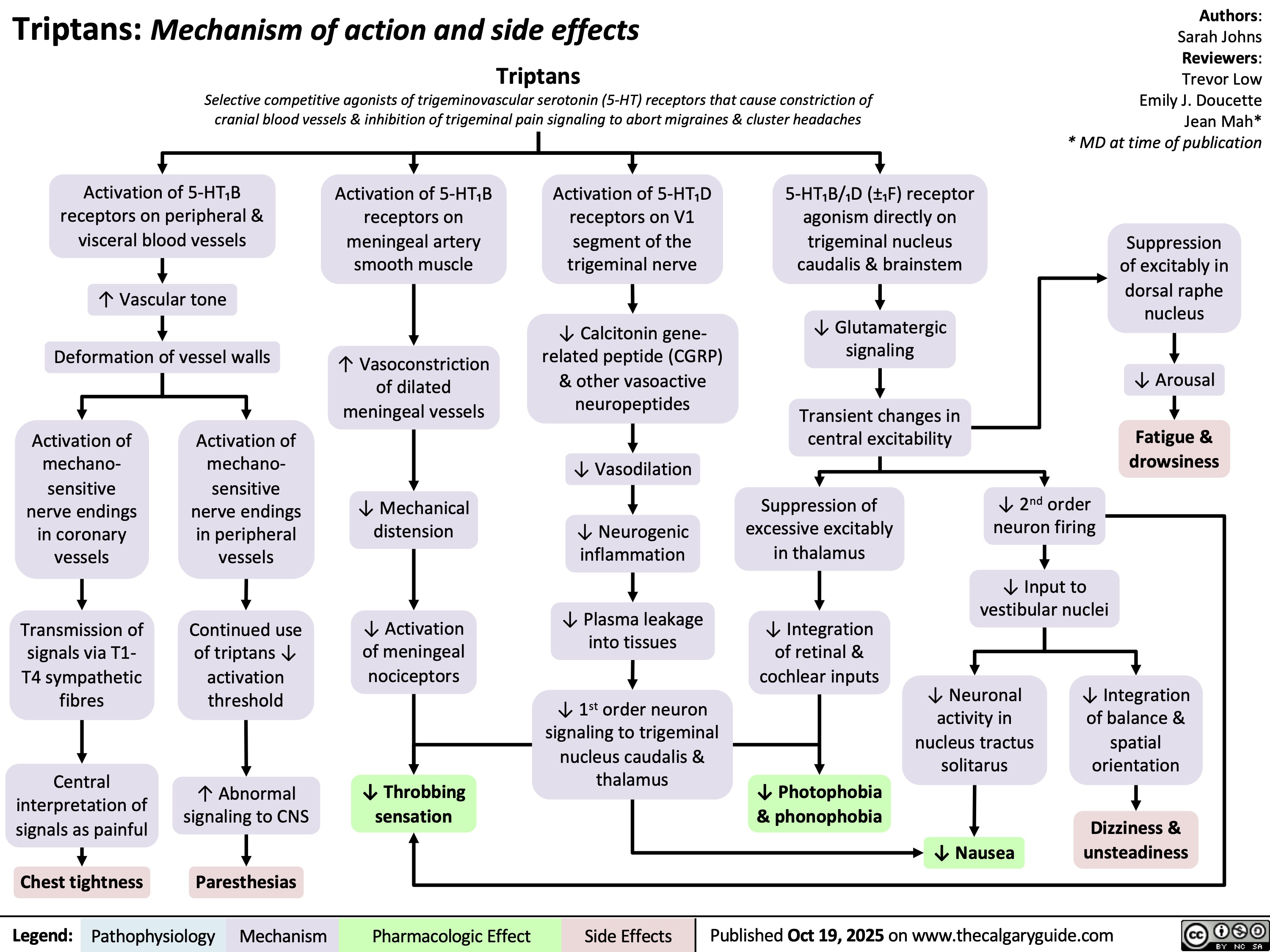 Triptans: Mechanism of action and side effects
Triptans
Selective competitive agonists of trigeminovascular serotonin (5-HT) receptors that cause constriction of
cranial blood vessels & inhibition of trigeminal pain signaling to abort migraines & cluster headaches
Activation of 5-HT₁B
receptors on peripheral &
visceral blood vessels
↑ Vascular tone
Deformation of vessel walls
Activation of
mechano-
sensitive
nerve endings
in coronary
vessels
Activation of
mechano-
sensitive
nerve endings
in peripheral
vessels
Transmission of
signals via T1-
T4 sympathetic
fibres
Continued use
of triptans ↓
activation
threshold
Central
interpretation of
signals as painful
↑ Abnormal
signaling to CNS
Chest tightness
Paresthesias
Legend: Activation of 5-HT₁B
receptors on
meningeal artery
smooth muscle
↑ Vasoconstriction
of dilated
meningeal vessels
↓ Mechanical
distension
↓ Activation
of meningeal
nociceptors
↓ Throbbing
sensation
Activation of 5-HT₁D
receptors on V1
segment of the
trigeminal nerve
↓ Calcitonin gene-
related peptide (CGRP)
& other vasoactive
neuropeptides
↓ Vasodilation
↓ Neurogenic
inflammation
↓ Plasma leakage
into tissues
↓ 1st order neuron
signaling to trigeminal
nucleus caudalis &
thalamus
5-HT₁B/₁D (±₁F) receptor
agonism directly on
trigeminal nucleus
caudalis & brainstem
↓ Glutamatergic
signaling
Transient changes in
central excitability
Suppression of
excessive excitably
in thalamus
↓ Integration
of retinal &
cochlear inputs
↓ Photophobia
& phonophobia
Authors:
Sarah Johns
Reviewers:
Trevor Low
Emily J. Doucette
Jean Mah*
* MD at time of publication
Suppression
of excitably in
dorsal raphe
nucleus
↓ Arousal
Fatigue &
drowsiness
Pathophysiology Mechanism
Pharmacologic Effect Side Effects
↓ 2nd order
neuron firing
↓ Input to
vestibular nuclei
↓ Neuronal
activity in
nucleus tractus
solitarus
↓ Nausea
Published Oct 19, 2025 on www.thecalgaryguide.com
↓ Integration
of balance &
spatial
orientation
Dizziness &
unsteadiness