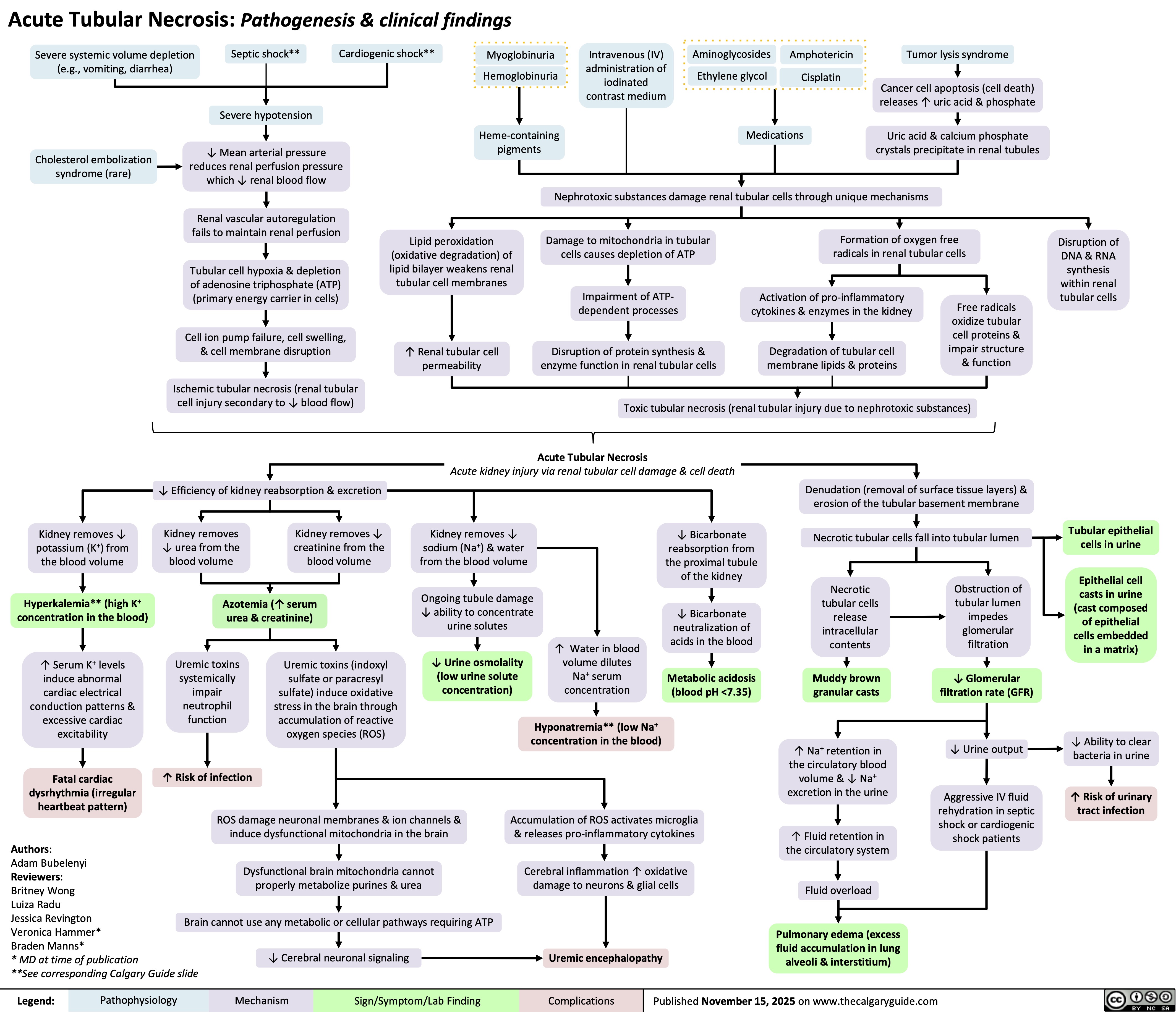 Acute Tubular Necrosis: Pathogenesis & clinical findings
Severe systemic volume depletion
(e.g., vomiting, diarrhea)
Septic shock** Cardiogenic shock**
Cholesterol embolization
syndrome (rare)
Severe hypotension
↓ Mean arterial pressure
reduces renal perfusion pressure
which ↓ renal blood flow
Renal vascular autoregulation
fails to maintain renal perfusion
Tubular cell hypoxia & depletion
of adenosine triphosphate (ATP)
(primary energy carrier in cells)
Cell ion pump failure, cell swelling,
& cell membrane disruption
Ischemic tubular necrosis (renal tubular
cell injury secondary to ↓ blood flow)
Myoglobinuria
Hemoglobinuria
Aminoglycosides
Ethylene glycol
Amphotericin
Cisplatin
↓ Efficiency of kidney reabsorption & excretion
Kidney removes ↓
potassium (K+) from
the blood volume
Hyperkalemia** (high K+
concentration in the blood)
↑ Serum K+ levels
induce abnormal
cardiac electrical
conduction patterns &
excessive cardiac
excitability
Fatal cardiac
dysrhythmia (irregular
heartbeat pattern)
Kidney removes
↓ urea from the
blood volume
Kidney removes ↓
creatinine from the
blood volume
Azotemia (↑ serum
urea & creatinine)
Uremic toxins
systemically
impair
neutrophil
function
Uremic toxins (indoxyl
sulfate or paracresyl
sulfate) induce oxidative
stress in the brain through
accumulation of reactive
oxygen species (ROS)
↑ Risk of infection
ROS damage neuronal membranes & ion channels &
induce dysfunctional mitochondria in the brain
Authors:
Adam Bubelenyi
Reviewers:
Britney Wong
Luiza Radu
Jessica Revington
Veronica Hammer*
Braden Manns*
* MD at time of publication
**See corresponding Calgary Guide slide
Dysfunctional brain mitochondria cannot
properly metabolize purines & urea
Brain cannot use any metabolic or cellular pathways requiring ATP
↓ Cerebral neuronal signaling
Legend: Pathophysiology Mechanism
Sign/Symptom/Lab Finding Intravenous (IV)
administration of
iodinated
contrast medium
Tumor lysis syndrome
Cancer cell apoptosis (cell death)
releases ↑ uric acid & phosphate
Heme-containing
pigments
Medications
Uric acid & calcium phosphate
crystals precipitate in renal tubules
Nephrotoxic substances damage renal tubular cells through unique mechanisms
Lipid peroxidation
(oxidative degradation) of
lipid bilayer weakens renal
tubular cell membranes
Damage to mitochondria in tubular
cells causes depletion of ATP
Formation of oxygen free
radicals in renal tubular cells
Impairment of ATP-
dependent processes
Activation of pro-inflammatory
cytokines & enzymes in the kidney ↑ Renal tubular cell
permeability
Disruption of protein synthesis &
enzyme function in renal tubular cells
Degradation of tubular cell
membrane lipids & proteins
Free radicals
oxidize tubular
cell proteins &
impair structure
& function
Toxic tubular necrosis (renal tubular injury due to nephrotoxic substances)
Acute Tubular Necrosis
Acute kidney injury via renal tubular cell damage & cell death
Denudation (removal of surface tissue layers) &
erosion of the tubular basement membrane
Kidney removes ↓
sodium (Na+) & water
from the blood volume
↓ Bicarbonate
reabsorption from
the proximal tubule
of the kidney
Necrotic tubular cells fall into tubular lumen
Ongoing tubule damage
↓ ability to concentrate
urine solutes
↓ Bicarbonate
neutralization of
acids in the blood
Necrotic
tubular cells
release
intracellular
contents
Obstruction of
tubular lumen
impedes
glomerular
filtration
↓ Urine osmolality
(low urine solute
concentration)
↑ Water in blood
volume dilutes
Na+ serum
concentration
Metabolic acidosis
(blood pH <7.35)
Muddy brown
granular casts
↓ Glomerular
filtration rate (GFR)
Hyponatremia** (low Na+
concentration in the blood)
↑ Na+ retention in
the circulatory blood
volume & ↓ Na+
excretion in the urine
↓ Urine output
Accumulation of ROS activates microglia
& releases pro-inflammatory cytokines
↑ Fluid retention in
the circulatory system
Aggressive IV fluid
rehydration in septic
shock or cardiogenic
shock patients
Cerebral inflammation ↑ oxidative
damage to neurons & glial cells
Fluid overload
Uremic encephalopathy
Pulmonary edema (excess
fluid accumulation in lung
alveoli & interstitium)
Published November 15, 2025 on www.thecalgaryguide.com
Complications
Disruption of
DNA & RNA
synthesis
within renal
tubular cells
Tubular epithelial
cells in urine
Epithelial cell
casts in urine
(cast composed
of epithelial
cells embedded
in a matrix)
↓ Ability to clear
bacteria in urine
↑ Risk of urinary
tract infection