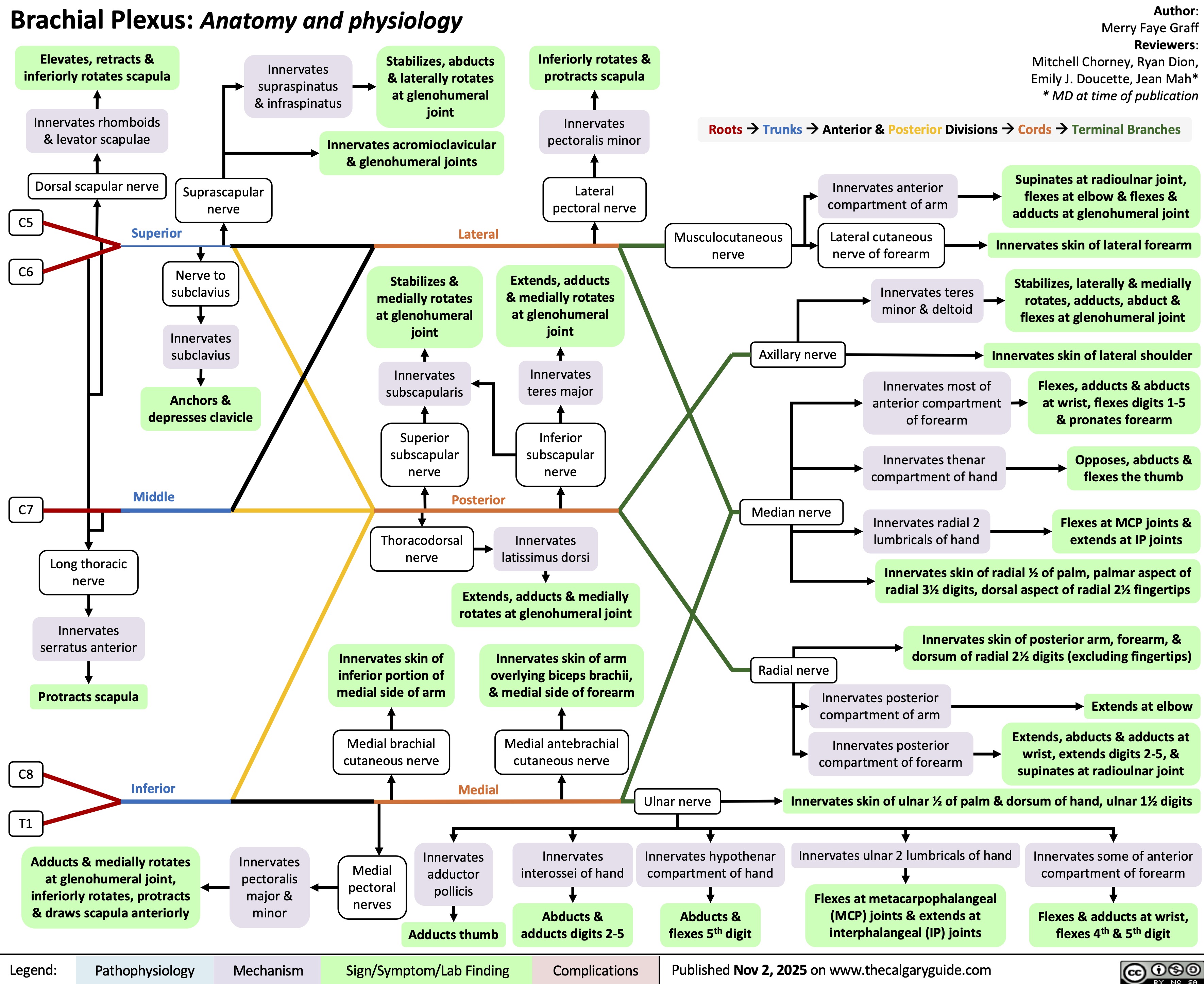Brachial Plexus: Anatomy and physiology Elevates, retracts &
inferiorly rotates scapula
Innervates
supraspinatus
& infraspinatus
Stabilizes, abducts
& laterally rotates
at glenohumeral
joint
Inferiorly rotates &
protracts scapula
Innervates rhomboids
& levator scapulae
Dorsal scapular nerve
Suprascapular
nerve
C5
Superior
C6
Nerve to
subclavius
Innervates
subclavius
Anchors &
depresses clavicle
Middle
C7
Long thoracic
nerve
Innervates
serratus anterior
Protracts scapula
C8
Inferior
T1
Innervates
pectoralis minor
Innervates acromioclavicular
& glenohumeral joints
Lateral
pectoral nerve
Lateral
Stabilizes &
medially rotates
at glenohumeral
joint
Extends, adducts
& medially rotates
at glenohumeral
joint
Innervates
subscapularis
Innervates
teres major
Superior
subscapular
nerve
Inferior
subscapular
nerve
Posterior
Thoracodorsal
nerve
Innervates
latissimus dorsi
Extends, adducts & medially
rotates at glenohumeral joint
Innervates skin of
inferior portion of
medial side of arm
Innervates skin of arm
overlying biceps brachii,
& medial side of forearm
Medial brachial
cutaneous nerve
Medial antebrachial
cutaneous nerve
Medial
Adducts & medially rotates
at glenohumeral joint,
inferiorly rotates, protracts
& draws scapula anteriorly
Innervates
pectoralis
major &
minor
Medial
pectoral
nerves
Innervates
adductor
pollicis
Innervates
interossei of hand
Adducts thumb
Abducts &
adducts digits 2-5
Legend: Pathophysiology Mechanism
Sign/Symptom/Lab Finding Complications
Author:
Merry Faye Graff
Reviewers:
Mitchell Chorney, Ryan Dion,
Emily J. Doucette, Jean Mah*
* MD at time of publication
Roots à Trunks à Anterior & Posterior Divisions à Cords à Terminal Branches
Innervates anterior
compartment of arm
Supinates at radioulnar joint,
flexes at elbow & flexes &
adducts at glenohumeral joint
Musculocutaneous
nerve
Lateral cutaneous
nerve of forearm
Innervates skin of lateral forearm
Innervates teres
minor & deltoid
Stabilizes, laterally & medially
rotates, adducts, abduct &
flexes at glenohumeral joint
Axillary nerve
Innervates skin of lateral shoulder
Innervates most of
anterior compartment
of forearm
Flexes, adducts & abducts
at wrist, flexes digits 1-5
& pronates forearm
Innervates thenar
compartment of hand
Opposes, abducts &
flexes the thumb
Median nerve
Innervates radial 2
lumbricals of hand
Flexes at MCP joints &
extends at IP joints
Innervates skin of radial ½ of palm, palmar aspect of
radial 3½ digits, dorsal aspect of radial 2½ fingertips
Innervates skin of posterior arm, forearm, &
dorsum of radial 2½ digits (excluding fingertips)
Radial nerve
Innervates posterior
compartment of arm Innervates posterior
compartment of forearm
Extends at elbow
Extends, abducts & adducts at
wrist, extends digits 2-5, &
supinates at radioulnar joint
Ulnar nerve
Innervates skin of ulnar ½ of palm & dorsum of hand, ulnar 1½ digits
Innervates hypothenar
compartment of hand
Innervates ulnar 2 lumbricals of hand
Innervates some of anterior
compartment of forearm
Abducts &
flexes 5th digit
Flexes at metacarpophalangeal
(MCP) joints & extends at
interphalangeal (IP) joints
Flexes & adducts at wrist,
flexes 4th & 5th digit
Published Nov 2, 2025 on www.thecalgaryguide.com