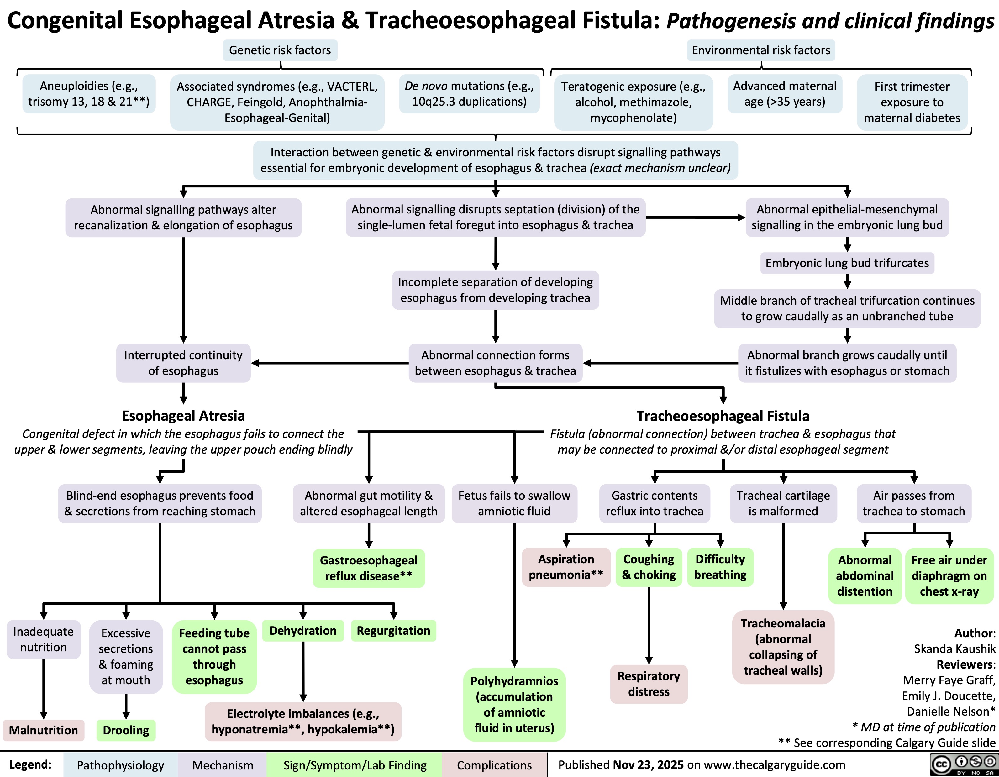 Congenital Esophageal Atresia & Tracheoesophageal Fistula: Pathogenesis and clinical findings
Genetic risk factors Environmental risk factors
Aneuploidies (e.g.,
trisomy 13, 18 & 21**)
Associated syndromes (e.g., VACTERL,
CHARGE, Feingold, Anophthalmia-
Esophageal-Genital)
De novo mutations (e.g.,
10q25.3 duplications)
Teratogenic exposure (e.g.,
alcohol, methimazole,
mycophenolate)
Advanced maternal
age (>35 years)
First trimester
exposure to
maternal diabetes
Interaction between genetic & environmental risk factors disrupt signalling pathways
essential for embryonic development of esophagus & trachea (exact mechanism unclear)
Abnormal signalling pathways alter
recanalization & elongation of esophagus
Abnormal signalling disrupts septation (division) of the
single-lumen fetal foregut into esophagus & trachea
Abnormal epithelial-mesenchymal
signalling in the embryonic lung bud
Embryonic lung bud trifurcates
Incomplete separation of developing
esophagus from developing trachea
Middle branch of tracheal trifurcation continues
to grow caudally as an unbranched tube
Interrupted continuity
of esophagus
Abnormal connection forms
between esophagus & trachea
Abnormal branch grows caudally until
it fistulizes with esophagus or stomach
Esophageal Atresia
Congenital defect in which the esophagus fails to connect the
upper & lower segments, leaving the upper pouch ending blindly
Tracheoesophageal Fistula
Fistula (abnormal connection) between trachea & esophagus that
may be connected to proximal &/or distal esophageal segment
Blind-end esophagus prevents food
& secretions from reaching stomach
Abnormal gut motility &
altered esophageal length
Fetus fails to swallow
amniotic fluid
Gastric contents
reflux into trachea
Tracheal cartilage
is malformed
Air passes from
trachea to stomach
Gastroesophageal
reflux disease**
Aspiration
pneumonia**
Coughing
& choking
Difficulty
breathing
Abnormal
abdominal
distention
Free air under
diaphragm on
chest x-ray
Excessive
secretions
& foaming
at mouth
Feeding tube
cannot pass
through
esophagus
Dehydration
Regurgitation
Tracheomalacia
(abnormal
collapsing of
tracheal walls)
Drooling
Electrolyte imbalances (e.g.,
hyponatremia**, hypokalemia**)
Polyhydramnios
(accumulation
of amniotic
fluid in uterus)
Respiratory
distress
Author:
Skanda Kaushik
Reviewers:
Merry Faye Graff,
Emily J. Doucette,
Danielle Nelson*
* MD at time of publication
** See corresponding Calgary Guide slide
Published Nov 23, 2025 on www.thecalgaryguide.com
Inadequate
nutrition
Malnutrition
Legend: Pathophysiology Mechanism
Sign/Symptom/Lab Finding Complications