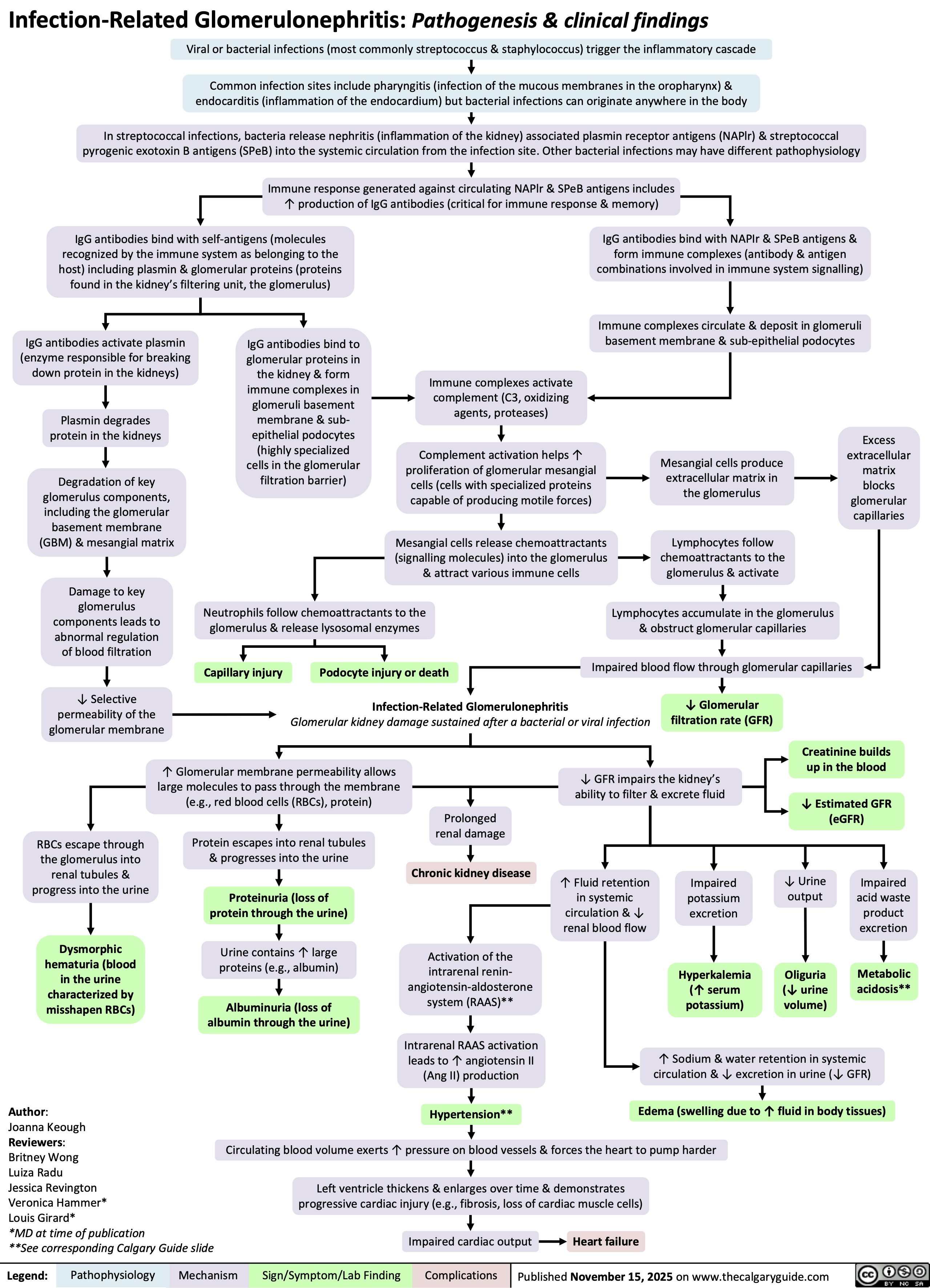 Infection-Related Glomerulonephritis: Pathogenesis & clinical findings
Viral or bacterial infections (most commonly streptococcus & staphylococcus) trigger the inflammatory cascade
Common infection sites include pharyngitis (infection of the mucous membranes in the oropharynx) &
endocarditis (inflammation of the endocardium) but bacterial infections can originate anywhere in the body
In streptococcal infections, bacteria release nephritis (inflammation of the kidney) associated plasmin receptor antigens (NAPlr) & streptococcal
pyrogenic exotoxin B antigens (SPeB) into the systemic circulation from the infection site. Other bacterial infections may have different pathophysiology
Immune response generated against circulating NAPlr & SPeB antigens includes
↑ production of IgG antibodies (critical for immune response & memory)
IgG antibodies bind with self-antigens (molecules
recognized by the immune system as belonging to the
host) including plasmin & glomerular proteins (proteins
found in the kidney’s filtering unit, the glomerulus)
IgG antibodies activate plasmin
(enzyme responsible for breaking
down protein in the kidneys)
Plasmin degrades
protein in the kidneys
IgG antibodies bind to
glomerular proteins in
the kidney & form
immune complexes in
glomeruli basement
membrane & sub-
epithelial podocytes
(highly specialized
cells in the glomerular
filtration barrier)
Degradation of key
glomerulus components,
including the glomerular
basement membrane
(GBM) & mesangial matrix
Damage to key
glomerulus
components leads to
abnormal regulation
of blood filtration
↓ Selective
permeability of the
glomerular membrane
IgG antibodies bind with NAPIr & SPeB antigens &
form immune complexes (antibody & antigen
combinations involved in immune system signalling)
Immune complexes circulate & deposit in glomeruli
basement membrane & sub-epithelial podocytes
RBCs escape through
the glomerulus into
renal tubules &
progress into the urine
Dysmorphic
hematuria (blood
in the urine
characterized by
misshapen RBCs)
Author:
Joanna Keough
Reviewers:
Britney Wong
Luiza Radu
Jessica Revington
Veronica Hammer*
Louis Girard*
*MD at time of publication
**See corresponding Calgary Guide slide
Legend: Pathophysiology Mechanism
Immune complexes activate
complement (C3, oxidizing
agents, proteases)
Complement activation helps ↑
proliferation of glomerular mesangial
cells (cells with specialized proteins
capable of producing motile forces)
Mesangial cells produce
extracellular matrix in
the glomerulus
Excess
extracellular
matrix
blocks
glomerular
capillaries
Mesangial cells release chemoattractants
(signalling molecules) into the glomerulus
& attract various immune cells
Lymphocytes follow
chemoattractants to the
glomerulus & activate
Neutrophils follow chemoattractants to the
glomerulus & release lysosomal enzymes
Lymphocytes accumulate in the glomerulus
& obstruct glomerular capillaries
Impaired blood flow through glomerular capillaries
Capillary injury Podocyte injury or death
Infection-Related Glomerulonephritis
Glomerular kidney damage sustained after a bacterial or viral infection
↓ Glomerular
filtration rate (GFR)
Creatinine builds
up in the blood
↑ Glomerular membrane permeability allows
large molecules to pass through the membrane
(e.g., red blood cells (RBCs), protein)
↓ GFR impairs the kidney’s
ability to filter & excrete fluid
↓ Estimated GFR
Prolonged
(eGFR)
renal damage
Protein escapes into renal tubules
& progresses into the urine
Chronic kidney disease
Proteinuria (loss of
protein through the urine)
↑ Fluid retention
in systemic
circulation & ↓
renal blood flow
Impaired
potassium
excretion
↓ Urine
output
Impaired
acid waste
product
excretion
Urine contains ↑ large
proteins (e.g., albumin)
Activation of the
intrarenal renin-
angiotensin-aldosterone
system (RAAS)**
Hyperkalemia
(↑ serum
potassium)
Oliguria
(↓ urine
volume)
Metabolic
acidosis**
Albuminuria (loss of
albumin through the urine)
Intrarenal RAAS activation
leads to ↑ angiotensin II
(Ang II) production
↑ Sodium & water retention in systemic
circulation & ↓ excretion in urine (↓ GFR)
Hypertension**
Edema (swelling due to ↑ fluid in body tissues)
Circulating blood volume exerts ↑ pressure on blood vessels & forces the heart to pump harder
Left ventricle thickens & enlarges over time & demonstrates
progressive cardiac injury (e.g., fibrosis, loss of cardiac muscle cells)
Impaired cardiac output
Heart failure
Sign/Symptom/Lab Finding Complications
Published November 15, 2025 on www.thecalgaryguide.com