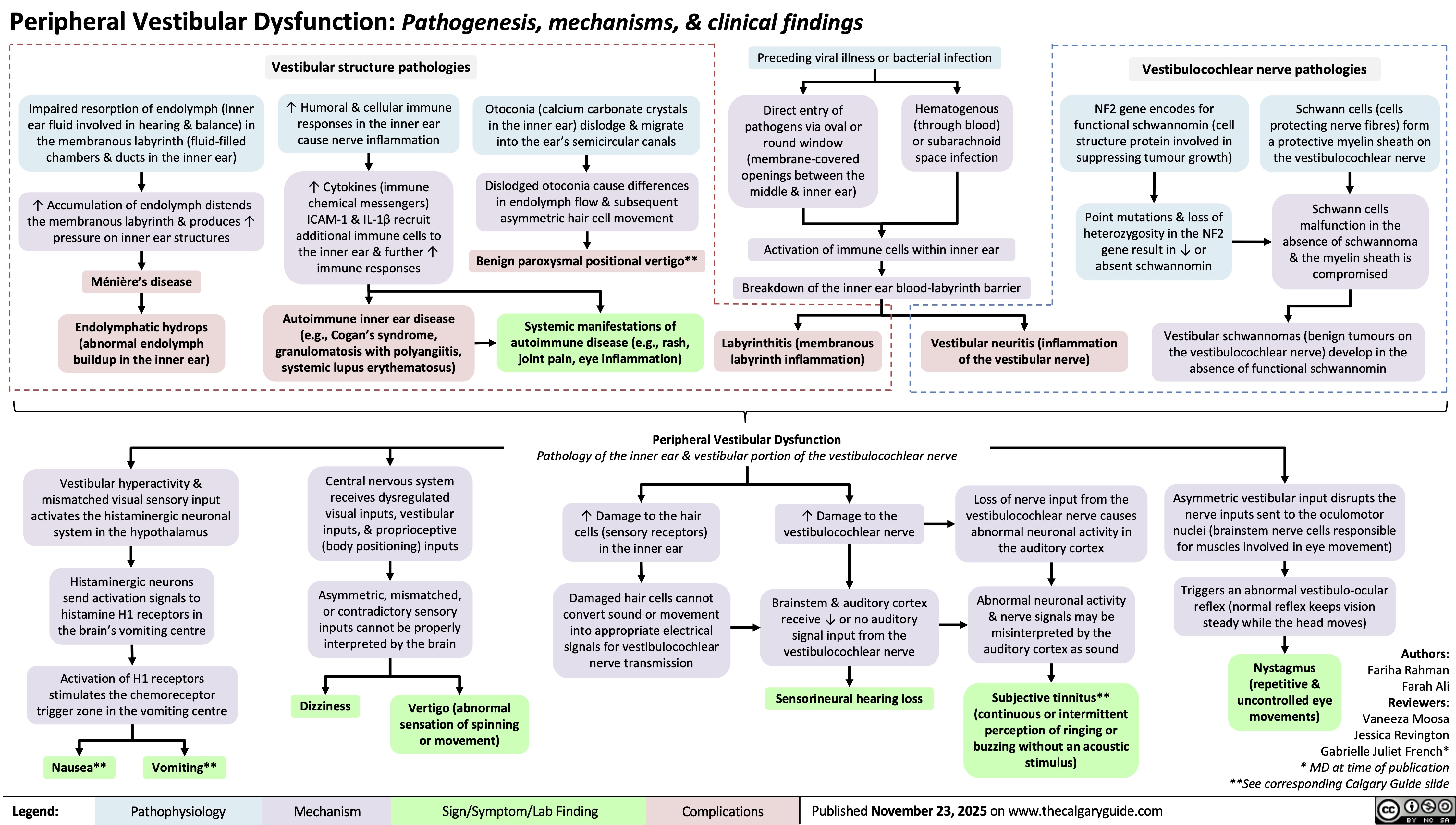 Peripheral Vestibular Dysfunction: Pathogenesis, mechanisms, & clinical findings
Preceding viral illness or bacterial infection
Vestibular structure pathologies
Impaired resorption of endolymph (inner
ear fluid involved in hearing & balance) in
the membranous labyrinth (fluid-filled
chambers & ducts in the inner ear)
↑ Humoral & cellular immune
responses in the inner ear
cause nerve inflammation
Otoconia (calcium carbonate crystals
in the inner ear) dislodge & migrate
into the ear’s semicircular canals
Direct entry of
pathogens via oval or
round window
(membrane-covered
openings between the
middle & inner ear)
Hematogenous
(through blood)
or subarachnoid
space infection
↑ Accumulation of endolymph distends
the membranous labyrinth & produces ↑
pressure on inner ear structures
Dislodged otoconia cause differences
in endolymph flow & subsequent
asymmetric hair cell movement
Ménière’s disease
Endolymphatic hydrops
(abnormal endolymph
buildup in the inner ear)
Vestibular hyperactivity &
mismatched visual sensory input
activates the histaminergic neuronal
system in the hypothalamus
Histaminergic neurons
send activation signals to
histamine H1 receptors in
the brain’s vomiting centre
Activation of H1 receptors
stimulates the chemoreceptor
trigger zone in the vomiting centre
Nausea** Vomiting**
Legend: ↑ Cytokines (immune
chemical messengers)
ICAM-1 & IL-1β recruit
additional immune cells to
the inner ear & further ↑
immune responses
Activation of immune cells within inner ear
Benign paroxysmal positional vertigo**
Breakdown of the inner ear blood-labyrinth barrier
Autoimmune inner ear disease
(e.g., Cogan’s syndrome,
granulomatosis with polyangiitis,
systemic lupus erythematosus)
Systemic manifestations of
autoimmune disease (e.g., rash,
joint pain, eye inflammation)
Labyrinthitis (membranous
labyrinth inflammation)
Vestibular neuritis (inflammation
of the vestibular nerve)
Peripheral Vestibular Dysfunction
Pathology of the inner ear & vestibular portion of the vestibulocochlear nerve
Central nervous system
receives dysregulated
visual inputs, vestibular
inputs, & proprioceptive
(body positioning) inputs
↑ Damage to the hair
cells (sensory receptors)
in the inner ear
↑ Damage to the
vestibulocochlear nerve
Loss of nerve input from the
vestibulocochlear nerve causes
abnormal neuronal activity in
the auditory cortex
Asymmetric, mismatched,
or contradictory sensory
inputs cannot be properly
interpreted by the brain
Damaged hair cells cannot
convert sound or movement
into appropriate electrical
signals for vestibulocochlear
nerve transmission
Brainstem & auditory cortex
receive ↓ or no auditory
signal input from the
vestibulocochlear nerve
Abnormal neuronal activity
& nerve signals may be
misinterpreted by the
auditory cortex as sound
Sensorineural hearing loss
Dizziness
Vertigo (abnormal
sensation of spinning
or movement)
Subjective tinnitus**
(continuous or intermittent
perception of ringing or
buzzing without an acoustic
stimulus)
Published November 23, 2025 on www.thecalgaryguide.com
Vestibulocochlear nerve pathologies
NF2 gene encodes for
functional schwannomin (cell
structure protein involved in
suppressing tumour growth)
Point mutations & loss of
heterozygosity in the NF2
gene result in ↓ or
absent schwannomin
Schwann cells (cells
protecting nerve fibres) form
a protective myelin sheath on
the vestibulocochlear nerve
Schwann cells
malfunction in the
absence of schwannoma
& the myelin sheath is
compromised
Vestibular schwannomas (benign tumours on
the vestibulocochlear nerve) develop in the
absence of functional schwannomin
Asymmetric vestibular input disrupts the
nerve inputs sent to the oculomotor
nuclei (brainstem nerve cells responsible
for muscles involved in eye movement)
Triggers an abnormal vestibulo-ocular
reflex (normal reflex keeps vision
steady while the head moves)
Authors:
Nystagmus
(repetitive &
uncontrolled eye
movements)
Fariha Rahman
Farah Ali
Reviewers:
Vaneeza Moosa
Jessica Revington
Gabrielle Juliet French*
* MD at time of publication
**See corresponding Calgary Guide slide
Pathophysiology Mechanism
Sign/Symptom/Lab Finding Complications
