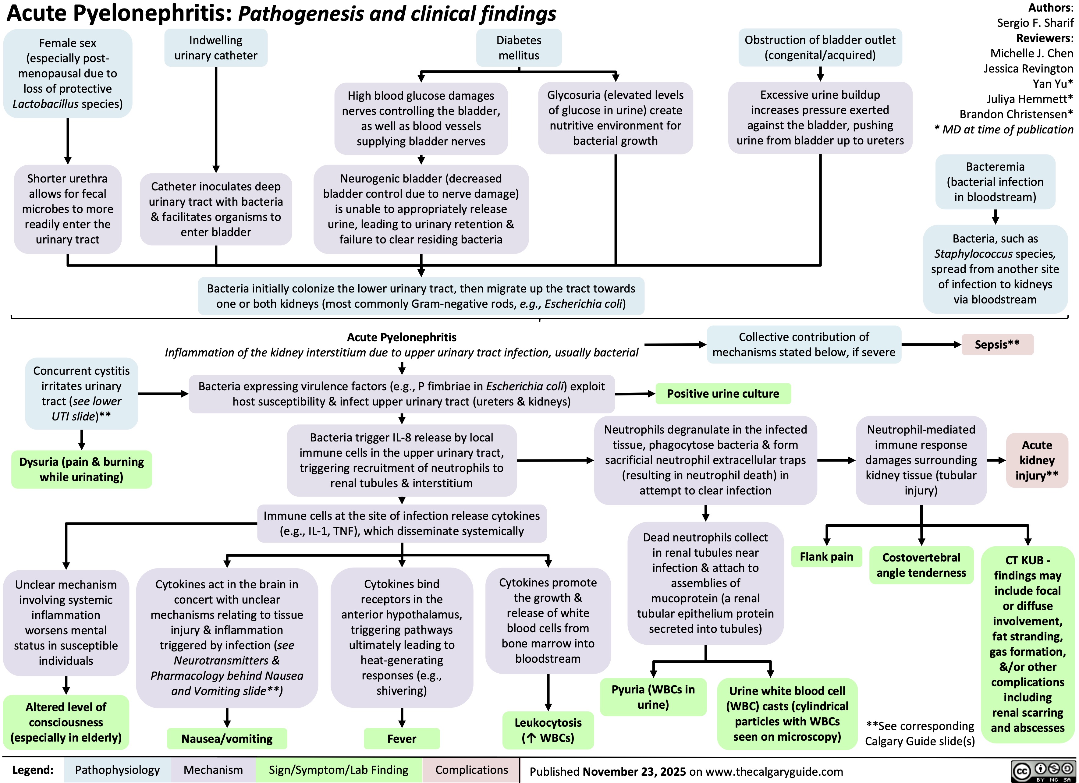 Acute Pyelonephritis: Pathogenesis and clinical findings
Female sex
Indwelling
Diabetes
(especially post-
urinary catheter
mellitus
menopausal due to
loss of protective
Lactobacillus species)
Obstruction of bladder outlet
(congenital/acquired)
High blood glucose damages
nerves controlling the bladder,
as well as blood vessels
supplying bladder nerves
Glycosuria (elevated levels
of glucose in urine) create
nutritive environment for
bacterial growth
Excessive urine buildup
increases pressure exerted
against the bladder, pushing
urine from bladder up to ureters
Authors:
Sergio F. Sharif
Reviewers:
Michelle J. Chen
Jessica Revington
Yan Yu*
Juliya Hemmett*
Brandon Christensen*
* MD at time of publication
Shorter urethra
allows for fecal
microbes to more
readily enter the
urinary tract
Catheter inoculates deep
urinary tract with bacteria
& facilitates organisms to
enter bladder
Neurogenic bladder (decreased
bladder control due to nerve damage)
is unable to appropriately release
urine, leading to urinary retention &
failure to clear residing bacteria
Bacteremia
(bacterial infection
in bloodstream)
Bacteria initially colonize the lower urinary tract, then migrate up the tract towards
one or both kidneys (most commonly Gram-negative rods, e.g., Escherichia coli)
Bacteria, such as
Staphylococcus species,
spread from another site
of infection to kidneys
via bloodstream
Acute Pyelonephritis
Inflammation of the kidney interstitium due to upper urinary tract infection, usually bacterial
Collective contribution of
mechanisms stated below, if severe
Sepsis**
Concurrent cystitis
irritates urinary
tract (see lower
UTI slide)**
Bacteria expressing virulence factors (e.g., P fimbriae in Escherichia coli) exploit
host susceptibility & infect upper urinary tract (ureters & kidneys)
Positive urine culture
Dysuria (pain & burning
while urinating)
Bacteria trigger IL-8 release by local
immune cells in the upper urinary tract,
triggering recruitment of neutrophils to
renal tubules & interstitium
Neutrophils degranulate in the infected
tissue, phagocytose bacteria & form
sacrificial neutrophil extracellular traps
(resulting in neutrophil death) in
attempt to clear infection
Neutrophil-mediated
immune response
damages surrounding
kidney tissue (tubular
injury)
Acute
kidney
injury**
Immune cells at the site of infection release cytokines
(e.g., IL-1, TNF), which disseminate systemically
Cytokines act in the brain in
concert with unclear
mechanisms relating to tissue
injury & inflammation
triggered by infection (see
Neurotransmitters &
Pharmacology behind Nausea
and Vomiting slide**)
Cytokines bind
receptors in the
anterior hypothalamus,
triggering pathways
ultimately leading to
heat-generating
responses (e.g.,
shivering)
Cytokines promote
the growth &
release of white
blood cells from
bone marrow into
bloodstream
Dead neutrophils collect
in renal tubules near
infection & attach to
assemblies of
mucoprotein (a renal
tubular epithelium protein
secreted into tubules)
Pyuria (WBCs in
urine)
Nausea/vomiting
Fever
Leukocytosis
(↑ WBCs)
Urine white blood cell
(WBC) casts (cylindrical
particles with WBCs
seen on microscopy)
Costovertebral
Flank pain CT KUB -
angle tenderness
findings may
include focal
or diffuse
involvement,
fat stranding,
gas formation,
&/or other
complications
including
renal scarring
**See corresponding
and abscesses
Calgary Guide slide(s)
Complications
Published November 23, 2025 on www.thecalgaryguide.com
Unclear mechanism
involving systemic
inflammation
worsens mental
status in susceptible
individuals
Altered level of
consciousness
(especially in elderly)
Legend: Pathophysiology Mechanism
Sign/Symptom/Lab Finding 