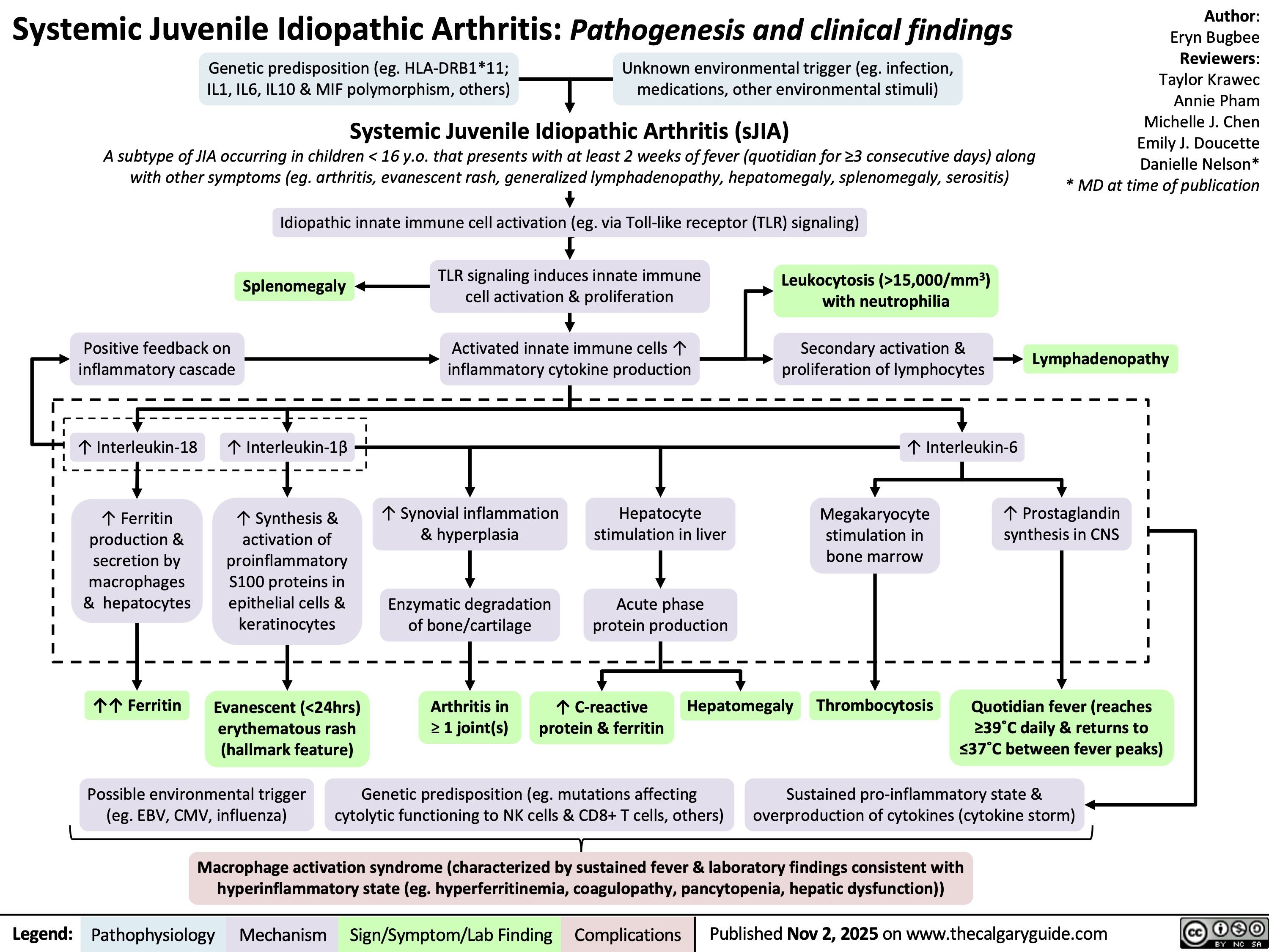 Systemic Juvenile Idiopathic Arthritis: Pathogenesis and clinical findings
Genetic predisposition (eg. HLA-DRB1*11;
IL1, IL6, IL10 & MIF polymorphism, others)
Unknown environmental trigger (eg. infection,
medications, other environmental stimuli)
Systemic Juvenile Idiopathic Arthritis (sJIA)
A subtype of JIA occurring in children < 16 y.o. that presents with at least 2 weeks of fever (quotidian for ≥3 consecutive days) along
with other symptoms (eg. arthritis, evanescent rash, generalized lymphadenopathy, hepatomegaly, splenomegaly, serositis)
Author:
Eryn Bugbee
Reviewers:
Taylor Krawec
Annie Pham
Michelle J. Chen
Emily J. Doucette
Danielle Nelson*
* MD at time of publication
Idiopathic innate immune cell activation (eg. via Toll-like receptor (TLR) signaling)
Splenomegaly
TLR signaling induces innate immune
cell activation & proliferation
Leukocytosis (>15,000/mm3)
with neutrophilia
Positive feedback on
inflammatory cascade
Activated innate immune cells ↑
inflammatory cytokine production
Secondary activation &
proliferation of lymphocytes
Lymphadenopathy
↑ Interleukin-18
↑ Interleukin-1β
↑ Interleukin-6
↑ Ferritin
production &
secretion by
macrophages
& hepatocytes
↑ Synthesis &
activation of
proinflammatory
S100 proteins in
epithelial cells &
keratinocytes
↑ Synovial inflammation
& hyperplasia
Megakaryocyte
stimulation in
bone marrow
↑ Prostaglandin
synthesis in CNS
Enzymatic degradation
of bone/cartilage
↑↑ Ferritin
Evanescent (<24hrs)
erythematous rash
(hallmark feature)
Arthritis in
≥ 1 joint(s)
↑ C-reactive
protein & ferritin
Thrombocytosis
Quotidian fever (reaches
≥39˚C daily & returns to
≤37˚C between fever peaks)
Possible environmental trigger
(eg. EBV, CMV, influenza)
Genetic predisposition (eg. mutations affecting
cytolytic functioning to NK cells & CD8+ T cells, others)
Sustained pro-inflammatory state &
overproduction of cytokines (cytokine storm)
Macrophage activation syndrome (characterized by sustained fever & laboratory findings consistent with
hyperinflammatory state (eg. hyperferritinemia, coagulopathy, pancytopenia, hepatic dysfunction))
Mechanism
Sign/Symptom/Lab Finding Complications
Published Nov 2, 2025 on www.thecalgaryguide.com
Hepatocyte
stimulation in liver
Acute phase
protein production
Hepatomegaly
Legend: Pathophysiology 