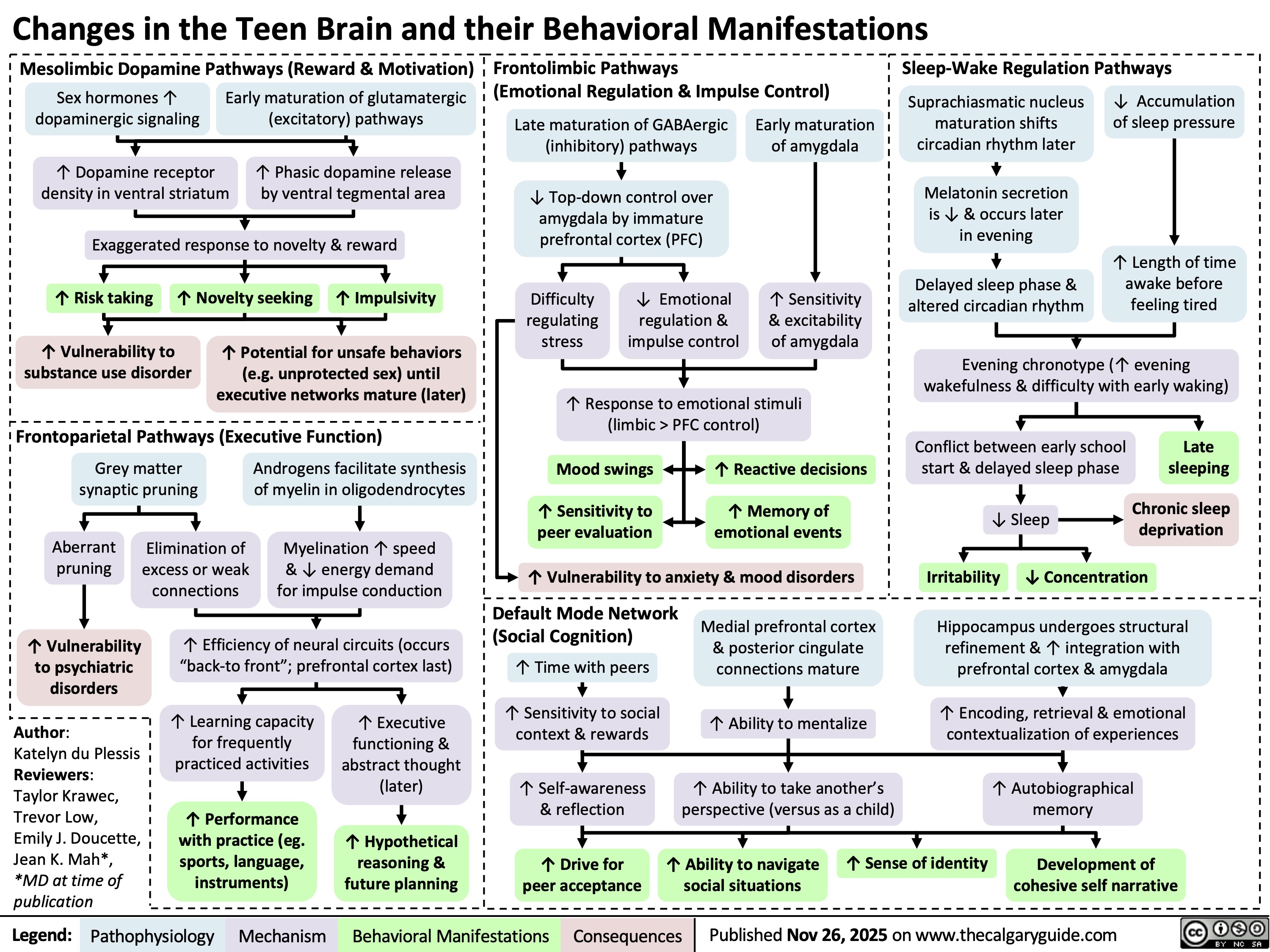 Changes in the Teen Brain and their Behavioral Manifestations
Mesolimbic Dopamine Pathways (Reward & Motivation)
Sex hormones ↑
Early maturation of glutamatergic
dopaminergic signaling
(excitatory) pathways
↑ Dopamine receptor
density in ventral striatum
↑ Phasic dopamine release
by ventral tegmental area
Exaggerated response to novelty & reward
↑ Risk taking ↑ Impulsivity
↑ Novelty seeking
↑ Vulnerability to
substance use disorder
↑ Potential for unsafe behaviors
(e.g. unprotected sex) until
executive networks mature (later)
Frontolimbic Pathways
(Emotional Regulation & Impulse Control)
Late maturation of GABAergic
(inhibitory) pathways
Early maturation
of amygdala
↓ Top-down control over
amygdala by immature
prefrontal cortex (PFC)
Difficulty
regulating
stress
↓ Emotional
regulation &
impulse control
↑ Sensitivity
& excitability
of amygdala
↑ Response to emotional stimuli
(limbic > PFC control)
Mood swings
↑ Reactive decisions
↑ Sensitivity to
peer evaluation
↑ Memory of
emotional events
↑ Vulnerability to anxiety & mood disorders
Sleep-Wake Regulation Pathways
Suprachiasmatic nucleus
maturation shifts
circadian rhythm later
↓ Accumulation
of sleep pressure
Melatonin secretion
is ↓ & occurs later
in evening
Delayed sleep phase &
altered circadian rhythm
↑ Length of time
awake before
feeling tired
Evening chronotype (↑ evening
wakefulness & difficulty with early waking)
Conflict between early school
start & delayed sleep phase
Late
sleeping
↓ Sleep
Chronic sleep
deprivation
Irritability ↓ Concentration
Frontoparietal Pathways (Executive Function)
Grey matter
synaptic pruning
Androgens facilitate synthesis
of myelin in oligodendrocytes
Aberrant
pruning
Elimination of
excess or weak
connections
Myelination ↑ speed
& ↓ energy demand
for impulse conduction
↑ Vulnerability
to psychiatric
disorders
↑ Efficiency of neural circuits (occurs
“back-to front”; prefrontal cortex last)
↑ Learning capacity
for frequently
practiced activities
↑ Executive
functioning &
abstract thought
(later)
↑ Performance
with practice (eg.
sports, language,
instruments)
↑ Hypothetical
reasoning &
future planning
Author:
Katelyn du Plessis
Reviewers:
Taylor Krawec,
Trevor Low,
Emily J. Doucette,
Jean K. Mah*,
*MD at time of
publication
Legend: Default Mode Network
(Social Cognition)
↑ Time with peers
↑ Sensitivity to social
context & rewards
↑ Self-awareness
& reflection
↑ Drive for
peer acceptance
Medial prefrontal cortex
& posterior cingulate
connections mature
↑ Ability to mentalize
↑ Ability to take another’s
perspective (versus as a child)
↑ Ability to navigate
social situations
↑ Sense of identity
Hippocampus undergoes structural
refinement & ↑ integration with
prefrontal cortex & amygdala
↑ Encoding, retrieval & emotional
contextualization of experiences
↑ Autobiographical
memory
Development of
cohesive self narrative
Pathophysiology Mechanism
Behavioral Manifestations Consequences
Published Nov 26, 2025 on www.thecalgaryguide.com