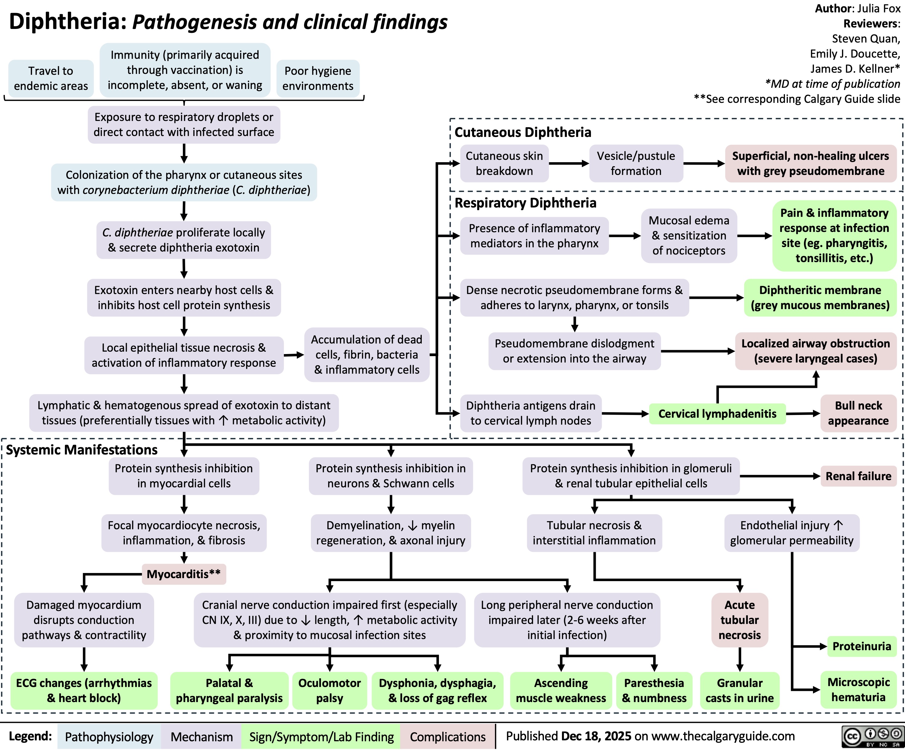 Diphtheria: Pathogenesis and clinical findings
Travel to
endemic areas
Immunity (primarily acquired
through vaccination) is
incomplete, absent, or waning
Poor hygiene
environments
Exposure to respiratory droplets or
direct contact with infected surface
Colonization of the pharynx or cutaneous sites
with corynebacterium diphtheriae (C. diphtheriae)
C. diphtheriae proliferate locally
& secrete diphtheria exotoxin
Exotoxin enters nearby host cells &
inhibits host cell protein synthesis
Local epithelial tissue necrosis &
activation of inflammatory response
Accumulation of dead
cells, fibrin, bacteria
& inflammatory cells
Lymphatic & hematogenous spread of exotoxin to distant
tissues (preferentially tissues with ↑ metabolic activity)
Author: Julia Fox
Reviewers:
Steven Quan,
Emily J. Doucette,
James D. Kellner*
*MD at time of publication
**See corresponding Calgary Guide slide
Cutaneous Diphtheria
Cutaneous skin
breakdown
Vesicle/pustule
formation
Superficial, non-healing ulcers
with grey pseudomembrane
Respiratory Diphtheria
Presence of inflammatory
mediators in the pharynx
Mucosal edema
& sensitization
of nociceptors
Dense necrotic pseudomembrane forms &
adheres to larynx, pharynx, or tonsils
Pseudomembrane dislodgment
or extension into the airway
Diphtheria antigens drain
to cervical lymph nodes
Cervical lymphadenitis
Pain & inflammatory
response at infection
site (eg. pharyngitis,
tonsillitis, etc.)
Diphtheritic membrane
(grey mucous membranes)
Localized airway obstruction
(severe laryngeal cases)
Bull neck
appearance
Systemic Manifestations
Protein synthesis inhibition
in myocardial cells
Protein synthesis inhibition in
neurons & Schwann cells
Focal myocardiocyte necrosis,
inflammation, & fibrosis
Demyelination, ↓ myelin
regeneration, & axonal injury
Myocarditis**
Damaged myocardium
disrupts conduction
pathways & contractility
Cranial nerve conduction impaired first (especially
CN IX, X, III) due to ↓ length, ↑ metabolic activity
& proximity to mucosal infection sites
ECG changes (arrhythmias
& heart block)
Palatal &
pharyngeal paralysis
Oculomotor
palsy
Dysphonia, dysphagia,
& loss of gag reflex
Protein synthesis inhibition in glomeruli
& renal tubular epithelial cells
Tubular necrosis &
interstitial inflammation
Renal failure
Endothelial injury ↑
glomerular permeability
Long peripheral nerve conduction
impaired later (2-6 weeks after
initial infection)
Ascending
muscle weakness
Paresthesia
& numbness
Acute
tubular
necrosis
Granular
casts in urine
Proteinuria
Microscopic
hematuria
Legend: Pathophysiology Mechanism
Sign/Symptom/Lab Finding Complications
Published Dec 18, 2025 on www.thecalgaryguide.com