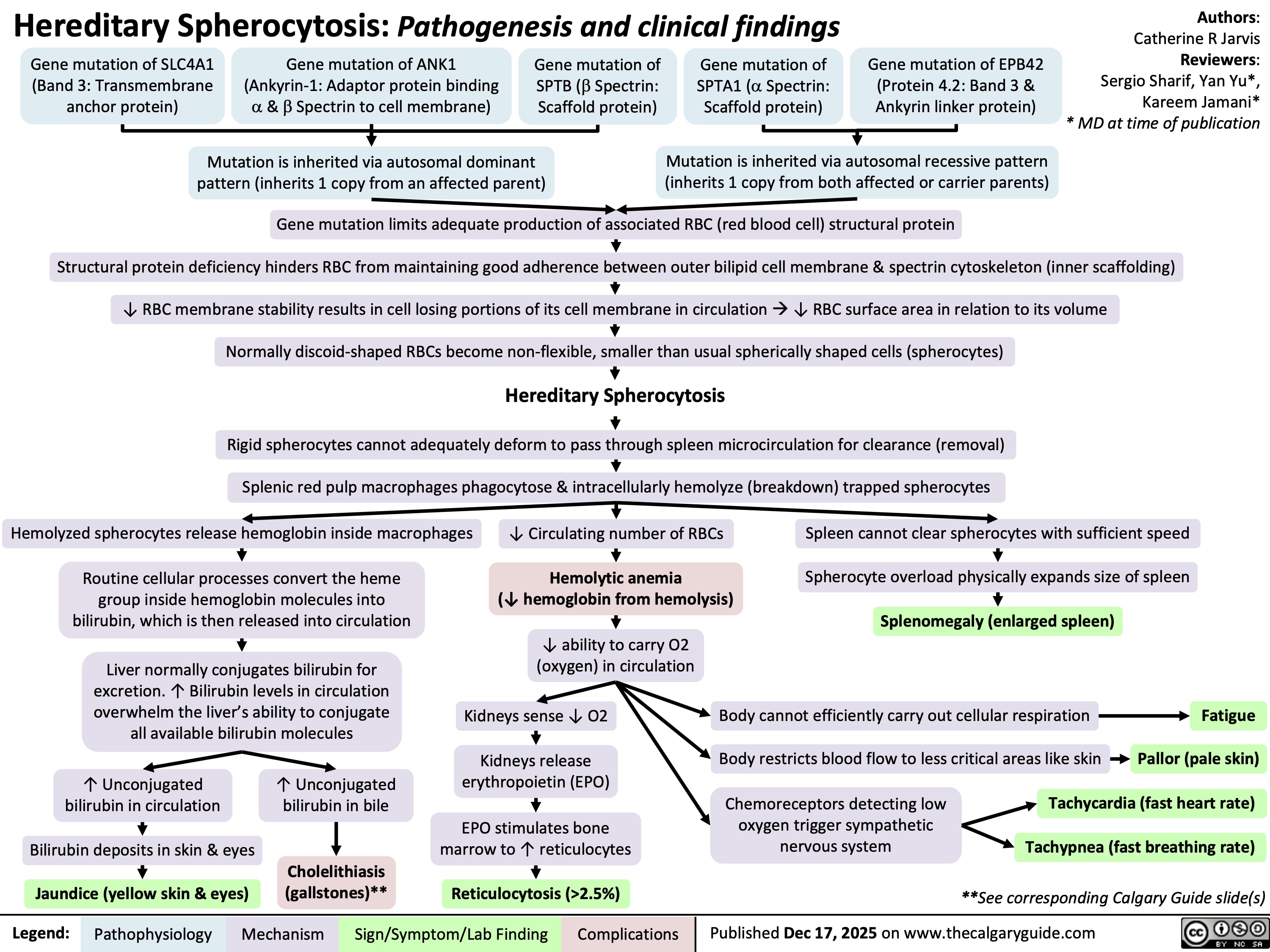 Hereditary Spherocytosis: Pathogenesis and clinical findings
Gene mutation of SLC4A1
(Band 3: Transmembrane
anchor protein)
Gene mutation of ANK1
(Ankyrin-1: Adaptor protein binding
a & b Spectrin to cell membrane)
Gene mutation of
SPTB (b Spectrin:
Scaffold protein)
Gene mutation of
SPTA1 (a Spectrin:
Scaffold protein)
Gene mutation of EPB42
(Protein 4.2: Band 3 &
Ankyrin linker protein)
Authors:
Catherine R Jarvis
Reviewers:
Sergio Sharif, Yan Yu*,
Kareem Jamani*
* MD at time of publication
Mutation is inherited via autosomal dominant
pattern (inherits 1 copy from an affected parent)
Mutation is inherited via autosomal recessive pattern
(inherits 1 copy from both affected or carrier parents)
Gene mutation limits adequate production of associated RBC (red blood cell) structural protein
Structural protein deficiency hinders RBC from maintaining good adherence between outer bilipid cell membrane & spectrin cytoskeleton (inner scaffolding)
↓ RBC membrane stability results in cell losing portions of its cell membrane in circulation à ↓ RBC surface area in relation to its volume
Normally discoid-shaped RBCs become non-flexible, smaller than usual spherically shaped cells (spherocytes)
Hereditary Spherocytosis
Rigid spherocytes cannot adequately deform to pass through spleen microcirculation for clearance (removal)
Splenic red pulp macrophages phagocytose & intracellularly hemolyze (breakdown) trapped spherocytes
Hemolyzed spherocytes release hemoglobin inside macrophages
↓ Circulating number of RBCs
Spleen cannot clear spherocytes with sufficient speed
Routine cellular processes convert the heme
group inside hemoglobin molecules into
bilirubin, which is then released into circulation
Hemolytic anemia
(↓ hemoglobin from hemolysis)
Spherocyte overload physically expands size of spleen
Splenomegaly (enlarged spleen)
↓ ability to carry O2
(oxygen) in circulation
Liver normally conjugates bilirubin for
excretion. ↑ Bilirubin levels in circulation
overwhelm the liver’s ability to conjugate
all available bilirubin molecules
Kidneys sense ↓ O2
Kidneys release
erythropoietin (EPO)
↑ Unconjugated
bilirubin in circulation ↑ Unconjugated
bilirubin in bile
Bilirubin deposits in skin & eyes
EPO stimulates bone
marrow to ↑ reticulocytes
Jaundice (yellow skin & eyes)
Cholelithiasis
(gallstones)**
Reticulocytosis (>2.5%)
Legend: Pathophysiology Mechanism
Sign/Symptom/Lab Finding Complications
Body cannot efficiently carry out cellular respiration
Fatigue
Body restricts blood flow to less critical areas like skin
Pallor (pale skin)
Chemoreceptors detecting low
oxygen trigger sympathetic
nervous system
Tachycardia (fast heart rate)
Tachypnea (fast breathing rate)
**See corresponding Calgary Guide slide(s)
Published Dec 17, 2025 on www.thecalgaryguide.com