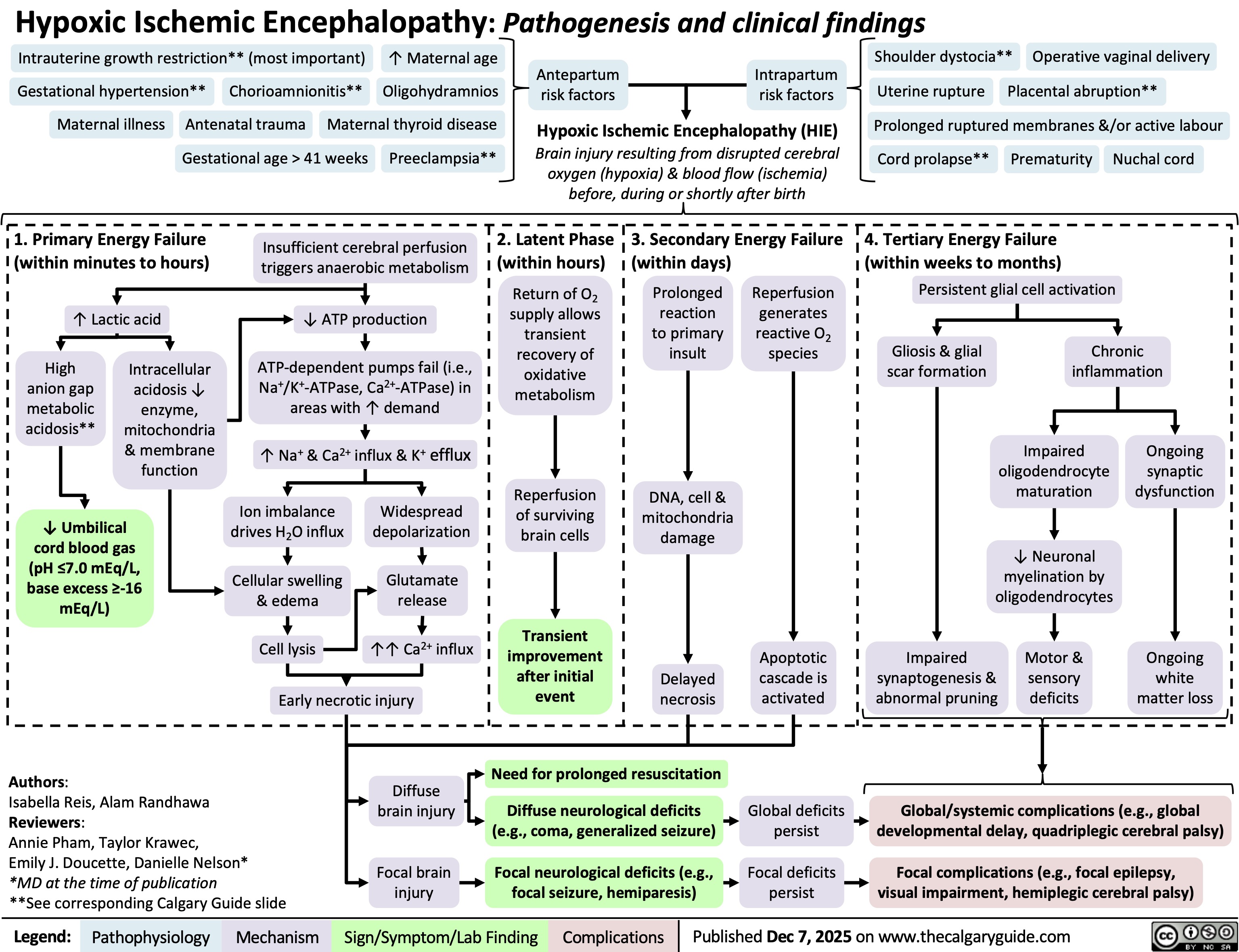 Authors:
Isabella Reis, Alam Randhawa
Reviewers:
Annie Pham, Taylor Krawec,
Emily J. Doucette, Danielle Nelson*
*MD at the time of publication
**See corresponding Calgary Guide slide
Legend: Pathophysiology Mechanism
Hypoxic Ischemic Encephalopathy: Pathogenesis and clinical findings
Intrauterine growth restriction** (most important)
↑ Maternal age
Gestational hypertension**
Chorioamnionitis** Oligohydramnios
Antepartum
risk factors
Intrapartum
risk factors
Antenatal trauma
Maternal illness Maternal thyroid disease
Gestational age > 41 weeks
Preeclampsia**
Hypoxic Ischemic Encephalopathy (HIE)
Brain injury resulting from disrupted cerebral
oxygen (hypoxia) & blood flow (ischemia)
before, during or shortly after birth
1. Primary Energy Failure
(within minutes to hours)
Insufficient cerebral perfusion
triggers anaerobic metabolism
2. Latent Phase
(within hours)
3. Secondary Energy Failure
(within days)
↑ Lactic acid
↓ ATP production
High
anion gap
metabolic
acidosis**
ATP-dependent pumps fail (i.e.,
Na+/K+
-ATPase, Ca2+
-ATPase) in
areas with ↑ demand
Return of O2
supply allows
transient
recovery of
oxidative
metabolism
Prolonged
reaction
to primary
insult
Intracellular
acidosis ↓
enzyme,
mitochondria
& membrane
function
↑ Na+ & Ca2+ influx & K+ efflux
Reperfusion
Ion imbalance
Widespread
of surviving
↓ Umbilical
drives H2O influx
depolarization
brain cells
cord blood gas
(pH ≤7.0 mEq/L,
base excess ≥-16
Cellular swelling
& edema
Glutamate
release
mEq/L)
Cell lysis ↑↑ Ca2+ influx
Early necrotic injury
Transient
improvement
after initial
event
Delayed
necrosis
Need for prolonged resuscitation
Diffuse
brain injury Diffuse neurological deficits
(e.g., coma, generalized seizure)
Focal brain
injury
Focal neurological deficits (e.g.,
focal seizure, hemiparesis)
Complications
Reperfusion
generates
reactive O2
species
Apoptotic
cascade is
activated
Shoulder dystocia**
Operative vaginal delivery
Uterine rupture
Placental abruption**
Prolonged ruptured membranes &/or active labour
Cord prolapse**
Prematurity
Nuchal cord
DNA, cell &
mitochondria
damage
4. Tertiary Energy Failure
(within weeks to months)
Persistent glial cell activation
Gliosis & glial
scar formation
Chronic
inflammation
Impaired
oligodendrocyte
maturation
↓ Neuronal
myelination by
oligodendrocytes
Impaired
synaptogenesis &
abnormal pruning
Motor &
sensory
deficits
Ongoing
synaptic
dysfunction
Ongoing
white
matter loss
Sign/Symptom/Lab Finding Global deficits
persist
Focal deficits
persist
Global/systemic complications (e.g., global
developmental delay, quadriplegic cerebral palsy)
Focal complications (e.g., focal epilepsy,
visual impairment, hemiplegic cerebral palsy)
Published Dec 7, 2025 on www.thecalgaryguide.com