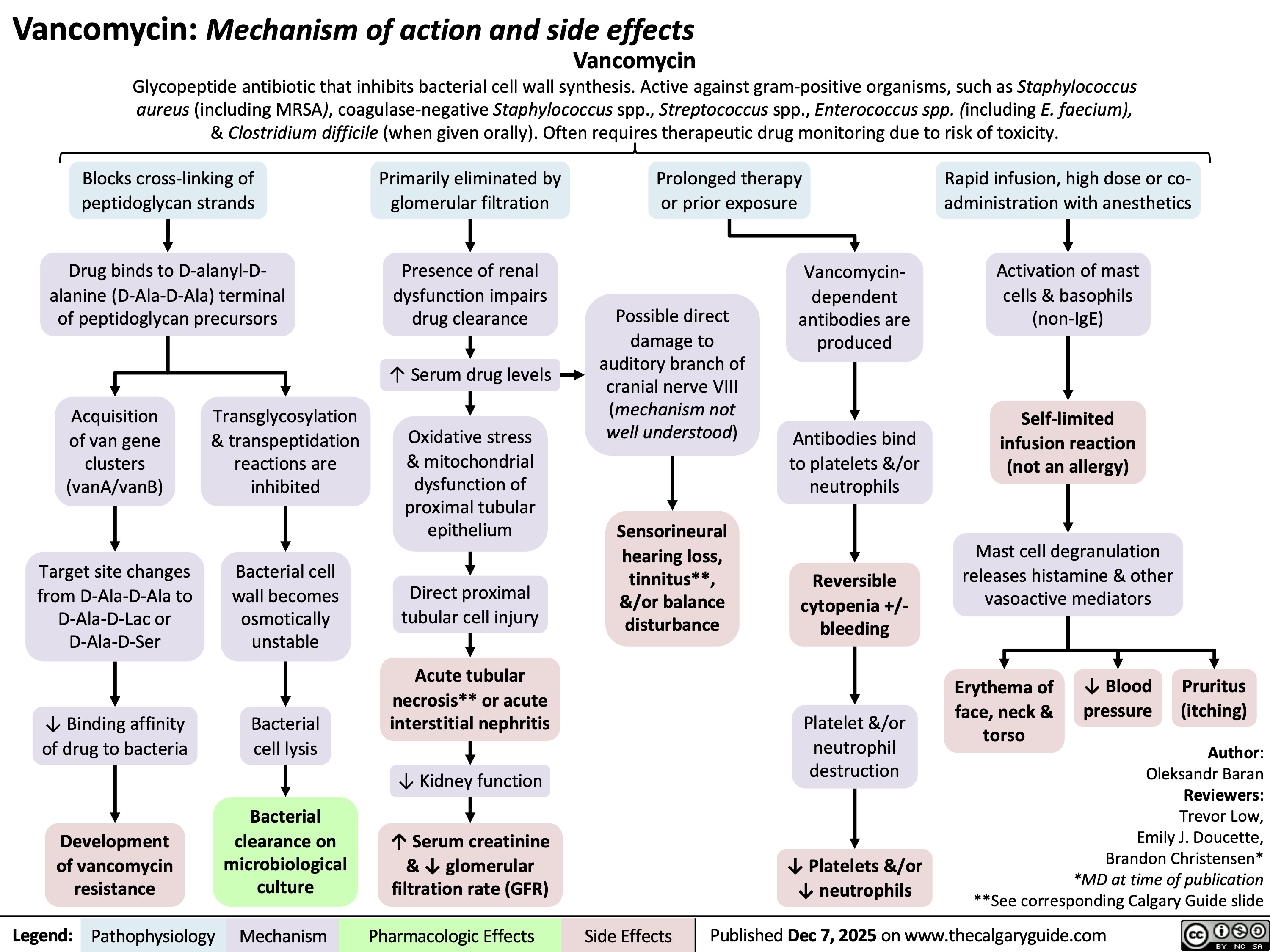 Vancomycin: Mechanism of action and side effects
Vancomycin
Glycopeptide antibiotic that inhibits bacterial cell wall synthesis. Active against gram-positive organisms, such as Staphylococcus
aureus (including MRSA), coagulase-negative Staphylococcus spp., Streptococcus spp., Enterococcus spp. (including E. faecium),
& Clostridium difficile (when given orally). Often requires therapeutic drug monitoring due to risk of toxicity.
Blocks cross-linking of
peptidoglycan strands
Drug binds to D-alanyl-D-
alanine (D-Ala-D-Ala) terminal
of peptidoglycan precursors
Acquisition
of van gene
clusters
(vanA/vanB)
Transglycosylation
& transpeptidation
reactions are
inhibited
Target site changes
from D-Ala-D-Ala to
D-Ala-D-Lac or
D-Ala-D-Ser
Bacterial cell
wall becomes
osmotically
unstable
↓ Binding affinity
of drug to bacteria
Bacterial
cell lysis
Development
of vancomycin
resistance
Bacterial
clearance on
microbiological
culture
Legend: Primarily eliminated by
glomerular filtration
Presence of renal
dysfunction impairs
drug clearance
↑ Serum drug levels
Oxidative stress
& mitochondrial
dysfunction of
proximal tubular
epithelium
Direct proximal
tubular cell injury
Acute tubular
necrosis** or acute
interstitial nephritis
↓ Kidney function
↑ Serum creatinine
& ↓ glomerular
filtration rate (GFR)
Prolonged therapy
or prior exposure
Rapid infusion, high dose or co-
administration with anesthetics
Possible direct
damage to
auditory branch of
cranial nerve VIII
(mechanism not
well understood)
Sensorineural
hearing loss,
tinnitus**,
&/or balance
disturbance
Vancomycin-
dependent
antibodies are
produced
Antibodies bind
to platelets &/or
neutrophils
Reversible
cytopenia +/-
bleeding
Platelet &/or
neutrophil
destruction
↓ Platelets &/or
↓ neutrophils
Activation of mast
cells & basophils
(non-IgE)
Self-limited
infusion reaction
(not an allergy)
Mast cell degranulation
releases histamine & other
vasoactive mediators
Erythema of
face, neck &
torso
↓ Blood
pressure
Pruritus
(itching)
Author:
Oleksandr Baran
Reviewers:
Trevor Low,
Emily J. Doucette,
Brandon Christensen*
*MD at time of publication
**See corresponding Calgary Guide slide
Published Dec 7, 2025 on www.thecalgaryguide.com
Pathophysiology Mechanism
Pharmacologic Effects Side Effects