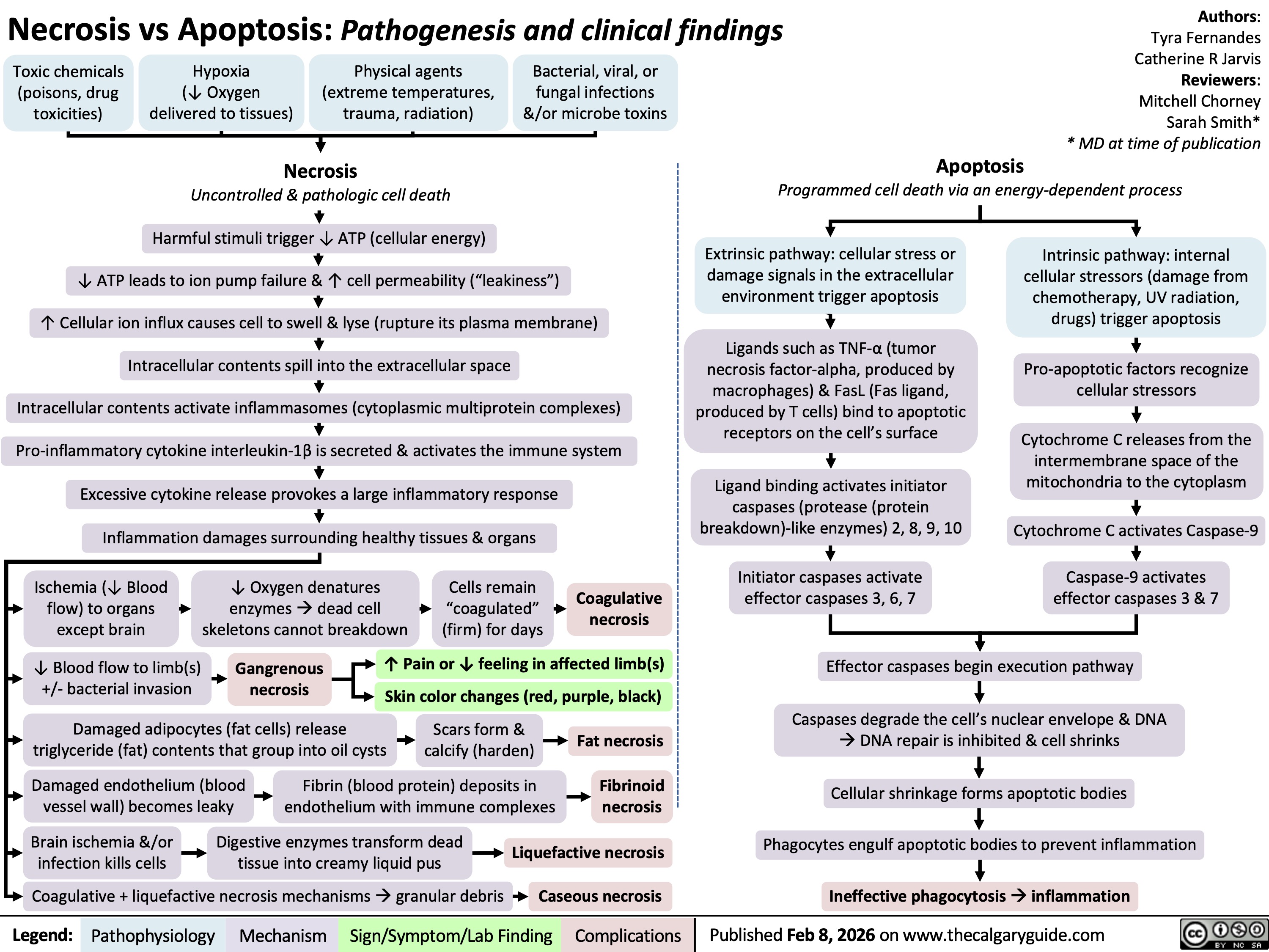 Necrosis vs Apoptosis: Pathogenesis and clinical findings
Toxic chemicals
(poisons, drug
toxicities)
Hypoxia
(↓ Oxygen
delivered to tissues)
Physical agents
(extreme temperatures,
trauma, radiation)
Bacterial, viral, or
fungal infections
&/or microbe toxins
Necrosis
Uncontrolled & pathologic cell death
Harmful stimuli trigger ↓ ATP (cellular energy)
↓ ATP leads to ion pump failure & ↑ cell permeability (“leakiness”)
↑ Cellular ion influx causes cell to swell & lyse (rupture its plasma membrane)
Intracellular contents spill into the extracellular space
Intracellular contents activate inflammasomes (cytoplasmic multiprotein complexes)
Pro-inflammatory cytokine interleukin-1β is secreted & activates the immune system
Excessive cytokine release provokes a large inflammatory response
Inflammation damages surrounding healthy tissues & organs
Ischemia (↓ Blood
flow) to organs
except brain
↓ Oxygen denatures
enzymes à dead cell
skeletons cannot breakdown
Cells remain
“coagulated”
(firm) for days
Coagulative
necrosis
↓ Blood flow to limb(s)
+/- bacterial invasion
Gangrenous
necrosis
↑ Pain or ↓ feeling in affected limb(s)
Skin color changes (red, purple, black)
Damaged adipocytes (fat cells) release
triglyceride (fat) contents that group into oil cysts
Scars form &
calcify (harden)
Fat necrosis
Damaged endothelium (blood
vessel wall) becomes leaky
Fibrin (blood protein) deposits in
endothelium with immune complexes
Fibrinoid
necrosis
Brain ischemia &/or
infection kills cells
Digestive enzymes transform dead
tissue into creamy liquid pus
Liquefactive necrosis
Coagulative + liquefactive necrosis mechanisms à granular debris
Caseous necrosis
Legend: Pathophysiology Mechanism
Sign/Symptom/Lab Finding Complications
-----------------------------------------------------------------------------------------------------
Authors:
Tyra Fernandes
Catherine R Jarvis
Reviewers:
Mitchell Chorney
Sarah Smith*
* MD at time of publication
Apoptosis
Programmed cell death via an energy-dependent process
Extrinsic pathway: cellular stress or
damage signals in the extracellular
environment trigger apoptosis
Intrinsic pathway: internal
cellular stressors (damage from
chemotherapy, UV radiation,
drugs) trigger apoptosis
Ligands such as TNF-α (tumor
necrosis factor-alpha, produced by
macrophages) & FasL (Fas ligand,
produced by T cells) bind to apoptotic
receptors on the cell’s surface
Pro-apoptotic factors recognize
cellular stressors
Cytochrome C releases from the
intermembrane space of the
mitochondria to the cytoplasm
Ligand binding activates initiator
caspases (protease (protein
breakdown)-like enzymes) 2, 8, 9, 10
Cytochrome C activates Caspase-9
Initiator caspases activate
effector caspases 3, 6, 7
Caspase-9 activates
effector caspases 3 & 7
Effector caspases begin execution pathway
Caspases degrade the cell’s nuclear envelope & DNA
à DNA repair is inhibited & cell shrinks
Cellular shrinkage forms apoptotic bodies
Phagocytes engulf apoptotic bodies to prevent inflammation
Ineffective phagocytosis à inflammation
Published Feb 8, 2026 on www.thecalgaryguide.com
Final Slide is 1st
Necrosis vs Apoptosis: Pathogenesis and clinical findings
Toxic chemicals
(poisons, drug
toxicities)
Hypoxia
(↓ Oxygen
delivered to tissues)
Physical agents
(extreme temperatures,
trauma, radiation)
Toxin release
from bacteria,
viruses, or fungi
Necrosis
Uncontrolled & pathologic cell death
Harmful stimuli trigger ↓ ATP (cellular energy)
↓ ATP leads to ion pump failure & ↑ cell permeability
↑ Cellular ion influx causes cell to swell & lyse (rupture its plasma membrane)
Intracellular contents spill into the extracellular space
Intracellular contents activate inflammasomes (cytoplasmic multiprotein complexes)
Pro-inflammatory cytokine interleukin-1β is secreted and activates the immune system
Excessive cytokine release provokes a large inflammatory response
Inflammation damages surrounding healthy tissues & organs
Ischemia (↓ Blood
flow) to organs
except brain
↓ Oxygen denatures
enzymes à cell skeleton
cannot be broken down
Cell is preserved
in “coagulated”
state for days
Coagulative
necrosis
↓ Blood flow to limbs
+/- bacterial invasion
Gangrenous
necrosis
↑ Pain or ↓ feeling in limb
Skin color changes (red, purple, black)
Damaged adipocytes (fat cells) release
triglycerides (fat) contents that group into oil cysts
Scars form &
calcify (harden)
Fat necrosis
Damaged endothelium (blood
vessel wall) becomes leaky
Fibrin (blood protein) deposits in
endothelium with immune complexes
Fibrinoid
necrosis
Brain ischemia &/or
infection kills cells
Digestive enzymes transform dead
tissue into creamy liquid pus
Liquefactive necrosis
Coagulative & liquefactive necrosis mixture à granular debris
Caseous necrosis
Legend: Pathophysiology Mechanism
Sign/Symptom/Lab Finding -----------------------------------------------------------------------------------------------------
Complications
Authors:
Tyra Fernandes
Catherine R Jarvis
Reviewers:
Mitchell Chorney
Sarah Smith*
* MD at time of publication
Apoptosis
Programmed cell death via an energy-dependent process
Extrinsic pathway: cellular stress or
damage signals in the extracellular
environment trigger apoptosis
Intrinsic pathway: internal
cellular stressors (chemotherapy,
UV radiation, drugs, misfolded
proteins) trigger apoptosis
Ligands such as TNF-α (tumor
necrosis factor-alpha, produced by
macrophages) & FasL (Fas ligand,
produced by T cells) bind to apoptotic
receptors on the cell’s surface
Pro-apoptotic factors recognize
cellular stressors
Cytochrome C releases from the
intermembrane space of the
mitochondria to the cytoplasm
Ligand binding activates initiator
caspases (protease (protein
breakdown)-like enzymes) 2, 8, 9, 10
Cytochrome C activates Caspase-9
Initiator caspases activate
effector caspases 3, 6, 7
Caspase-9 activates
effector caspases 3 & 7
Effector caspases begin execution pathway
Caspases degrade the cell’s nuclear envelope & DNA
à DNA repair is inhibited & cell shrinks
Cellular shrinkage forms apoptotic bodies
Phagocytes engulf apoptotic bodies to prevent inflammation
Ineffective phagocytosis à inflammation
Published MONTH, DAY, YEAR on www.thecalgaryguide.com
Necrosis vs Apoptosis
Toxic chemicals
(poisons, drug
toxicities)
Hypoxia
(↓ Oxygen
delivered to tissues)
Physical agents
(extreme temperatures,
trauma, radiation)
Biological agents
(bacteria,
viruses, fungi)
Necrosis
Non-physiologic & uncontrolled cell death
Noxious (harmful) stimuli trigger increased cell permeability and ion pump failure
Cell swells & ruptures its plasma membrane à cell lysis (breakdown)
Intracellular contents spill into the extracellular space
Intracellular contents activate inflammasomes (cytoplasmic multiprotein complexes)
Pro-inflammatory cytokine interleukin-1β is secreted and activates the immune system
Excessive cytokine release provokes a large inflammatory response
Inflammation damages surrounding healthy tissues & organs
Acute tubular
necrosis
(damaged kidney
tubule cells)
Gangrene
(body tissue death)
Myocardial infarction
(heart attack)
Steatohepatitis
(progressive
liver disease)
↓ Blood flow to a
Myocardium (heart
portion of the body
muscle) is deprived
Necrotic renal
(usually limbs)
of oxygen &
(kidney) tubular
becomes damaged
epithelial cells
deteriorate &
slough off
↑ Extracellular
matrix proteins
(especially
collagen) are
produced and
deposit in liver
Granular casts
on urine
microscopy
↑ Pain
or
↓ Feeling
Skin
color
change
(red,
purple,
black)
↑ Blood
troponin
levels
↓ Heart
function
Liver fibrosis
(scarring)
Legend: Authors:
Tyra Fernandes
Catherine R Jarvis
Reviewers:
-----------------------------------------------------------------------------------------------------
Pathophysiology Mechanism
Sign/Symptom/Lab Finding Complications
Mitchell Chorney
Name Name*
* MD at time of publication
Apoptosis
Programmed cell death via an energy-dependent process
Extrinsic Pathway: Apoptotic signals
from other cells cause initiation
Intrinsic Pathway: Internal cellular
stressors (chemotherapy, UV
radiation, drugs, misfolded
proteins) cause initiation
Ligands such as TNF-α (tumor necrosis
factor-alpha, produced by
macrophages) & FasL (Fas ligand,
produced by T cells) bind to apoptotic
receptors on the cell’s surface
Pro-apoptotic factors recognize
cellular stressors
Cytochrome P releases from the
intermembrane space of the
Ligand binding activates initiator
mitochondria to the cytoplasm
caspases (protease (protein
breakdown)-like enzymes) 2, 8, 9, 10
Cytochrome P activates Caspase-9
Initiator caspases activate
effector caspases 3, 6, 7
Caspase-9 activates caspases
3 & 7
Execution Pathway
Caspases degrade the cell’s nuclear envelope & DNA
à DNA repair is inhibited & cell shrinks
Cellular shrinkage forms apoptotic bodies
Phagocytes engulf apoptotic bodies to prevent inflammation
Ineffective phagocytosis à inflammation
Published MONTH, DAY, YEAR on www.thecalgaryguide.com
Necrosis vs Apoptosis
Hypoxia
Chemical agents
Physical agents Biological agents
Necrosis
Non-physiologic & uncontrolled
cell death
Oncolysis (ion pump failure and
increased cell permeability
cause cell swelling) occurs due
to noxious stimuli
Plasma membrane ruptures and
cell is lysed (broken down)
Intracellular contents spill into
the extracellular space
Authors:
Tyra Fernandes
Reviewers:
Mitchell Chorney
Catherine R Jarvis
Name Name*
* MD at time of publication
Renal tubule is damaged due to
reduced oxygen supply and toxicity
Granular casts on urine microscopy
Acute tubular necrosis (kidney
disorder of the tubule cells
Extracellular matrix proteins accumulate
in liver causing collagen deposition
Liver fibrosis
Steatohepatitis
(progressive liver disease)
Intracellular contents activate
inflammasomes (cytoplasmic
multiprotein complexes)
Myocardium (heart muscle) is
deprived of oxygen
↑ Blood troponin levels
Myocardial infarction
-----------------------------------------------------------------------------------------------------
Apoptosis
Programmed cell death via an
energy-dependent process
Extrinsic Pathway: Apoptotic signals
from other cells cause initiation
Ligands such as TNF-α (tumor necrosis
factor-alpha, produced by
macrophages) and FasL (Fas ligand,
produced by T cells) bind to apoptotic
receptors on the cell’s surface
Ligand binding activates initiator
caspases (protease-like
enzymes) 2, 8, 9, 10
Initiator caspases activate
effector caspases 3, 6, 7
Intrinsic Pathway: Internal cellular
stressors (chemotherapy, UV
radiation, drugs, & misfolded
proteins) cause initiation
Pro-apoptotic factors recognize
cellular stressors
Cytochrome P releases from the
intermembrane space of the
mitochondria to the cytoplasm
Cytochrome P activates Caspase-9
Caspase-9 activates caspases
3 & 7
Pro-inflammatory cytokine
interleukin-1β is secreted and
activates the immune system
Excessive cytokine release
provokes a large inflammatory
response
Legend: Inflammatory
damage to the
surrounding
healthy tissues
Microscopic
Effects:
Pathophysiology Mechanism
Sign/Symptom/Lab Finding Complications
Execution Pathway
Caspases degrade the cell’s nuclear envelope. DNA
fragments inhibit DNA repair, which shrinks the cell
Cellular shrinkage forms apoptotic bodies
Phagocytes engulf apoptotic bodies to prevent inflammation
Ineffective phagocytosis à inflammation
Published MONTH, DAY, YEAR on www.thecalgaryguide.com
Necrosis vs Apoptosis
Authors:
Tyra Fernandes
Reviewers:
Mitchell Chorney
Catherine R Jarvis
Hypoxia, physical agents,
chemical agents, biologic agents
Necrosis (Non-physiologic
& uncontrolled cell death)
Oncolysis (cell swelling due to
the failure of ion pumps and
increased cell permeability)
occurs due to noxious stimuli
Plasma membranes rupture
leading to cell lysis
Intracellular contents spill into
the extracellular space
Inflammasomes (cytoplasmic
multiprotein complexes) are
activated
Pro-inflammatory cytokine
interleukin-1β is secreted and
activates the immune system
Excessive cytokine release
provokes a large inflammatory
response
Legend: Microscopic Effects:
Steatohepatitis
Collagen deposition due
to the accumulation of
extracellular matrix
proteins
Liver fibrosis
Myocardial
Infarction
Ischemic or toxic
injury to the renal
tubule
Granular casts on
urine microscopy
Acute tubular
necrosis
Oxygen supply
deprivation to the
myocardium
Elevated blood
troponin levels
-----------------------------------------------------------------------------------------------------
Extrinsic Pathway: Apoptotic Signals
from other cells cause initiation
Ligands such as TNF-α (tumor necrosis
factor-alpha, produced by
macrophages) and FasL (Fas ligand,
produced by T cells) bind to apoptotic
receptors on the cell’s surface
Ligand binding activates initiator
caspases (protease-like
enzymes) 2, 8, 9, 10
Initiator caspases activate
effector caspases 3, 6, 7
Apoptosis (Programmed
cell death via an energy-
dependent process)
Name Name*
* MD at time of publication
Intrinsic Pathway: Internal cellular
stressors chemotherapy, UV
radiation, drugs, & misfolded
proteins) cause initiation
Pro-apoptotic factors recognize
cellular stressors
Cytochrome P releases from the
intermembrane space of the
mitochondria to the cytoplasm
Cytochrome P activates Caspase-9
Caspase-9 activates caspases 3 and
7
Execution Pathway
Cellular shrinkage
forms apoptotic
bodies
Inflammatory damage to
surrounding healthy tissues à
potential organ failure
Pathophysiology Mechanism
Sign/Symptom/Lab Finding Complications
The nuclear envelope
degrades and DNA
fragments which
inhibits DNA repair
which shrinks the cell
Phagocytes engulf
apoptotic bodies to
prevent inflammation
Ineffective phagocytosis
à inflammation
Published MONTH, DAY, YEAR on www.thecalgaryguide.com
Authors:
Necrosis vs Apoptosis
Tyra Fernandes
Reviewers:
Mitchell Chorney
Necrosis Apoptosis
Catherine R Jarvis
Hypoxia: ischemia, respiratory
insufficiency
Physical agents: trauma, radiation,
Non-physiologic &
temperature, electrical shock
uncontrolled cell death
Biological agents: bacteria, viruses, fungi
Chemical agents: poisons, drugs,
Cell swelling (oncosis) due to
occupational exposures
the failure of ion pumps and
increased cell permeability
Collagen deposition leading
to liver fibrosis
Cell lysis due to the rupture of
the plasma membrane
Steatohepatitis
Microscopic
Spillage of intracellular contents
Effects:
into the extracellular space
Acute tubular
Myocardial
Activation of cytoplasmic
necrosis
Infarction
multiprotein complexes, known
as inflammasomes
Ischemic or toxic
Oxygen supply
injury to the renal
deprivation to the
tubule
myocardium
Secretion of pro-inflammatory
cytokine interleukin-1β, which
-----------------------------------------------------------------------------------------------------
Name Name*
* MD at time of publication
Programmed cell death via
an energy-dependent
process
Extrinsic pathway Intrinsic pathway
The cell receives apoptotic signals
Initiated by internal cellular
from other cells
stressors such as chemotherapy
drugs, UV radiation, and misfolded
Apoptosis is activated via ligands
proteins
binding to apoptotic receptors on
the cell surface
Pro-apoptotic factors recognize
cellular stressors
Ligand binding activates initiator
caspases (2, 8, 9, 10), which are
Cytochrome P releases from the
protease-like enzymes
intermembrane space of the
mitochondria to the cytoplasm
Examples of ligands include: TNF-α
(produced by macrophages) and
Caspase-9 is activated
FasL (produced by T cells)
Activation of downstream effector
Effector caspases (3, 6, 7) are
caspases 3 and 7
activated
activates the immune system
Excessive cytokine release
provokes a large inflammatory
response
Legend: Granular casts on
urine microscopy
Elevated blood
troponin levels
Damage to surrounding
healthy tissues may lead to
organ failure
Prevention of
inflammation
Execution pathway
The nuclear envelope
degrades and DNA fragments
which inhibits DNA repair
Cellular shrinkage
forms apoptotic
bodies
Phagocy
engulfment of
apoptotic bodies
Published MONTH, DAY, YEAR on www.thecalgaryguide.com
Pathophysiology Mechanism
Sign/Symptom/Lab Finding Complications
Necrosis versus apoptosis
Necrosis
Non-physiologic &
uncontrolled cell death due
to noxious stimuli
Cell swelling (oncosis) à cell
lysisà spillage of
intracellular contents à
tissue damage
Inflammatory response,
leading to inflammasome
activation and the secretion of
pro-inflammatory cytokine
interleukin-1β
Macroscopic
Effects:
Hypoxia: ischemia, respiratory insufficency
Physical agents: trauma, radiation,
temperature, electrical shock
Biological agents: bacteria, viruses, fungi
Chemical agents: poisons, drugs,
occupational exposures
Acute tubular
necrosis due to
chemical agents
Myocardial
infarction due to
hypoxia
Microscopic
Effects:
Stroke due to
hypoxia in the brain
Gangrene due to
hypoxia of the limbs
Steatohepatitis due
to chemical agents
-----------------------------------------------------------------------------------------------------
Apoptosis
Programmed cell death via
an energy-dependent
process
Execution phase: pro-& anti-
apoptotic proteins mediate
cell breakdown by caspases
Caspase activity blocks DNA
repair à leading to
fragmented DNA and cell
shrinkage
Apoptosis is
inhibited in cancer
the overexpression
of anti-apoptotic
proteins
Authors:
Tyra Fernandes
Reviewers:
Mitchell Chorney
Name Name*
* MD at time of publication
Extrinsic pathway: immune cell activation
activates executioner caspases; ligands such
as TNF-α & FasL bind to receptors on the cell
membrane
Intrinsic pathway: internal cellular factors
cause pro-apoptotic factors to increase
mitochondrial membrane permeability.
Cytochrome c is released from the inner
mitochondrial membrane, which ultimately
activates caspases
Cellular fragments are
engulfed by immune cells
which prevents an
inflammatory response
Organism death via
necrosis
Menstruation Embryogenesis
Endometrial
shedding of the
inner lining of
the uterus is an
apoptotic
mechanism
The tissue
between the
fingers and toes
degrades via
apoptosis in
utero à
separation of
the digits
Legend: Pathophysiology Mechanism
Sign/Symptom/Lab Finding Abbreviations:
• IL-1β– interleukin-1β
• TNF-α– tumour necrosis factor - alpha
• FasL– CD95 ligand; mediates apoptosis
Published MONTH, DAY, YEAR on www.thecalgaryguide.com
Complications
References
• https://next.amboss.com/us/article/VP0GdT?q=apoptosis#Y0d79977cce8fc2c548ac720f8060d667
• https://www.ncbi.nlm.nih.gov/books/NBK557627/
• https://www.ncbi.nlm.nih.gov/books/NBK499821/
• https://pmc.ncbi.nlm.nih.gov/articles/PMC5855670/
• https://www.sciencedirect.com/topics/pharmacology-toxicology-and-pharmaceutical-science/oncosis
• https://www.nature.com/articles/s41421-020-0167-x
• https://pmc.ncbi.nlm.nih.gov/articles/PMC3714593/
• https://www.ncbi.nlm.nih.gov/books/NBK537076/
Hypoxia
Physical agents
Biological agents
Chemical agents