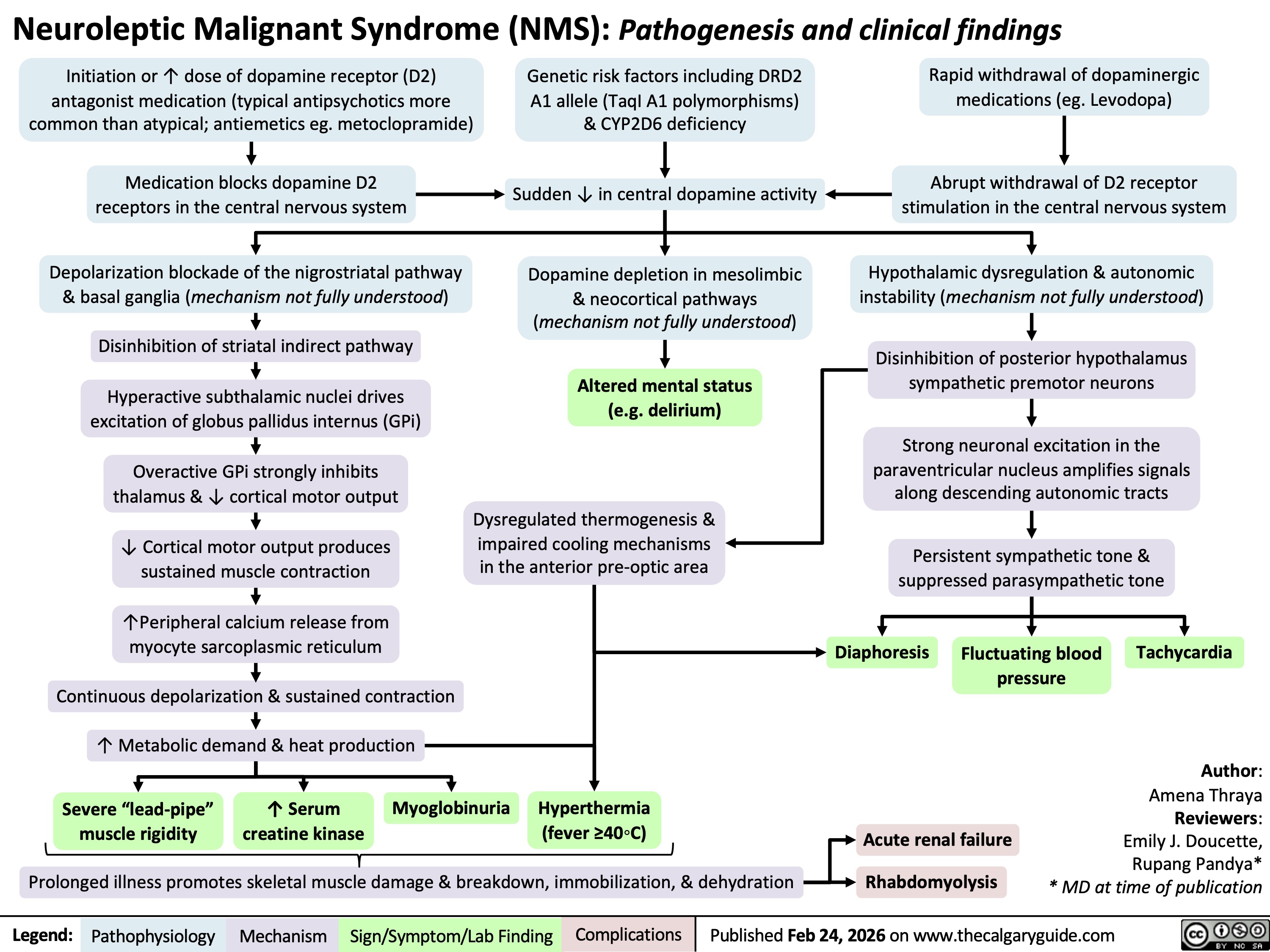 Neuroleptic Malignant Syndrome (NMS): Pathogenesis and clinical findings
Initiation or ↑ dose of dopamine receptor (D2)
antagonist medication (typical antipsychotics more
common than atypical; antiemetics eg. metoclopramide)
Medication blocks dopamine D2
receptors in the central nervous system
Genetic risk factors including DRD2
A1 allele (TaqI A1 polymorphisms)
& CYP2D6 deficiency
Sudden ↓ in central dopamine activity
Rapid withdrawal of dopaminergic
medications (eg. Levodopa)
Abrupt withdrawal of D2 receptor
stimulation in the central nervous system
Depolarization blockade of the nigrostriatal pathway
& basal ganglia (mechanism not fully understood)
Disinhibition of striatal indirect pathway Hyperactive subthalamic nuclei drives
excitation of globus pallidus internus (GPi)
Overactive GPi strongly inhibits
thalamus & ↓ cortical motor output
↓ Cortical motor output produces
sustained muscle contraction
↑Peripheral calcium release from
myocyte sarcoplasmic reticulum
Continuous depolarization & sustained contraction
↑ Metabolic demand & heat production
Dopamine depletion in mesolimbic
& neocortical pathways
(mechanism not fully understood)
Altered mental status
(e.g. delirium)
Hypothalamic dysregulation & autonomic
instability (mechanism not fully understood)
Disinhibition of posterior hypothalamus
sympathetic premotor neurons
Dysregulated thermogenesis &
impaired cooling mechanisms
in the anterior pre-optic area
Strong neuronal excitation in the
paraventricular nucleus amplifies signals
along descending autonomic tracts
Persistent sympathetic tone &
suppressed parasympathetic tone
Diaphoresis Tachycardia
Fluctuating blood
pressure
Severe “lead-pipe”
muscle rigidity
↑ Serum
creatine kinase
Myoglobinuria
Hyperthermia
(fever ≥40◦C)
Acute renal failure
Prolonged illness promotes skeletal muscle damage & breakdown, immobilization, & dehydration
Rhabdomyolysis
Author:
Amena Thraya
Reviewers:
Emily J. Doucette,
Rupang Pandya*
* MD at time of publication
Legend: Pathophysiology Mechanism
Published Feb 24, 2026 on www.thecalgaryguide.com
Sign/Symptom/Lab Finding Complications