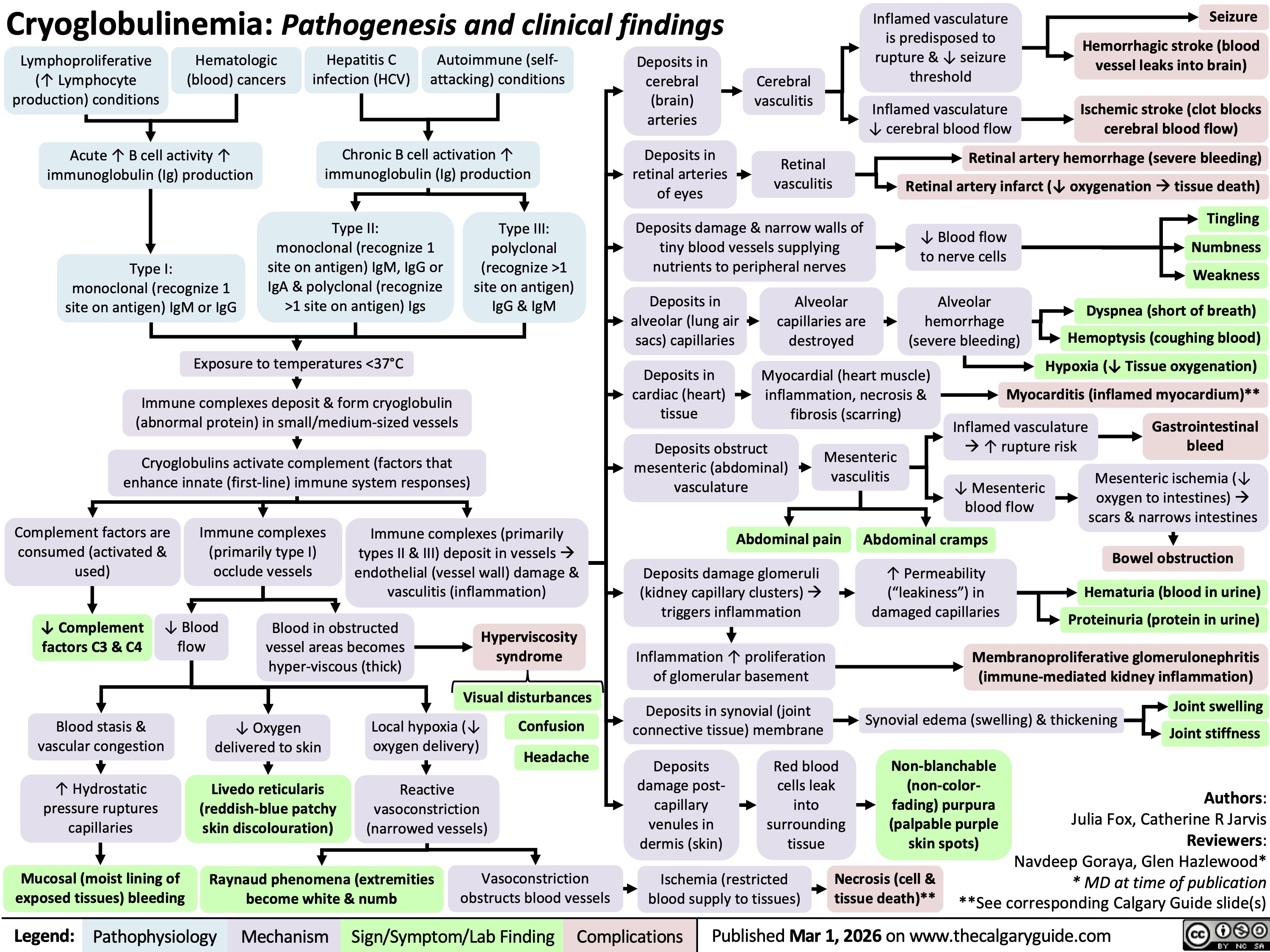 Cryoglobulinemia: Pathogenesis and clinical findings
Inflamed vasculature
Seizure
is predisposed to
Hemorrhagic stroke (blood
Lymphoproliferative
Hematologic
Hepatitis C
Autoimmune (self-
Deposits in
rupture & ↓ seizure
vessel leaks into brain)
(↑ Lymphocyte
(blood) cancers
infection (HCV)
attacking) conditions
cerebral
Cerebral
threshold
production) conditions
(brain)
vasculitis Ischemic stroke (clot blocks
Inflamed vasculature
arteries
↓ cerebral blood flow
cerebral blood flow)
Acute ↑ B cell activity ↑
Chronic B cell activation ↑
Deposits in
Retinal
Retinal artery hemorrhage (severe bleeding)
immunoglobulin (Ig) production
immunoglobulin (Ig) production
retinal arteries
vasculitis Retinal artery infarct (↓ oxygenation à tissue death)
of eyes
Tingling
Type II:
Type III:
Deposits damage & narrow walls of
↓ Blood flow
monoclonal (recognize 1
polyclonal
tiny blood vessels supplying
to nerve cells Numbness
Type I:
site on antigen) IgM, IgG or
(recognize >1
nutrients to peripheral nerves
Weakness
monoclonal (recognize 1
IgA & polyclonal (recognize
site on antigen)
site on antigen) IgM or IgG
>1 site on antigen) Igs
IgG & IgM
Deposits in
Alveolar
alveolar (lung air
capillaries are
sacs) capillaries
destroyed
Exposure to temperatures <37°C
Immune complexes deposit & form cryoglobulin
(abnormal protein) in small/medium-sized vessels
Cryoglobulins activate complement (factors that
enhance innate (first-line) immune system responses)
Deposits in
cardiac (heart)
tissue
Deposits obstruct
mesenteric (abdominal)
vasculature
Myocardial (heart muscle)
inflammation, necrosis &
fibrosis (scarring)
Mesenteric
vasculitis
Alveolar
Dyspnea (short of breath)
hemorrhage
(severe bleeding) Hemoptysis (coughing blood)
Hypoxia (↓ Tissue oxygenation)
Myocarditis (inflamed myocardium)**
Inflamed vasculature
Gastrointestinal
à ↑ rupture risk
bleed
Mesenteric ischemia (↓
↓ Mesenteric
blood flow
oxygen to intestines) à
scars & narrows intestines
Complement factors are
consumed (activated &
used)
Immune complexes
(primarily type I)
occlude vessels
Immune complexes (primarily
types II & III) deposit in vessels à
endothelial (vessel wall) damage &
vasculitis (inflammation)
Abdominal pain
Abdominal cramps
Bowel obstruction
Deposits damage glomeruli
(kidney capillary clusters) à
triggers inflammation
↑ Permeability
(“leakiness”) in
damaged capillaries
Hematuria (blood in urine)
Proteinuria (protein in urine)
↓ Complement
factors C3 & C4
Blood in obstructed
vessel areas becomes
hyper-viscous (thick)
Hyperviscosity
syndrome
Inflammation ↑ proliferation
of glomerular basement
Blood stasis &
vascular congestion
↓ Oxygen
delivered to skin
Local hypoxia (↓
oxygen delivery)
Visual disturbances
Confusion
Headache
Membranoproliferative glomerulonephritis
(immune-mediated kidney inflammation)
Joint swelling
Joint stiffness
↑ Hydrostatic
pressure ruptures
capillaries
Livedo reticularis
(reddish-blue patchy
skin discolouration)
Reactive
vasoconstriction
(narrowed vessels)
Deposits in synovial (joint
connective tissue) membrane Deposits
damage post-
capillary
venules in
dermis (skin)
Red blood
cells leak
into
surrounding
tissue
Mucosal (moist lining of
Raynaud phenomena (extremities
exposed tissues) bleeding
become white & numb
Vasoconstriction
obstructs blood vessels
Ischemia (restricted
blood supply to tissues)
Synovial edema (swelling) & thickening
Non-blanchable
(non-color-
fading) purpura
(palpable purple
skin spots)
Necrosis (cell &
tissue death)**
Authors:
Julia Fox, Catherine R Jarvis
Reviewers:
Navdeep Goraya, Glen Hazlewood*
* MD at time of publication
**See corresponding Calgary Guide slide(s)
Legend: Pathophysiology Mechanism
Complications
Published Mar 1, 2026 on www.thecalgaryguide.com
↓ Blood
flow
Sign/Symptom/Lab Finding 
