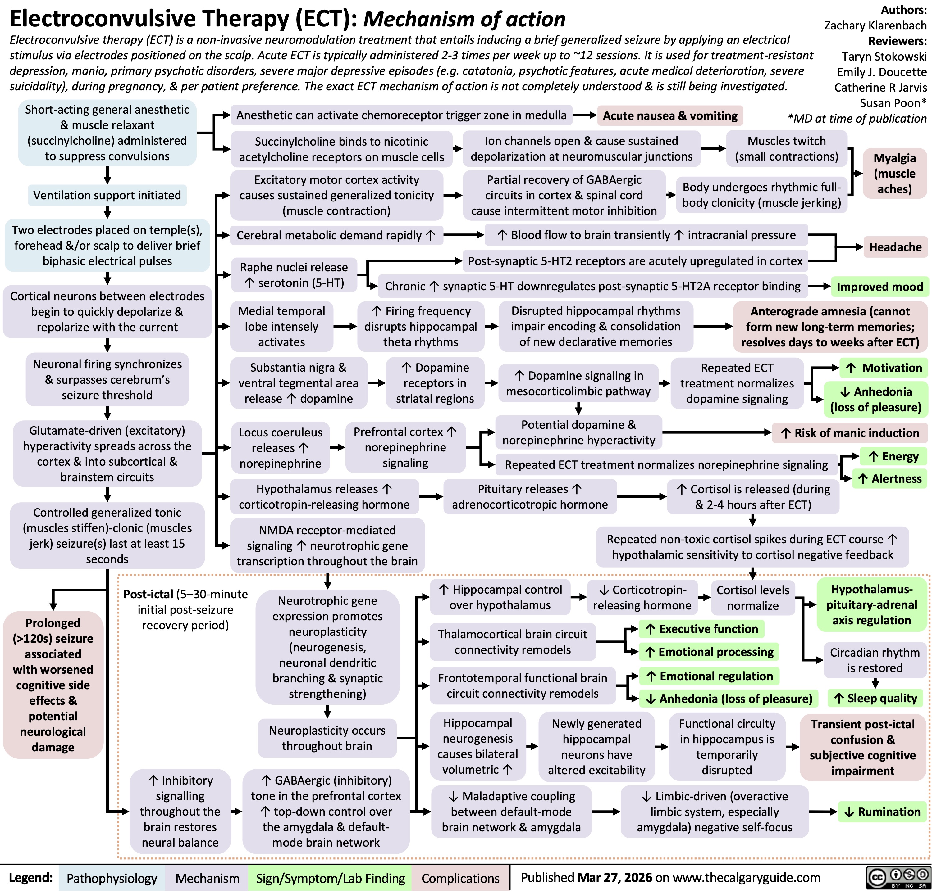 Electroconvulsive Therapy (ECT): Mechanism of action
Electroconvulsive therapy (ECT) is a non-invasive neuromodulation treatment that entails inducing a brief generalized seizure by applying an electrical
stimulus via electrodes positioned on the scalp. Acute ECT is typically administered 2-3 times per week up to ~12 sessions. It is used for treatment-resistant
depression, mania, primary psychotic disorders, severe major depressive episodes (e.g. catatonia, psychotic features, acute medical deterioration, severe
suicidality), during pregnancy, & per patient preference. The exact ECT mechanism of action is not completely understood & is still being investigated.
Short-acting general anesthetic
& muscle relaxant
(succinylcholine) administered
to suppress convulsions
Anesthetic can activate chemoreceptor trigger zone in medulla Acute nausea & vomiting
Succinylcholine binds to nicotinic
acetylcholine receptors on muscle cells
Ion channels open & cause sustained
depolarization at neuromuscular junctions
Authors:
Zachary Klarenbach
Reviewers:
Taryn Stokowski
Emily J. Doucette
Catherine R Jarvis
Susan Poon*
*MD at time of publication
Muscles twitch
(small contractions)
Ventilation support initiated
Excitatory motor cortex activity
causes sustained generalized tonicity
(muscle contraction)
Cerebral metabolic demand rapidly ↑
Partial recovery of GABAergic
circuits in cortex & spinal cord
cause intermittent motor inhibition
Myalgia
(muscle
Body undergoes rhythmic full-
aches)
body clonicity (muscle jerking)
Two electrodes placed on temple(s),
forehead &/or scalp to deliver brief
biphasic electrical pulses
↑ Blood flow to brain transiently ↑ intracranial pressure
Headache
Post-synaptic 5-HT2 receptors are acutely upregulated in cortex
Raphe nuclei release
↑ serotonin (5-HT) Chronic ↑ synaptic 5-HT downregulates post-synaptic 5-HT2A receptor binding Improved mood
Cortical neurons between electrodes
begin to quickly depolarize &
repolarize with the current
Neuronal firing synchronizes
& surpasses cerebrum’s
seizure threshold
Medial temporal
lobe intensely
activates
Substantia nigra &
ventral tegmental area
release ↑ dopamine
↑ Firing frequency
disrupts hippocampal
theta rhythms
↑ Dopamine
receptors in
striatal regions
Disrupted hippocampal rhythms
impair encoding & consolidation
of new declarative memories
Anterograde amnesia (cannot
form new long-term memories;
resolves days to weeks after ECT)
↑ Dopamine signaling in
mesocorticolimbic pathway
Repeated ECT
treatment normalizes
dopamine signaling
↑ Motivation
↓ Anhedonia
(loss of pleasure)
Glutamate-driven (excitatory)
hyperactivity spreads across the
cortex & into subcortical &
brainstem circuits
Locus coeruleus
releases ↑
norepinephrine
Prefrontal cortex ↑
norepinephrine
signaling
Hypothalamus releases ↑
corticotropin-releasing hormone
Potential dopamine &
norepinephrine hyperactivity ↑ Risk of manic induction
↑ Energy
Repeated ECT treatment normalizes norepinephrine signaling
↑ Alertness
Pituitary releases ↑
↑ Cortisol is released (during
adrenocorticotropic hormone
& 2-4 hours after ECT)
Controlled generalized tonic
(muscles stiffen)-clonic (muscles
jerk) seizure(s) last at least 15
seconds
NMDA receptor-mediated
signaling ↑ neurotrophic gene
transcription throughout the brain
Repeated non-toxic cortisol spikes during ECT course ↑
hypothalamic sensitivity to cortisol negative feedback
Post-ictal (5–30-minute
initial post-seizure
recovery period)
↑ Hippocampal control
over hypothalamus
Hypothalamus-
pituitary-adrenal
axis regulation
Prolonged
(>120s) seizure
associated
with worsened
cognitive side
effects &
potential
neurological
damage
Neurotrophic gene
expression promotes
neuroplasticity
(neurogenesis,
neuronal dendritic
branching & synaptic
strengthening)
Thalamocortical brain circuit
connectivity remodels
Frontotemporal functional brain
circuit connectivity remodels
↓ Corticotropin-
Cortisol levels
releasing hormone
normalize
↑ Executive function
↑ Emotional processing
↑ Emotional regulation
↓ Anhedonia (loss of pleasure)
Circadian rhythm
is restored
↑ Sleep quality
Neuroplasticity occurs
throughout brain
↑ Inhibitory
signalling
throughout the
brain restores
neural balance
↑ GABAergic (inhibitory)
tone in the prefrontal cortex
↑ top-down control over
the amygdala & default-
mode brain network
Hippocampal
Newly generated
neurogenesis
hippocampal
causes bilateral
neurons have
volumetric ↑
altered excitability
↓ Maladaptive coupling
between default-mode
brain network & amygdala
Functional circuity
in hippocampus is
temporarily
disrupted
↓ Limbic-driven (overactive
limbic system, especially
amygdala) negative self-focus
Transient post-ictal
confusion &
subjective cognitive
impairment
↓ Rumination
Complications
Published Mar 27, 2026 on www.thecalgaryguide.com
Legend: Pathophysiology Mechanism
Sign/Symptom/Lab Finding 