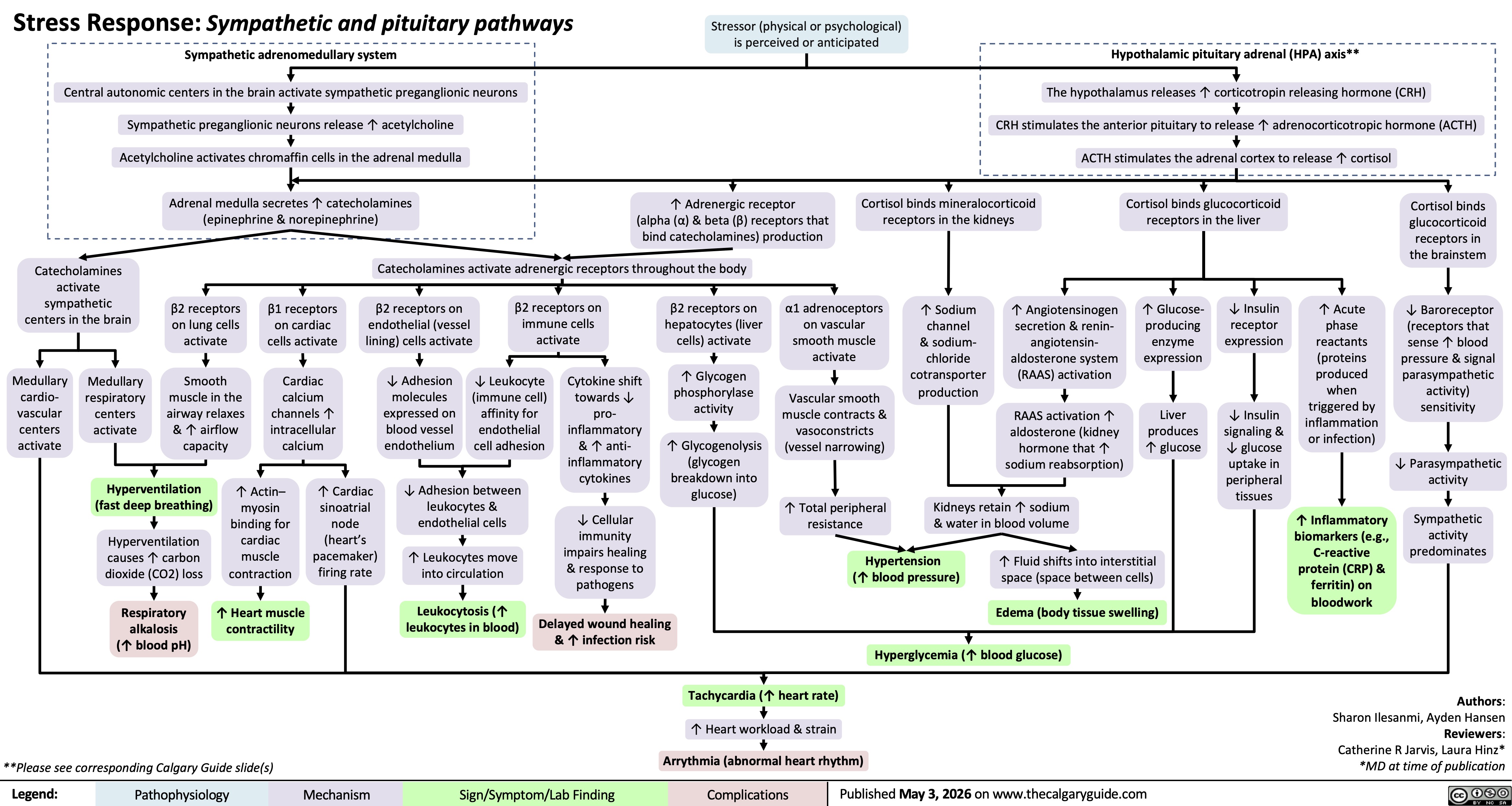 Stress Response: Sympathetic and pituitary pathways
Sympathetic adrenomedullary system Central autonomic centers in the brain activate sympathetic preganglionic neurons
Sympathetic preganglionic neurons release ↑ acetylcholine
Acetylcholine activates chromaffin cells in the adrenal medulla
Adrenal medulla secretes ↑ catecholamines
(epinephrine & norepinephrine)
↑ Adrenergic receptor
(alpha (α) & beta (β) receptors that
bind catecholamines) production
Catecholamines
activate
sympathetic
centers in the brain
Catecholamines activate adrenergic receptors throughout the body
β2 receptors
on lung cells
activate
β1 receptors
on cardiac
cells activate
β2 receptors on
endothelial (vessel
lining) cells activate
β2 receptors on
immune cells
activate
β2 receptors on
hepatocytes (liver
cells) activate
Medullary
cardio-
vascular
centers
activate
Medullary
respiratory
centers
activate
Smooth
muscle in the
airway relaxes
& ↑ airflow
capacity
Cardiac
calcium
channels ↑
intracellular
calcium
↓ Adhesion
molecules
expressed on
blood vessel
endothelium
↓ Leukocyte
(immune cell)
affinity for
endothelial
cell adhesion
Cytokine shift
towards ↓
pro-
inflammatory
& ↑ anti-
inflammatory
cytokines
↑ Glycogen
phosphorylase
activity
Hyperventilation
(fast deep breathing)
↑ Glycogenolysis
(glycogen
breakdown into
glucose)
Hyperventilation
causes ↑ carbon
dioxide (CO2) loss
↑ Actin–
myosin
binding for
cardiac
muscle
contraction
↑ Cardiac
sinoatrial
node
(heart’s
pacemaker)
firing rate
↓ Adhesion between
leukocytes &
endothelial cells
↑ Leukocytes move
into circulation
↓ Cellular
immunity
impairs healing
& response to
pathogens
Respiratory
alkalosis
(↑ blood pH)
↑ Heart muscle
contractility
Leukocytosis (↑
leukocytes in blood)
Delayed wound healing
& ↑ infection risk
Stressor (physical or psychological)
is perceived or anticipated
Hypothalamic pituitary adrenal (HPA) axis**
The hypothalamus releases ↑ corticotropin releasing hormone (CRH)
CRH stimulates the anterior pituitary to release ↑ adrenocorticotropic hormone (ACTH)
ACTH stimulates the adrenal cortex to release ↑ cortisol
Cortisol binds mineralocorticoid
receptors in the kidneys
Cortisol binds glucocorticoid
receptors in the liver
α1 adrenoceptors
on vascular
smooth muscle
activate
↑ Sodium
channel
& sodium-
chloride
cotransporter
production
↑ Angiotensinogen
secretion & renin-
angiotensin-
aldosterone system
(RAAS) activation
↑ Glucose-
producing
enzyme
expression
Vascular smooth
muscle contracts &
vasoconstricts
(vessel narrowing)
RAAS activation ↑
aldosterone (kidney
hormone that ↑
sodium reabsorption)
Liver
produces
↑ glucose
↓ Insulin
receptor
expression
↑ Acute
phase
reactants
(proteins
produced
when
triggered by
↓ Insulin
inflammation
signaling &
or infection)
↓ glucose
uptake in
peripheral
tissues
↑ Total peripheral
resistance
Kidneys retain ↑ sodium
& water in blood volume
Hypertension
(↑ blood pressure)
↑ Fluid shifts into interstitial
space (space between cells)
↑ Inflammatory
biomarkers (e.g.,
C-reactive
protein (CRP) &
ferritin) on
bloodwork
Edema (body tissue swelling)
Hyperglycemia (↑ blood glucose)
Tachycardia (↑ heart rate)
Cortisol binds
glucocorticoid
receptors in
the brainstem
↓ Baroreceptor
(receptors that
sense ↑ blood
pressure & signal
parasympathetic
activity)
sensitivity
↓ Parasympathetic
activity
Sympathetic
activity
predominates
↑ Heart workload & strain
Arrythmia (abnormal heart rhythm)
Authors:
Sharon Ilesanmi, Ayden Hansen
Reviewers:
Catherine R Jarvis, Laura Hinz*
*MD at time of publication
**Please see corresponding Calgary Guide slide(s)
Legend: Pathophysiology Mechanism
Sign/Symptom/Lab Finding Complications
Published May 3, 2026 on www.thecalgaryguide.com