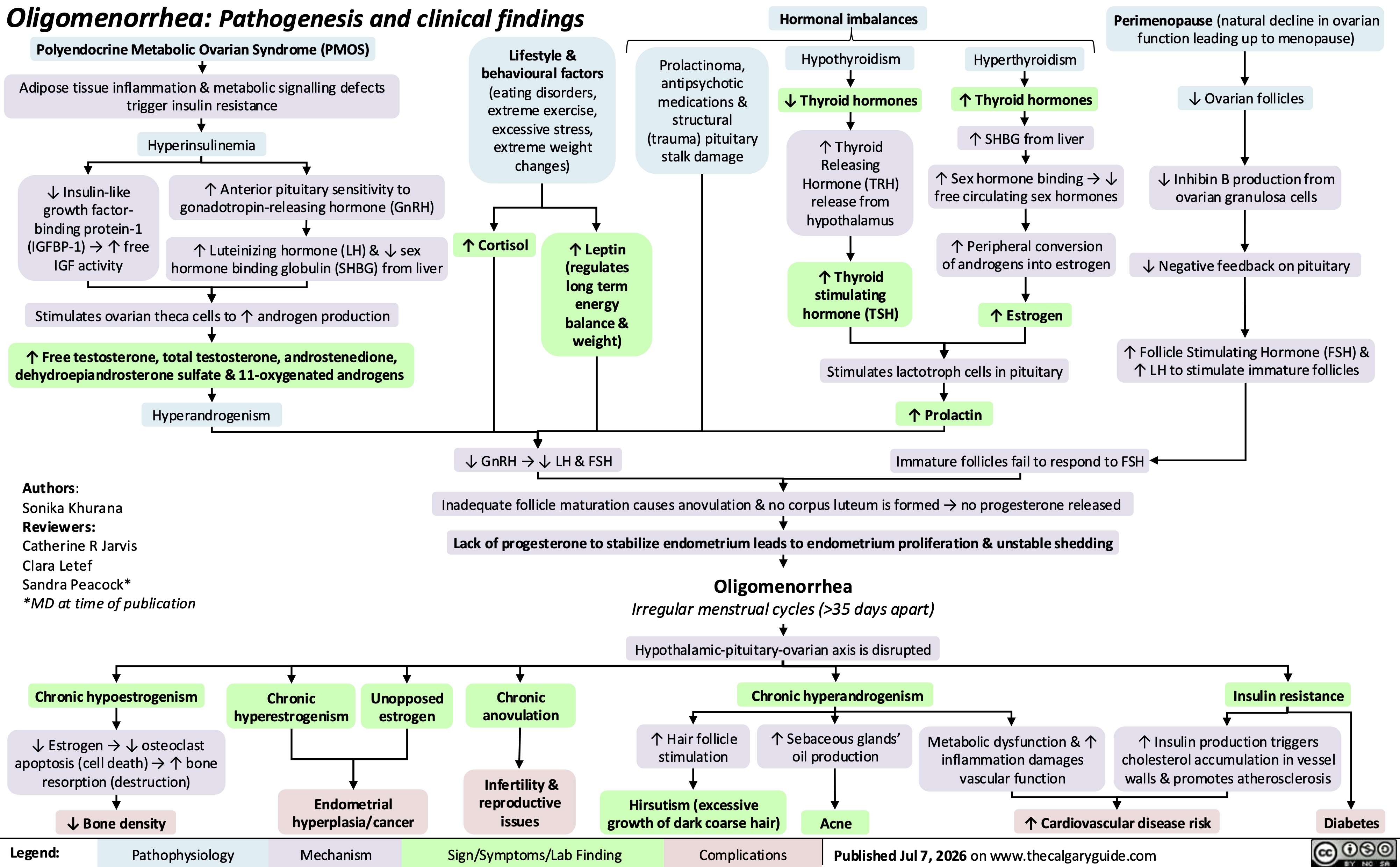 Oligomenorrhea: Pathogenesis and clinical findings
Polyendocrine Metabolic Ovarian Syndrome (PMOS)
Adipose tissue inflammation & metabolic signalling defects
trigger insulin resistance Hyperinsulinemia
↓ Insulin-like
growth factor-
binding protein-1
(IGFBP-1) → ↑ free
IGF activity
↑ Anterior pituitary sensitivity to
gonadotropin-releasing hormone (GnRH)
↑ Luteinizing hormone (LH) & ↓ sex
hormone binding globulin (SHBG) from liver
Stimulates ovarian theca cells to ↑ androgen production
↑ Free testosterone, total testosterone, androstenedione,
dehydroepiandrosterone sulfate & 11-oxygenated androgens
Hyperandrogenism
Lifestyle &
behavioural factors
(eating disorders,
extreme exercise,
excessive stress,
extreme weight
changes)
↑ Cortisol
↑ Leptin
(regulates
long term
energy
balance &
weight)
Authors:
Sonika Khurana
Reviewers:
Catherine R Jarvis
Clara Letef
Sandra Peacock*
*MD at time of publication
Chronic hypoestrogenism
↓ Estrogen → ↓ osteoclast
apoptosis (cell death) → ↑ bone
resorption (destruction)
↓ Bone density
Chronic
hyperestrogenism
Unopposed
estrogen
Endometrial
hyperplasia/cancer
Hormonal imbalances
Perimenopause (natural decline in ovarian
function leading up to menopause)
Prolactinoma,
antipsychotic
medications &
structural
(trauma) pituitary
stalk damage
Hypothyroidism
Hyperthyroidism
↓ Thyroid hormones
↑ Thyroid hormones
↓ Ovarian follicles
↑ SHBG from liver
↑ Thyroid
Releasing
Hormone (TRH)
release from
hypothalamus
↑ Sex hormone binding → ↓
free circulating sex hormones
↓ Inhibin B production from
ovarian granulosa cells
↑ Peripheral conversion
of androgens into estrogen ↓ Negative feedback on pituitary
↑ Thyroid
stimulating
hormone (TSH)
↑ Estrogen
Stimulates lactotroph cells in pituitary
↑ Follicle Stimulating Hormone (FSH) &
↑ LH to stimulate immature follicles
↑ Prolactin
↓ GnRH → ↓ LH & FSH
Immature follicles fail to respond to FSH
Inadequate follicle maturation causes anovulation & no corpus luteum is formed → no progesterone released
Lack of progesterone to stabilize endometrium leads to endometrium proliferation & unstable shedding
Oligomenorrhea
Irregular menstrual cycles (>35 days apart)
Hypothalamic-pituitary-ovarian axis is disrupted
Chronic
anovulation
Chronic hyperandrogenism
Insulin resistance
↑ Hair follicle
stimulation
↑ Sebaceous glands’
oil production
Metabolic dysfunction & ↑
inflammation damages
vascular function
↑ Insulin production triggers
cholesterol accumulation in vessel
walls & promotes atherosclerosis
Infertility &
reproductive
issues
Hirsutism (excessive
growth of dark coarse hair) Acne
↑ Cardiovascular disease risk
Diabetes
Legend: Pathophysiology Mechanism
Sign/Symptoms/Lab Finding Complications
Published Jul 7, 2026 on www.thecalgaryguide.com
Creative Commons
License